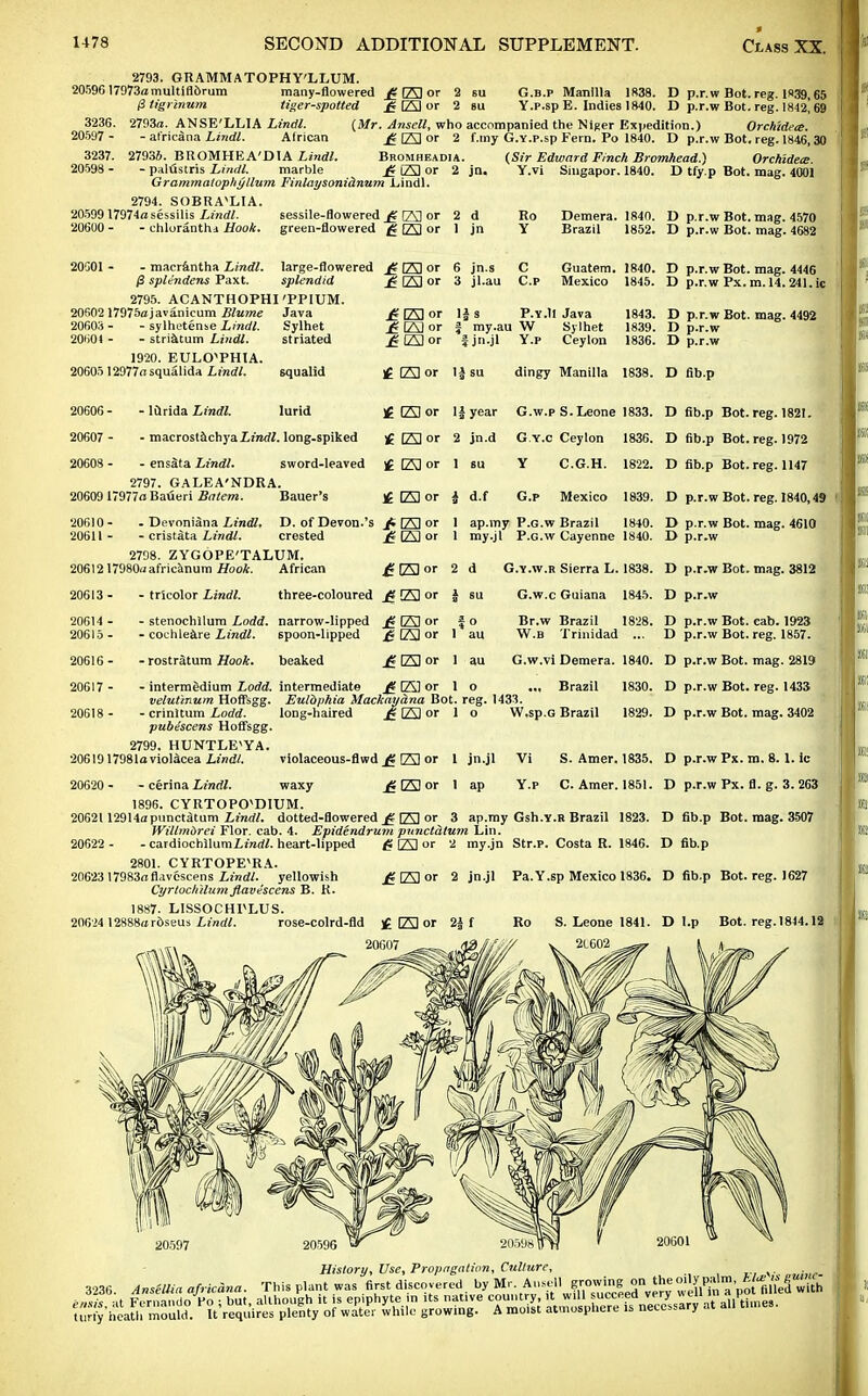 2793. GUAMMATOPHY'LLUM. 2059617973amultiflorum many-flowered £ [23 or 2 su G.b.p Manilla 1838. D p.r.w Bot. reg. 1»39,65 ptigrinum tiger-spotted £ [23 or 2 su Y.P.spE. Indies 1840. D p.r.w Bot. reg. 1842^ 69 3236 . 2793a. ANSE'LLIA Lindl. (Mr. Anscll, who accompanied the Niger Expedition.) Orchideie. 20597- - at'ricana Lindl. African £ (23 or 2 f.my G.Y.p.sp Fern. Po 1840. D p.r.w Bot. reg. 1846,30 3237. 27934. BROMHEA'DIA Lindl. Bromheadia. (Sir Edward Finch Bromhead.) Orchideie. 20598 - - palustris Lindl. marble £ [23 or 2 jn. Y.vi Smgapor. 1840. D tfy.p Bot. mag. 4001 Grammatophyllum Finlaysonidnum Lindl. 2794. SOBRA^LIA. 20599 17974a sessilis Lindl. sessile-flowered £ (23 or 2d Ro Demera. 1840. D p.r.w Bot. mag. 4570 20600- - chloranthd Hook, green-flowered £ E3 or 1 jn Y Brazil 1852. D p.r.w Bot. mag. 4682 20001 - - macrantha Lindl. /3 splendens Paxt. splendid 2795. ACANTHOPHI'PPIUM. 20602 17975ajavanicum Blume Java 20603 - - sylhetense Lindl. Sylhet 20604 - - striatum Lindl. striated 1920. EULO^PHIA large-flowered £ [23 or ft 123 or fi fAl or £ [23 or £ (23 or 6 jn.s 3 jl.au C C.P Guatem. 1840. Mexico 1845. If 3 P.Y.lI Java f my.au W Sylhet J jn.jl Y.p Ceylon D p.r.w Bot. mag. 4446 D p.r.w Px. m. 14.241. ic 1843. D p.r.w Bot. mag. 4492 1839. D p.r.w 1836. D p.r.w 19W. KULUTHIA. 2060512977asqualida Lindl. squalid £ [23 or I| su dingy Manilla 1838. D fib.p 20606 - - lurida Lindl. lurid £ (23 or 1| year G.w.p S.Leone 1833. D fib.p Bot. reg. 1821. 20607 - - macrostachya£m<?J. long-spiked •£ US or 2 jn.d G.Y.c Ceylon 1836. D fib.p Bot. reg. 1972 2060S - - ensSta Lindl. sword-leaved £ E3or 1 su Y C.G.H. 1822. D fib.p Bot. reg. 1147 2797. GALEA'NDRA. 20609 17977a Baueri Batem. Bauer's £ L73 or i d.f G.p Mexico 1839. D p.r.w Bot. reg. 1840,49 20610- 20611 - - Devoniana Lindl. - cristata Lindl. D. of Devon.'s crested jtfAlor £ [23 or 1 ap.my P.G.w Brazil 1840. my.jl P.G.w Cayenne 1840. D p.r.w Bot. mag. 4610 D p.r.w 2798. ZYGOPE'TALUM. 2061217980a africanum Hook. African £ ES or 2 d G.y.w.e Sierra L. 1838. D p.r.w Bot. mag. 3812 20613 - - tricolor Lindl. three-coloured £ 23 or £ su G.w.c Guiana 1845. D p.r.w 20614 - 20615 - - stenochllum Lodd. - cochleare Lindl. narrow-lipped spoon-lipped £ [23 or £123 or 0 au Br.w Brazil W.B Trinidad 1828. D p.r.w Bot. cab. 1923 D p.r.w Bot. reg. 1857. 20616 - - rostratum Hook. beaked £ E3 or i au G.w.vi Demera. 1840. D p.r.w Bot. mag. 2819 20617 - 20618 - - intermedium Lodd. velutinum Hoffsgg. - crinltum Lodd. intermediate £ L73 or 1 o ... Brazil Euld/ihia Mackaydna Bot. reg. 1433. long-haired £ [23 or 1 o W.sp.G Brazil 1830. 1829. D p.r.w Bot. reg. 1433 D p.r.w Bot. mag. 3402 pube'scens Hoffsgg. 2799. HUNTLE^YA. 2061917981aviolacea Lindl. violaceous-flwd £ (23 or 1 jn.jl Vi S. Amer. 1835. 20620- - cerina Lindl. waxy £ (Z3 or 1 ap Y.p C. Amer. 1851. 1896. CYRTOPO^DIUM. 20621 12914a punctatum Lindl. dotted-flowered £ [23 or 3 ap.my Gsh.Y.R Brazil 1823. Wilhnbrei Flor. cab. 4. Epidendrum punctdtum Lin. 20622 - - cardiochllumii'naV. heart-lipped /S [23 or 2 my.jn Str.p. Costa R. 1846. 2801. CYRTOPE^A. 20623 17983aflavcscens Lindl. yellowish £ [23 or 2 jn.jl Pa.Y.sp Mexico 1836. Cyrtochilum flavescens B. R. 1887. L1SSOCHPLUS. 206'24 1 2888a r&seus Lindl. rose-colrd-fld £ [23 or 2| f Ro S. Leone 1841. 20607 D p.r.wPx.m. 8. Lie D p.r.w Px. fl. g. 3. 263 D fib.p Bot. mag. 3507 D fib.p D fib.p Bot. reg. 1627 D I.p Bot. reg.1814.12 20597 20590 History, Use, Propagation, Culture, 3236. AnseUia africdna. This plant was first discovered by ^^^^^f^^tS^ e,,m at Fernando Po ; but, although it is epiphyte in its native country, it will succeed very weu 11 > turfy htath mould. It Wires plenty of water while growing. A moist atmosphere is necessary at all times.