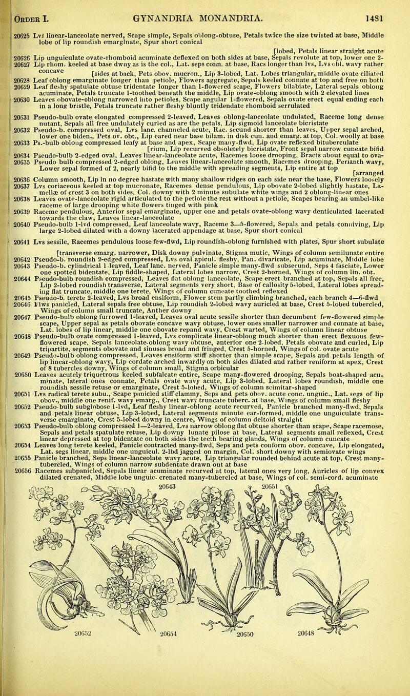 j 20625 Lvs linear-lanceolate nerved, Scape simple, Sepals oblong-obtuse, Petals twice the size twisted at base, Middle lobe of lip roundish emarginate, Spur short conical [lobed, Petals linear straight acute ! 20G26 Lip unguiculate ovate-rhomboid acuminate deflexed on both sides at base, Sepals revolute at top, lower one 2- 20627 Lip rhom. keeled at base dwny as is the col., Lat. seps conn, at base, Racs longer than lvs, Lvs obi. wavy rather concave [sides at back, Pets obov. mueron., Lip 3-lobed, Lat. Lobes triangular, middle ovate ciliated I 20628 Leaf oblong emarginate longer than petiole, Flowers aggregate, Sepals keeled connate at top and free on both 20629 Leaf fleshy spatulate obtuse tridentate longer than 1-flowered scape, Flowers bilabiate, Lateral sepals oblong acuminate, Petals truncate 1-toothed beneath the middle, Lip ovate-oblong smooth with 2 elevated lines 20630 Leaves obovate-oblong narrowed into petioles, Scape angular 1-flowered, Sepals ovate erect equal ending each in a long bristle, Petals truncate rather fleshy bluntly tridendate rhomboid serrulated ! 20631 Pseudo-bulb ovate elongated compressed 2-leaved, Leaves oblong-lanceolate undulated, Raceme long dense nutant, Sepals all free undulately curled as are the petals, Lip sigmoid lanceolate bicristate ! 20632 Pseudo-b. compressed oval, Lvs lane, channeled acute, Rac. secund shorter than leaves. Upper sepal arched, lower one biden., Pets ov. obt., Lip eared near base bilam. in disk cun. and emarg. at top, Col. woolly at base 20G33 Ps.-bulb oblong compressed leafy at base and apex, Scape many-flwd. Lip ovate reflexed bituberculate [rium, Lip recurved obsoletely bicristate, Front sepal narrow cuneate bifid 20634 Pseudo-bulb 2-edged oval, Leaves linear-lanceolate acute, Racemes loose drooping. Bracts about equal to ova- 20635 Pseudo bulb compressed 2-edged oblong. Leaves linear-lanceolate smooth, Racemes drooping, Perianth wavy, Lower sepal formed of 2, nearly bifid to the middle with spreading segments, Lip entire at top [arranged 20636 Column smooth, Lip in no degree hastate with many shallow ridges on each side near the base, Flowers loosely 1 20637 Lvs coriaceous keeled at top mucronate, Racemes dense pendulous. Lip obovate 2-lobed slightly hastate, La- mellae of crest 3 on both sides, Col. downy with 2 minute subulate white wings and 2 oblong-linear ones 20638 Leaves ovate-lanceolate rigid articulated to the petiole the rest without a petiole, Scapes bearing an umbel-like raceme of large drooping white flowers tinged with pink i 20639 Raceme pendulous, Anterior sepal emarginate, upper one and petals ovate-oblong wavy denticulated lacerated towards the claw, Leaves linear-lanceolate 20640 Pseudo-bulb 1-lvd compressed, Leaf lanceolate wavy, Raceme 3—5-flowered, Sepals and petals conniving, Lip large 2-lobed dilated with a downy lacerated appendage at base, Spur short conical 20641 Lvs sessile, Racemes pendulous loose few-flwd, Lip roundish-oblong furnished with plates, Spur short subulate [transverse emarg. narrower, Disk downy pulvinate, Stigma mutic, Wings of column semilunate entire 20642 Pseudo-b. roundish 2-edged compressed, Lvs oval apicul. fleshy, Pan. divaricate, Lip acuminate, Middle lobe 20643 Pseudo-b. cylindrical 1 leaved, Leaf lane, nerved, Panicle simple many-flwd subsecund, Seps 4 fasciate, Lower one spotted bidentate, Lip fiddle-shaped, Lateral lobes narrow, Crest 2-horned, Wings of column lin. obt. 1 20644 Pseudo-bulb roundish compressed, Leaves flat oblong lanceolate, Scape erect branched at top. Sepals all free, Lip 2-lobed roundish transverse, Lateral segments very short. Base of callosity 5-lobed, Lateral lobes spread- ing flat truncate, middle one terete, Wings of column cuneate toothed reflexed 20645 Pseudo-b. terete 2-leaved, Lvs broad ensiform, Flower stem partly climbing branched, each branch 4—6-flwd ; 20646 Flws panicled, Lateral sepals free obtuse, Lip roundish 2-lobed wavy auricled at base, Crest 5-lobed tubercled, Wings of column small truncate, Anther downy 20647 Pseudo-bulb oblong furrowed 1-leaved, Leaves oval acute sessile shorter than decumbent few-flowered simple scape, Upper sepal as petals obovate concave wavy obtuse, lower ones smaller narrower and connate at base, Lat. lobes of lip linear, middle one obovate repand wavy, Crest warted, Wings of column linear obtuse 20648 Pseudo-bulb ovate compressed 1-leaved, Lvs complicate linear-oblong much shorter than erect flexuous few- flowered scape, Sepals lanceolate-oblong wavy obtuse, anterior one 2-lobed, Petals obovate and curled, Lip tripartite, segments obovate and sinuses broad and fringed, Crest 5-horned, Wings of col. ovate acute 20649 Pseudo-bulb oblong compressed, Leaves ensiform stiff shorter than simple scape, Sepals and petals length of lip linear-oblong wavy, Lip cordate arched inwardly on both sides dilated and rather reniform at apex, Crest of 8 tubercles downy, Wings of column small, Stigma orbicular 20650 Leaves acutely triquetrous keeled subfalcate entire, Scape many-flowered drooping. Sepals boat-shaped acu- minate, lateral ones connate, Petals ovate wavy acute, Lip 3-lobed, Lateral lobes roundish, middle one roundish sessile retuse or emarginate, Crest 5-lobed, Wings of column scimitar-shaped 20651 Lvs radical terete subu., Scape panicled stiff clammy, Seps and pets ohov. acute cone, unguic, Lat. segs of lip obov., middle one renif. wavy emarg., Crest wavy truncate tuberc. at base, Wings of column small fleshy 20652 Pseudo-bulb subglobose 1-lvd, Leaf fleshy linear-oblong acute recurved, Panicle branched many-flwd, Sepals and petals linear obtuse. Lip 3-lobed, Lateral segments minute ear-formed, middle one unguiculate trans- verse emarginate, Crest 5-lohed downy in centre, Wings of column deltoid straight ! 20653 Pseudo-bulb oblong compressed 1—2-leaved, Lvs narrow oblong flat obtuse shorter than scape, Scape racemose, Sepals and petals spatulate retuse, Lip downy lunate pilose at base, Lateral segments small reflexed, Crest linear depressed at top bidentate on both sides the teeth bearing glands, Wings of column cuneate 20654 Leaves long terete keeled, Panicle contracted many-flwd, Seps and pets conform obov. concave, Lip elongated, Lat. segs linear, middle one unguicul. 2-lbd jagged on margin, Col. short downy with semiovate wings j 20655 Panicle branched, Seps linear-lanceolate wavy acute, Lip triangular rounded behind acute at top, Crest many- tubercled, Wings of column narrow subdentate drawn out at base 20656 Racemes subpanicled, Sepals linear acuminate recurved at top, lateral ones very long, Auricles of lip convex dilated crenated, Middle lobe unguic. crenated many-tubercled at base, Wings of col. semi-cord, acuminate