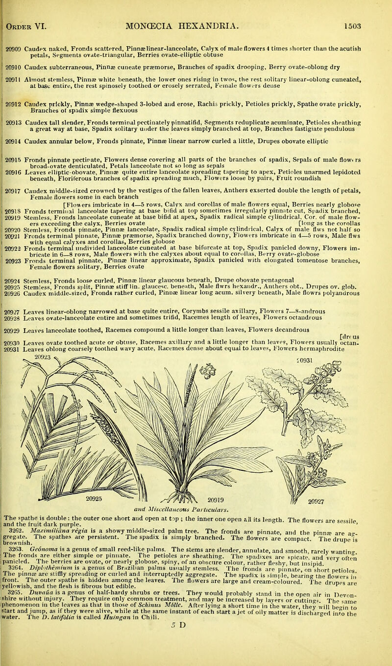 20900 Caudex naked, Fronds scattered, Pinna;linear-lanceolate. Calyx of male flowers 4 times shorter than the acutish petals, Segments ovate-triangular, Berries ovate-elliptic obtuse 20910 Caudex subterraneous, Pinnae cuneate praemorse, Branches of spadix drooping, Berry ovate-oblong dry 20911 Almost stemless, Pinna? white beneath, the lower ones rising in twos, the rest solitary linear-oblong cuneated, at base entire, the rest spinosely toothed or erosely serrated, Female flowers dense 20912 Caudex prickly, Pinna; wedge-shaped 3-lobed and erose, Rachis prickly, Petioles prickly, Spathe ovate prickly, Branches ot spadix simple flexuous 20913 Caudex tall slender, Fronds terminal pectinately pinnatifid, Segments reduplicate acuminate, Petioles sheathing a great way at base, Spadix solitary under the leaves simply branched at top, Branches fastigiate pendulous 20914 Caudex annular below, Fronds pinnate, Pinna; linear narrow curled a little, Drupes obovate elliptic 20915 Fronds pinnate pectinate, Flowers dense covering all parts of the branches of spadix, Sepals of male flow, rs broad-ovate denticulated, Petals lanceolate not so long as sepals 2091G Leaves elliptic-obovate, Pinnae quite entire lanceolate spreading tapering to apex, Petioles unarmed Iepidoted beneath, Floriferous branches of spadix spreading much, Flowers loose by pairs, Fruit roundish 20917 Caudex middle-sized crowned by the vestiges of the fallen leaves, Anthers exserted double the length of petals, Female flowers some in each branch [Flowers imbricate in 4—5 rows, Calyx and corollas of male flowers equal, Berries nearly globose 20918 Fronds terminal lanceolate tapering at base bifid at top sometimes irregularly pinnnte cut, Spadix branched, 20919 Stemless, Fronds lanceolate cuneate at base bifid at apex, Spadix radical simple cylindrical. Cor. of male flow- ers exceeding the calyx, Berries ovate [long as the corollas 20920 Stemless, Fronds pinnate, Pinna; lanceolate, Spadix radical simple cylindrical, Calyx of male flws not half so 20921 Fronds terminal pinnate, Pinna; praemorse, Spadix branched downy, Flowers imbricate in 4—5 rows, Male flws with equal calyxes and corollas, Berries globose 20922 Fronds terminal undivided lanceolate cuneated at base bifurcate at top, Spadix panicled downy, Flowers im- bricate in 6—8 rows, Male flowers with the calyxes about equal to corollas, Berry ovate-globose 20923 Fronds terminal pinnate, Pinnae linear approximate, Spadix panicled with elongated tomentose branches, Female flowers solitary, Berries ovate 20924 Stemless, Fronds loose curled, Pinna; linear glaucous beneath, Drupe obovate pentagonal 20925 Stemless, Fronds split, Pinnae stiff lin. glaucesc. beneath, Male flwrs hexandr., Anthers obt.. Drupes ov. glob. 20926 Caudex middle-sized, Fronds rather curled, Pinnae linear long acum. silvery beneath, Male flowrs polyandrous 20927 20M8 Leaves linear-oblong narrowed at base quite entire, Corymbs sessile axillary, Flowers 7—8-androus Leaves ovate-lanceolate entire and sometimes trifid, Racemes length of leaves, Flowers octandrous 20929 Leaves lanceolate toothed, Racemes compound a little longer than leaves, Flowers decandrous [drr us 20930 Leaves ovate toothed acute or obtuse, Racemes axillary and a little longer than leaves, Flowers usually octan- 20931 Leaves oblong coarsely toothed wavy acute, Racemes dense about equal to leaves, Flowers hermaphrodite 20923 • ! and Miscellaneous Particulars. The spathe is double: the outer one short and open at top ; the inner one open all its length. The flowers are sessile and the fruit dark purple. 1 | 3262. Maximiliina regia is a showy middle-sized palm tree. The fronds are pinnate, and the pinna; are a« gregate. The spathe.« are persistent. The spadix is simply branched. The flowers are compact Thedruneis brownish. r » 3263. Geonoma is a genus of small reed-like palms. The stems are slender, annulate, and smooth rarelv wanting The fronds are either simple or pinnate. The petioles are sheathing. The spadixes are spicate and verv often panicled. The berries are ovate, or nearly globose, spiny, of an obscure colour, rather fleshy but insipid 3264. Dipl-ithemium is a genus of Brazilian palms usually stemless. The fronds are pinnate, on short petioles The pinnae are stiffly spreading or curled and interruptedly aggregate. The spadix is simple, bearing the flowers in front. The outer spathe is hidden among the leaves. The flowers are large and cream-coloured. The druDes are yellowish, and the flesh is fibrous but edible. F 3265. Duvaua is a genus of half-hardy shrubs or trees. They would probably stand in the open air in Devon shire without injury. They require only common treatment, and mav be increased by layers or cuttings The s-vme phenomenon in the leaves as that in those of Sckinus Mdlle. After lying a short time in the water they will be^i'n to start and jump, as if they were alive, while at the same instant of each start a jet of oily mat' water. The D. latifdlia is called Huingan in Chili. >ily matter is discharged in'o the 5 D