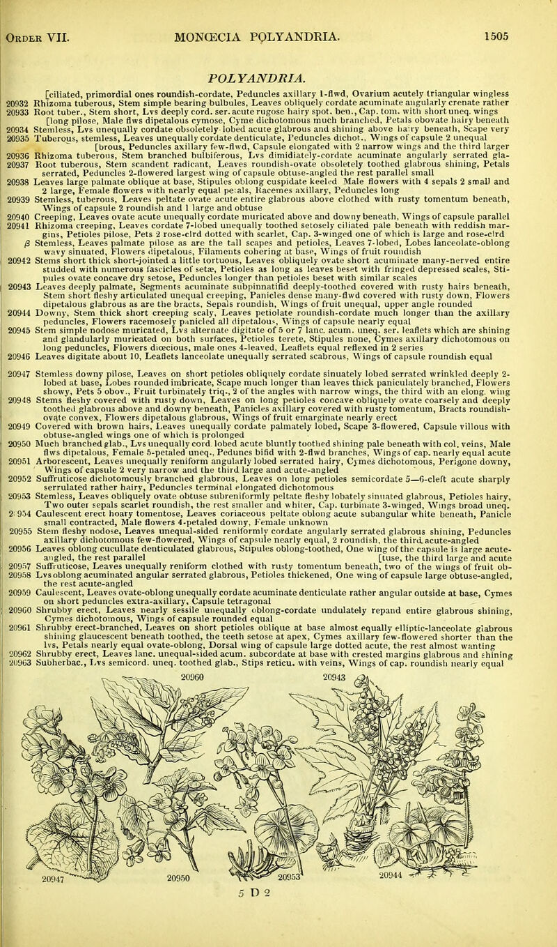 POLYANDRIA. [ciliated, primordial ones roundish-cordate, Peduncles axillary 1-flwd, Ovarium acutely triangular wingless 20932 Rhizoma tuberous, Stem simple bearing bulbules, Leaves obliquely cordate acuminate angularly crenate rather 20933 Root tuber., Stem short, Lvs deeply cord. ser. acute rugose hairy spot, ben., Cap. torn, with short uneq. wings [long pilose, Male flws dipetalous cymose, Cyme dichotomous much branched, Petals obovate hairy beneath 20934 Stemless, Lvs unequally cordate obsoletely-lobed acute glabrous and shining above hairy beneath, Scape very 20935 Tuberous, stemless, Leaves unequally cordate denticulate, Peduncles dichot., Wings of capsule 2 unequal [brous, Peduncles axillary few-flwd, Capsule elongated with 2 narrow wings and the third larger 20936 Rhizoma tuberous, Stem branched bulbiferous, Lvs dimidiately-cordate acuminate angularly serrated gla- 20937 Root tuberous, Stem scandent radicant, Leaves roundish-ovate obsoletely toothed glabrous shining, Petals serrated, Peduncles 2-fiowered largest wing of capsule obtuse-angled the rest parallel small 20938 Leaves large palmate oblique at base, Stipules oblong cuspidate keeled Male flowers with 4 sepals 2 small and 2 large, Female flowers with nearly equal pe;als, Racemes axillary, Peduncles long 20939 Stemless, tuberous, Leaves peltate ovate acute entire glabrous above clothed with rusty tomentum beneath, Wings of capsule 2 roundish and 1 large and obtuse 20940 Creeping, Leaves ovate acute unequally cordate muricated above and downy beneath, Wings of capsule parallel 20941 Rhizoma creeping. Leaves cordate 7-lobed unequally toothed setosely ciliated pale beneath with reddish mar- gins, Petioles pilose, Pets 2 rose-clrd dotted with scarlet, Cap. 3-winged one of which is large and rose-c!rd /3 Stemless, Leaves palmate pilose as are the tall scapes and petioles, Leaves 7-lobed, Lobes lanceolate-oblong wavy sinuated. Flowers dipetalous, Filaments cohering at base, Wings of fruit roundish 20942 Stems short thick short-jointed a little tortuous, Leaves obliquely ovate short acuminate many-nerved entire studded with numerous fascicles of seta?, Petioles as long as leaves beset with fringed depressed scales, Sti- pules ovate concave dry setose, Peduncles longer than petioles beset with similar scales 20943 Leaves deeply palmate, Segments acuminate subpinnatifid deeply-toothed covered with rusty hairs beneath, Stem short fleshy articulated unequal creeping, Panicles dense many-flwd covered with rusty down, Flowers dipetalous glabrous as are the bracts, Sepals roundish, Wings of fruit unequal, upper angle rounded 20944 Downy, Stem thick short creeping scaly. Leaves petiolate roundish-cordate much longer than the axillary peduncles, Flowers racemosely panicled all dipetalous, Wings of capsule nearly equal 20945 Stem simple nodose muricated, Lvs alternate digitate of 5 or 7 lane. acum. uneq. ser. leaflets which are shining and glandularly muricated on both surfaces, Petioles terete, Stipules none, Cymes axillary dichotomous on long peduncles, Flowers dioecious, male ones 4-leaved, Leaflets equal reflexed in 2 series 20946 Leaves digitate about 10, Leaflets lanceolate unequally serrated scabrous, Wings of capsule roundish equal 20947 Stemless downy pilose, Leaves on short petioles obliquely cordate sinuately lobed serrated wrinkled deeply 2- lobed at base, Lobes rounded imbricate, Scape much longer than leaves thick paniculately branched, Flowers showy, Pets 5 obov., Fruit turbinately triq., 2 of the angles with narrow wings, the third with an elong. wing 20948 Stems fleshy covered with rusty down, Leaves on long petioles concave obliquely ovate coarsely and deeply toothed glabrous above and downy beneath, Panicles axillary covered with rusty tomentum, Bracts roundish- ovate convex, Flowers dipetalous glabrous, Wings of fruit emarginate nearly erect 20949 Covered with brown hairs, Leaves unequally cordate palmately lobed, Scape 3-flowered, Capsule villous with obtuse-angled wings one of which is prolonged 20950 Much branched glab., Lvs unequally cord lobed acute bluntly toothed shining pale beneath with col. veins, Male flws dipetalous, Female 5-petaled uneq., Peduncs bifid with 2-flwd branches, Wings of cap. nearly equal acute 20951 Arborescent, Leaves unequally reniform angularly lobed serrated hairy, Cymes dichotomous, Perigpne downy, Wings of capsule 2 very narrow and the third large and acute-angled 20952 Suffruticose dichotomously branched glabrous, Leaves on long petioles semicordate 5—6-cleft acute sharply serrulated rather hairy, Peduncles terminal elongated dichotomous 20953 Stemless, Leaves obliquely ovate obtuse subreniformly peltate fleshy lobately sinuated glabrous, Petioles hairy, Two outer sepals scarlet roundish, the rest smaller and w hiter, Cap. turbinate 3-winged, Wings broad uneq. 2: 954 Caulescent erect hoary tomentose, Leaves coriaceous peltate oblong acute subangular white beneath, Panicle small contracted, Male flowers 4-petaled downy, Female unknown 20955 Stem fleshy nodose, Leaves unequal-sided reniformlv cordate angularly serrated glabrous shining, Peduncles axillary dichotomous few-flowered, Wings of capsule nearly equal, 2 roundish, the third, acute-angled 20956 Leaves oblong cucullate denticulated glabrous, Stipules oblong-toothed, One wing of the capsule is large acute- angled, the rest parallel [tuse, the third large and acute 20957 Suffruticose, Leaves unequally reniform clothed with rusty tomentum beneath, two of the wings of fruit ob- 20958 Lvs oblong acuminated angular serrated glabrous, Petioles thickened, One wing of capsule large obtuse-angled, the rest acute-angled 20959 Caulescent, Leaves ovate-oblong unequally cordate acuminate denticulate rather angular outside at base, Cymes on short peduncles extra-axillary. Capsule tetragonal 209GO Shrubby erect, Leaves nearly sessile unequally oblong-cordate undulately repand entire glabrous shining, Cymes dichotomous, Wings of capsule rounded equal 20901 Shrubby erect-branched, Leaves on short petioles oblique at base almost equally elliptic-lanceolate glabrous shining glaucescent beneath toothed, the teeth setose at apex, Cymes axillary few-flowered shorter than the lvs, Petals nearly equal ovate-oblong, Dorsal wing of capsule large dotted acute, the rest almost wanting 20902 Shrubby erect, Leaves lane, unequal-sided acum. subcordate at base with crested margins glabrous and shining 2U963 Subherbac, Lvs semicord. uneq. toothed glab., Stips reticu. with veins, Wings of cap. roundish nearly equal