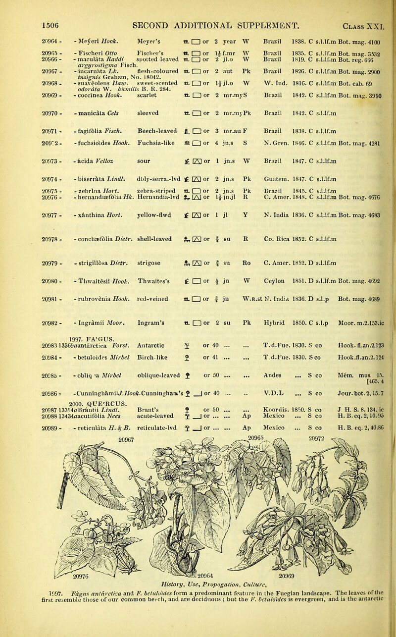 20974 ■ 20975 • 20976 ■ • Meyeri Hook. Meyer's tt. □ or 2 year W Brazil 1838. C s.l.lf.m Bot. mag. 4100 20965- - Fiseheri Otto Fischer's «. O or 1* f.mr W Brazil 1835. 20S66- - maculata Raddi spotted leaved B_ O or 2 jl.o W Brazil 1819. argyrostigma Fisch. 20967 - - incamata Lk. flesh-coloured aQor 2 aut Pk Brazil 1826. inszgnis Graham, No. [8042. 20968 - - suaveolens Haw. sweet-scented tL □ or ljjl.o W W. Ind. 1816. odorata W. hlcmilis B. R. 284. 209G9- - cocc'inea Hook. scarlet tt_ □ or 2 mr.myS Brazil 1842. C s.l.lf.m Bot. mag. 3532 C s.l.lf.m Bot. reg. 666 C s.l.lf.m Bot. mag. 2900 C s.l.lf.m Bot. cab. 69 C s.l.lf.m Bot. mag. 3990 20970 - - manicala Cels ULllor 2 mr.myPk Brazil 1842. C s.l.lf.m 20971 - - fagifolia Fisch. Beech-leaved fl_ □ or 3 mr.au F Brazil 1838. 209T2- - fuchsiriides Hook. Fuchsia-like «Oor 4 jn.s S N. Gren. 1846. C s.l.lf.m C s.l.lf.m Bot. mag. 4281 20973 - - acida Vellox £ E2 or 1 jn.s W Brazil 1847. C s.l.lf.m • biserrata Lindl. dbly-serra.-lvd £ El or 2 jn.s Pk Guatem. 1847. C s.l.lf.m - zebrlna Hol t. zebra-striped tt. CD or 2 jn.s Pk ■ hernandiaefolia Hk. Hernandia-lvd JW El or ljjn.jl R Brazil 1845. C. Amer. 1848. C s.l.lf.m C s.l.lf.m Bot. mag. 4676 20977 - - xanthina Hort. yellow-flwd if El or 1 jl 20978 - - conchoef&lia Dielr. shell-leaved Sn- E or f su N. India 1836. C s.l.lf.m Bot. mag. 4683 Co. Rica 1852. C s.l.lf.m 20979 - - strigillosa Dietr. strigose ft, E] or f su 20980 - - Thwaitesii Hook. Thwaites's £ □ or J jn 20981 - - rubrovenia Hook, red-veined tt. O or | jn Ro C. Amer. 1852. D s.l.lf.m W Ceylon 1851. D s.l.lf.m Bot. mag. 4692 W.R.st N. India 1836. D s.l.p Bot. mag. 4C89 20982 ■ ■ Ingramii Moor. Ingram's B. □ or 2 su Pk Hybrid 1850. C s.l.p Moor. m.2.153.ic 1997. FAMOUS. 20983 13369aantarctica Forst. Antarctic or 40 or 41 20984 - - betuloides Alirbel Birchlike 20285 - - obllq 'a Mirbcl oblique-leaved J or 50 20986- -C'unninghamiiJ.//ooA.Cunningham's 2 | or 40 2000. QUE'RCUS. 20987 133')4aUrautii Lindl. Brant's f_ or 50 20988 13434aacutif61ia Nees acute-leaved 3f 1 or ... 20989- - reticulata H. % B. reticulate-lvd J | or ... 20967 T.d.Fue. 1830. T.d.Fue. 1830. Andes V.D.L S co Sco Hook, fl.an.2.123 Hook.fl.an.2.124 Koordis. 18W. Ap Mexico Ap Mexico 20965 S co Mem. mus. IS. [465. 4 S co Jour. bot. 2,15.7 S co J H. S. 8.134. ic S co H.B.eq.2,10.95 S co H.B. eq. 2, 40.8G 20972 E20964 History, Use, Propagation, Culture, 1997. Fdgus anlarelica and F. betuloides form a predominant feature in Ihe Fuegian landscape. The leaves of the first resemble those of our common beech, and are deciduous ; but the F. betuloides is evergreen, and is the antarctic