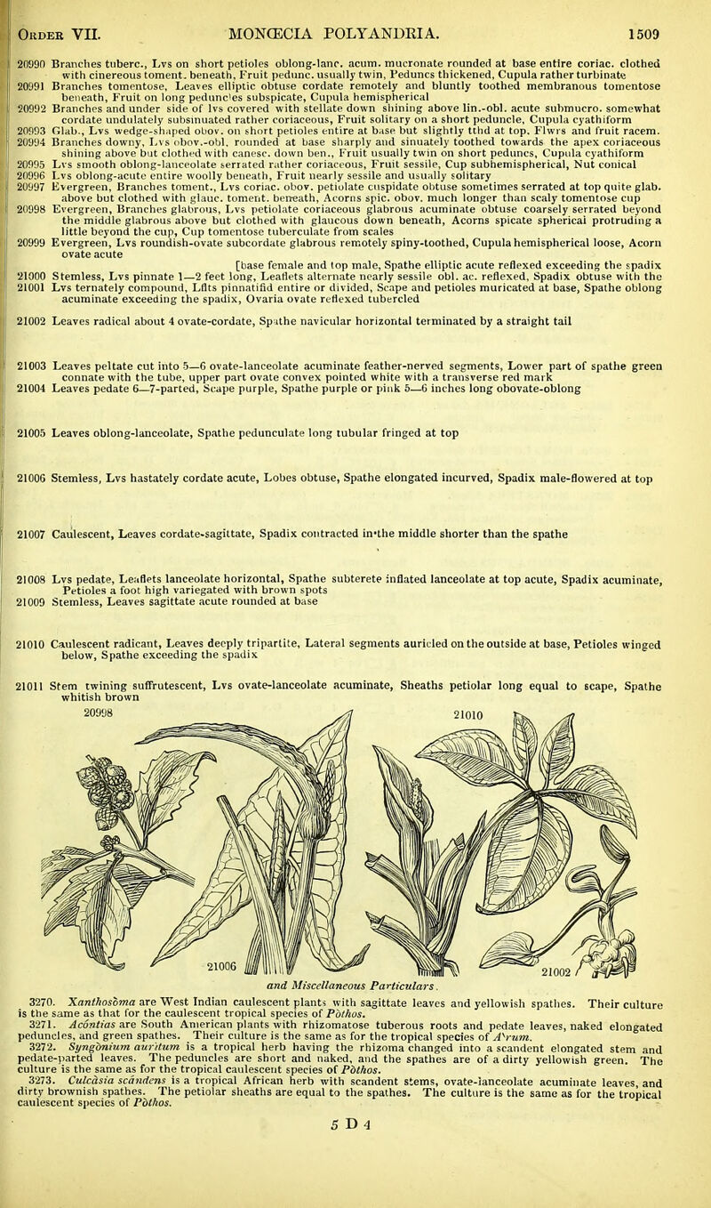 I 20990 Branches tuberc, Lvs on short petioles oblong-lane. acum. mucronate rounded at base entire coriac. clothed with cinereous toment. beneath, Fruit pedunc. usually twin, l'eduncs thickened, Cupula rather turbinate |! 20991 Branches tomentose, Leaves elliptic obtuse cordate remotely and bluntly toothed membranous tomentose beneath, Fruit on long pedunc'es subspicate, Cupula hemispherical | 20992 Branches and under side of lvs covered with stellate down shining above lin.-obl. acute submucro. somewhat cordate undulately subsmuated rather coriaceous, Fruit solitary on a short peduncle, Cupula cyathiform S 20993 Glab., Lvs wedge-shaped obov. on short petioles entire at base but slightly tthd at top. Flwrs and fruit racem. 1 20994 Branches downy, Lvs obov.-obi, rounded at base sharply and sinuately toothed towards the apex coriaceous shining above but clothed with canesc. down ben., Fruit usually twin on short pedunes, Cupula cyathiform i| 20995 Lvs smooth oblong-lanceolate serrated rather coriaceous, Fruit sessile, Cup subhemispherical, Nut conical i 20996 Lvs oblong-acute entire woolly beneath, Fruit nearly sessile and usually solitary ! 20997 Evergreen, Branches toment., Lvs coriac. obov. petiolate cuspidate obtuse sometimes serrated at top quite glab. above but clothed with glauc. toment. beneath, Acorns spic. obov. much longer than scaly tomentose cup 20998 Evergreen, Branches glabrous, Lvs petiolate coriaceous glabrous acuminate obtuse coarsely serrated beyond the middle glabrous above but clothed with glaucous down beneath, Acorns spicate sphericai protruding a little beyond the cup, Cup tomentose tuberculate from scales 20999 Evergreen, Lvs roundish-ovate subcordate glabrous remotely spiny-toothed, Cupula hemispherical loose, Acorn ovate acute [base female and (op male, Spathe elliptic acute reflexed exceeding the spadix ! 21000 Stemless, Lvs pinnate 1—2 feet long, Leaflets alternate nearly sessile obi. ac. reflexed, Spadix obtuse with the 21001 Lvs ternately compound, Lflts pinnatifid entire or divided, Scape and petioles muricated at base, Spathe oblong acuminate exceeding the spadix, Ovaria ovate reflexed tubercled 21002 Leaves radical about 4 ovate-cordate, Spathe navicular horizontal terminated by a straight tail 21003 Leaves peltate cut into 5—6 ovate-lanceolate acuminate feather-nerved segments, Lower part of spathe green connate with the tube, upper part ovate convex pointed white with a transverse red mark 21004 Leaves pedate 6—7-parted, Scape purple, Spathe purple or pink 5.—0 inches long obovate-oblong 21005 Leaves oblong-lanceolate, Spathe pedunculate long tubular fringed at top 21006 Stemless, Lvs hastately cordate acute, Lobes obtuse, Spathe elongated incurved, Spadix male-flowered at top 21007 Caulescent, Leaves cordate-sagittate, Spadix contracted hvthe middle shorter than the spathe 21008 Lvs pedate, Leaflets lanceolate horizontal, Spathe subterete inflated lanceolate at top acute, Spadix acuminate, Petioles a foot high variegated with brown spots 21009 Stemless, Leaves sagittate acute rounded at base 21010 Caulescent radicant, Leaves deeply tripartite, Lateral segments aurided on the outside at base, Petioles winged below, Spathe exceeding the spadix 21011 Stem twining suffrutescent, Lvs ovate-lanceolate acuminate, Sheaths petiolar long equal to scape, Spathe whitish brown and Miscellaneous Particulars 3270. Xanthosbma are West Indian caulescent plants with sagittate leaves and yellowish spathes. Their culture is the same as that for the caulescent tropical species of Pbthos. 3271. Acontias are South American plants with rhizomatose tuberous roots and pedate leaves, naked elongated peduncles, and green spathes. Their culture is the same as for the tropical species of AVum. 3272. Syngbnium aur'itum is a tropical herb having the rhizoma changed into a scandent elongated stem and pedate-parted leaves. The peduncles are short and naked, and the spathes are of a dirty yellowish green. The culture is the same as for the tropical caulescent species of Pbthos. 3273. Culcdsia scandens is a tropical African herb with scandent stems, ovate-ianceolate acuminate leaves, and dirty brownish spathes. The petiolar sheaths are equal to the spathes. The culture is the same as for the tropical caulescent species of Pbthos.