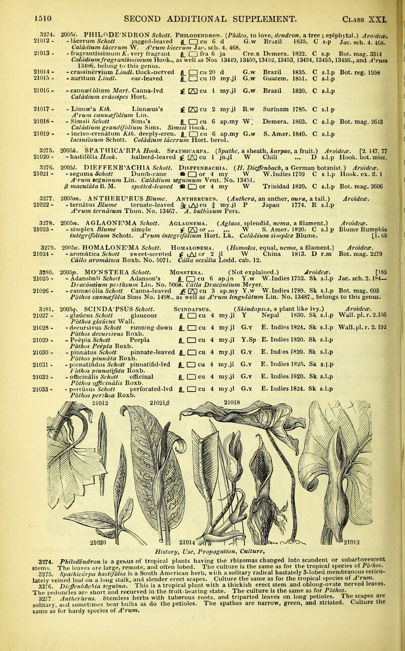 3274. 21012 - 21013 - 210U - 21015 - 21016- 21017 - 21018- 21019 - 3275. 21020 - 327G. 21021 - 3277. 21022 - 3278. 21023 - 3279. 21024 - 3280. 21025 - 21026 - 3281. 21027 - 21028 - 21029 - 21030 - 21031 - 21032 - 21033 - 2005/. PHILODE'NDRON Schott. Philodenoron. (Phileo, to love, dendron, a tree ; epiphytal.) Arotdece. - lacerum Schott jagged-leaved fl_ O cu 6 d G.w Brazil 1835. C s.p Jac. sch. 4.468. Calddium lacerum W. Ayrum lacerum Jar. sell. 4 . 468. - fragrantfssimum A', very fragrant J_ CD fra 6 ja Cre.R Demera. 1832. C s.p Bot. mag. 3314 Caladiumfragrantissimum Hook., as well as Nos 13449, 13450, 13452, 13453, 13454, 13455, 13456., and A'rum 13486. belong to this genus. - crassinervium Lindl. thick-nerved Jj_ CD cu 20 d G.w Brazil 1835. C s.l.p Bot. reg. 1958 - aurltum Lindl. ear-leaved fl_ CD cu 10 my.jl G.w Guatem. 1851. C s.l.p )£ ED cu 1 my.jl G.w Brazil 1820. C 6.1.p - cannaef dlium Mart. Canna-lvd Caladium crdssipes Hort. - Linnseva Klh. Linna;us's )£ [23 cu 2 my.jl R.w Surinam 1785. A'rum canntEfblium Lin. - Simsii Schott Sims's g_ CD cu 6 ap.my W; Demera. 1803. Caladium grandifblium Sims. Simsii Hook. - inclso-crenatum Kth. deeply-cren. (JL CD cu 6 ap.my G.w S. Amer. 1840. lacinibsum Schott. Caladium lacerum Hort. berol. C s.l.p C s.l.p Bot. mag. 2613 C s.l.p 2005*. SPATHICA'RPA Hook. Spathicarpa. {Spathe, a sheath, karpos, a fruit.) AroidecE. [2.147.77 - hastifdlia Hook. halberd-leaved £ [23 cu 1 jn.jl W Chili ... D s.l.p Hook. bot. misc. 2005/. DIEFFENB\ACHIA Schott. Dieffenbachia. (H. Dieffenbach, a German botanist.) Aroidecs. - seguina Schott Dumb-cane * □ or 4 my W W.Indies 1759 C s l.p Hook. ex. fi. 1 A'rum teguinum Lin. Calddium seguinum Vent. No. 13451. 13 maculata Ii. M. spotted-leaved flt CD or 4 my W Trinidad 1820. C s.l.p Bot. mag. 2606 2005j». ANTHERIPRUS Blume. Antherurcs. (Anthera, an anther, oura, a tail.) Aroidece. - ternatus Blume ternate-leaved 3( iAl cu f my.jl P Japan 1774. R s.l.p A'rum terndlum Thun. No. 13467. A. bulbbsum Pers. 2005n. AGLAONExMA Schott. Aglaonema. (Aglaos, splendid, nema, a filament.) Aroidecs. - simplex Blume simple £ (23 or W S. Amer. 1820. C s.l p Blume Rumpliia integrijblium Schott. A'rum integrifblium Hort. Lk. Calddium simplex Blume. [1.65 2005o. HOMALONE^MA Schott. Homalonema. (Homalos, equal, nema, a filament.) Arotdece. - aromatica Schott sweet-scented £ iAJ or 2 jl W China 1813. D r.m Bot. mag. 2279 Calla aromatica Roxb. No. 5071. Calla occulta Lodd. cab. 12. 2005p. MO'NSTERA Schott. Monstera. (Not explained.) Aroidea. [185 - Adansbnii Schott Adanson's g_ CD cu 6 ap.jn Y.w W.Indies 1752. Sk s.l.p Jac. sch. 2.1P4— Dracontium pei litsum Lin. No. 5068. Calla Dracontium Meyer. - cannael dlia Schott Canna-leaved j« E3 cu 3 ap.my Y.w W.Indies 1789. Sk s.l.p Bot. mag. 603 Pbthos cann&Jblia Sims No. 1498., as well as A'rum lingulalum Lin. No. 13487., belongs to this genus. 2005?. SCINDA'PSUS Schott. Scindapsus. - glaticus Scholt glaucous fl_ CD cu 4 Pbthos gla&cus Wall. - decurslvus Schott running down £_ CD cu 4 Pbthos decursivus Roxb. - Peepla Schott Peepla j I I cu 4 Pbthos Peepla Roxb. - pinnatus Schott pinnate-leaved J_ CD cu 4 Pbthos pinndta Roxb. - pinnatiSdus Schott pinuati&l-lvd 4. CD cu 4 Pbthos pinnatifida Roxb. - officinalis Schott officinal £_ CD cu 4 Pbthos officinalis Roxb. - pertusus Schott perforated-lvd fl_ CD cu 4 Pbthos perlitsa Roxb. 21012 21021/3 (Skindapscs, a plant like ivy.) Aroidea?. my.jl Y Nepal 1830. Sk s.l.p Wall. pi. r. 2.156 my jl my.jl my.jl my.jl my.jl my.jl 21018 G.Y E. Indies 1824. Sk s.l.p Wall. pi. r. 2.192 Y.Sp E. Indies 1820. Sk s.l.p G.Y E. Indies 1820. Sk s.l.p G.Y E. Indies 1825. Sk s.l.p G.Y E. Indies 1820. Sk s.l.p G.Y E. Indies 1824. Sk s.l.p 21020 21013 History, Use, Propagation, Culture, 3274. Philodendron is a gehus of tropical plants having the rhizomas changed into scandent or subarborescent stems. The leaves are large, remote, and often lobed. The culture is the same as for the tropical species of Polhos. 3275. Spathicarpa hastifdlia is a South American herb, with a solitary radical hastately 3-lobed membranous reticu- latelv veined leaf ou a long stalk, and slender erect scapes. Culture the same as for the tropical species of A'rum. 3276. Dicjfenb&chia seguina. This is a tropical plant with a thickish erect stem and oblong-ovate nerved leaves. The peduncles an- short and recurved in the fruit-bearing state. The culture is the same as for Pbthos. 3277 Antherurus. Stemless herbs with tuberous roots, and triparted leaves on long petioles. The scapes are solitary, and sometimes bear bulbs as do the petioles. The spathes are narrow, green, and striated. Culture the same as for hardy species of A'rum.
