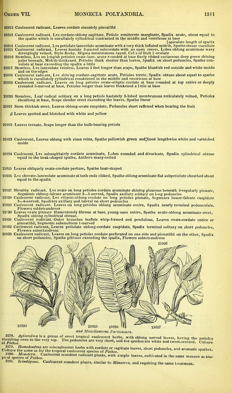 21012 Caulescent radicant, Leaves cordate sinuately pinnatifid 21013 Caulescent radicant, Lvs cordate-oblong sagittate, Petiole semiterete marginate, Spadix acute, about equal to the spathe which is cucullately cylindrical contracted in the middle and ventricose at base [apiculate length of spadix ! 21014 Caulescent radicant, Lvs petiolate lanceolate acuminate with a very thick inflated midrib, Spathe obtuse cucullate I 21015 Caulescent radicant, Leaves hastate 3-parted subcordate with an open recess, Lobes oblong acuminate wavy divergingly veined, Style fleshy, Stigma membranous rayed, Cel s of fruit 1-ovulate I 21016 Stemless, Lvs on longish petioles ovate-lanc. acute rounded at base finely ribbed coriaceous deep green shining paler beneath, Midrib thickened, Petioles thick shorter than leaves, Spadix on short peduncles, Spathe con- volute at base exceeding the spadix a little i 21017 Stemless, Lvs lanceolate veinless, Leaves 2 feet longer than scape, Spathe bluntish red outside and white inside and on the edges 1 21018 Caulescent radicant, Lvs shin!ng cordate-sagittate acute, Petioles terete, Spadix obtuse about equal to spathe which is cucullately cylindrical constricted in the middle and ventricose at base |! 21019 Caulescent radicant, Leaves on long petioles ovate-elliptic cordate at base rounded at top entire or deeply crenated 5-nerved at base, Petioles longer than leaves thickened a little at base 21020 Stemless, Leaf radical solitary on a long petiole hastately 3-lobed membranous reticulately veined, Petioles sheathing at base, Scape slender erect exceeding the leaves, Spathe linear 21021 Stem thickish erect, Leaves oblong-ovate cuspidate, Peduncles short reflexed when bearing the fruit /3 Leaves spotted and blotched with white and yellow 21022 Leaves ternate, Scape longer than the bulb-bearing petiole 21023 Caulescent, Leaves oblong with risen veins, Spathe yellowish green and^lined lengthwise white and varnished inside 21024 Caulescent, Lvs subsagittately cordate acuminate, Lobes rounded and divaricate, Spadix cylindrical obtuse equal to the beak-shaped spathe, Anthers many-celled 21025 Leaves obliquely ovate-cordate pertuse, Spathe boat-shaped 2102G Lvs obovate-lanceolate acuminate at both ends ribbed, Spathe oblong acuminate flat subpetiolate sheathed about equal to the spadix 21027 Shrubby radicant, Lvs ovate on long petioles cordate acuminate shining glaucous beneath irregularly pinnate, Segments oblong-falcate acuminate 3—5-nerved, Spadix axillary solitary on long peduncles 21028 Caulescent radicant, Lvs elliptic-oblong cordate on long petioles pinnate, Segments linear-falcate cuspidate 3—4-nerved, Spadixes axillary and lateral on short peduncles 21029 Caulescent radicant. Leaves on long petioles oblong acuminate entire, Spadix nearly terminal pedunculate, Flowers subtetrandrous 21l'30 Leaves ovate pinnate filamentosely fibrous at base, young ones entire, Spathe ovate-oblong acuminate erect, Spadix oblong cylindrical obtuse. 21031 Caulescent radicant, Outer branches leaflets whip-formed and pendulous, Leaves ovate-cordate entire or pinnatifid, Segments subensiform 1-nerved 21032 Caulescent radicant. Leaves petiolate oblong-cordate cuspidate, Spadix terminal solitary on short peduncles, Flowers suboctandrous 21033 Caulescent radicant, Leaves on long petioles cordate perforated on one side and pinnatifid on the other, Spadix on short peduncles, Spathe gibbous exceeding the spadix, Flowers subtetrandrous 21026 21024 *W |B V 21025 21028 and Miscellaneous Particulars. LSSt AS'a0fm is a 8enus of erect tropical caulescent herbs, with oblong nerved leaves, having the netiole* |f Phhof. eVe° Very t0P' ThB peduncles are ™y sh°> a»d «>« bathes are white and sweet-scented Culture bSe t^^or^^lt^Z^^^S8^ leaVeS' Sh°n PedUndeS' 3nd ar°matic SPath«- picf?spec^roSS'AosCaUleSCent Scandent radicant Dlants. with s™P'e leaves, cultivated in the same manner as tro- 3281. Scindapsus. Caulescent scandent plants, similar to Monstera, and requiring the same treatment.