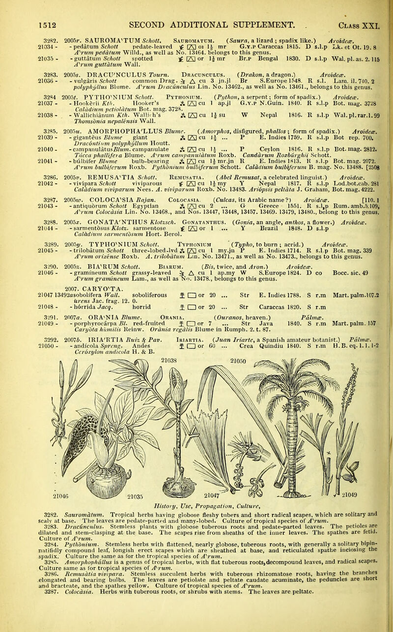 3282. 21034 - 21035 ■ 3283. 21036 - 3284 21037 - 2005r. SAUROMA'TUM Schott. Sauromatum. (Saura, a lizard ; spadix like.) Aroidece. - pedatum Schott pedate-leaved £ (23 oi 1J ror G.y.p Caraccas 1815. D s.l.p Lk. et Ot. 19. 8 Axrum pedd/um Willd., as well as No. 13464. belongs to this genus. -guttatum Schott spotted £ EX1 or \\mr Br.p Bengal 1830. D s.l.p Wal. pi.as. 2.115 A^rum guttatum Wall. 2005s. DRACU'NCULUS Tourn. Dracunculcs. (Dralcon, a dragon.) Aroidece. - vulgaris Schott common Drag. 3( A cu 3 jn.jl Br S.Europe 1548. R s.l. Lam. il. 740. 2 polyphyllus Blume. Asrum Di acunculus Lin. No. 13462., as well as No. 13461., belongs to this genus. 2005*. PYTHCVN1UM Schott. 21038 - 3285. 21039 - 21040 - 21041 - 3286. 21042 - 3287. 21043 - 3288. 21044 - 3289. 21045 - 3290. 21046 - R s.l.p Bot. tuag. 3728 1816. R s.l.p Wal. pi.rar. 1.99 Pythonium. (Pi/thon, a serpent; form of spadix.) Aroidece. - Hookgrii Kth. Hooker's A tZ3 cu 1 ap.jl G.Y.P N.Guin. 1840  Calddinm petiolatum Bot. mag. 3728. - Wallichianum Kth. Walliih's A E3 cu 1| su W Nepal Thomsbnia nepalensis Wall. 2005m. AMORPHOPHA'LLUS fflrac (Amorphos, disfigured, phallos ; form of spadix.) Aroidece. - giganteus Blume giant A E3 cu 1± ... P E. Indies 1759. R s.l.p Bot rep. 700. Draconiinm polyphyllum Houtt. -campanulatusi?/K?n. campanulate A E2 cu l£ ... P Ceylon 1816. R s.l.p Bot. mag. 2812. Tdcca phallifera Blume. A^rum canipanuldtum Roxb. Canddrum Roxburghii Schott. -bulbifer Blume bulb-bearing A EJ cu limr.jn R E. Indies 1813. K s.l.p Bot. mag. 2072. Axrum bulbiferum Roxb. Pythbnium bulbiferum Schott. Cal&dium bulbiferum B. mag. No. 13488. [2508 2005tf. REMUSAVTIA Schott. Remusatia. (Abel Remusat, a celebrated linguist.) Aroidece. - vivipara Schott viviparous f E] cu 1| my Y Nepal 1817. R s.l.p Lod.bot.cab. 281 Caladium viviparum Nees. A. viviparum Roxb. No. 13483. Ariopsis peltdta 3. Graham, Bot. mag. 4222. 2005w. COLOCA'SIA Rajan. Colocasia. (Culcas, its Arabic name?) Aroidece. [110.1 - antiqu&rum Schott Egyptian A C3 cu 2 ... G Greece 1551. R s.l,p Rum. amb.5.109, A\um Colocasia Lin. No. 13468., and Nos. 13447, 13448, 13457. 13469. 13479, 13480., belong to this genus. 2005i. GONATA'NTHUS Klolzsch. Gonatanthus. (Gonia, an angle, anthos, a flower.) Aroidece. - sarmentbsus Klotx. sarmentose £ [Z3 or i ... Y Brazil 1848. D s.l.p Caladhim sarmentbsum Hort. Berol. 2005y. TYPHOvNlUM Schott. Typhonium (Typho, to burn ; acrid.) Aroidece. - trilobatum Schott three-lobed-lvd A (23 cu 1 my.jn P E. Indies 1714. R s.l.p Bot. mag. 339 A^rum orixense Roxb. A. trilobatum Lin. No. 13471., as well as No. 13473., belongs to this genus. 2005*. BIA^RUM Schott. BlARUM. (Bis, twice, and Aron.) Aroidece. - gramineum Schott grassy-leaved J£ A eu 1 ap.my W S.Europe 1824. D Co A^rum gramineum Lam., as well as Ni>. 13478., belongs to this genus. Bocc. sic. 49 2007. CARYCTTA. 21047 13492asobolffera Wall. soboliferous f I i or iirens Jac. frag. 12. 0. 21048 - - h6rrida Jacq. horrid ± □ or Str Str E. Indies 1788. Caraccas 1820. S r.m S r.m 3291. 21049 - 3292. 21050 - 2007a. ORA'NIA Blume. Orania. - porphyrocarpa Bl. red-fruited J O or (Ouranos, heaven.) 7 ... Str Java Carybta hiimilis Reinw. Orania regdlis Blume in Rumph. 2. t. 87. Pdlmce. 1840. S r.m Mart. palm.107.2 Mart. palm. 157 20076. IRIA'HTIA Ruiz & Pav. Iriartia. - andi'cola Spreng. Andes f ( 1 or Ceroxylou and/cola H. & B. (Juan Iriarte, a Spanish amateur botanist.) Pdlmce. GO ... Crea Quindiu 1840. S r.m H.B. eq. 1.1.1-2 21046 History, Use, Propagation, Culture, 3282. Sauromdtum. Tropical herbs having globose fleshy tubers and short radical scapes, which are solitary and scaly at base. The leaves are pedate-parted and many-lobeil. Culture of tropical species of Asrum. 3283. Drac&nculus. Steroless plants with globose tuberous roots and pedate-parted leaves. The petioles are dilated and stem-clasping at the base. The scapes rise from sheaths of the inner leaves. The spathes are fetid. Culture of AKrum. 32x4. Pythbnium. Stemless herbs with flattened, nearly globose, tuberous roots, with generally a solitary bipin- natifidly compound leaf, longish erect scapes which are sheathed at base, and reticulated spathe inclosing the spadix. Culture the same as for the tropical species of A^rum. 32S5. Amorphophallus is a genus of tropical herbs, with flat tuberous roots,decompound leaves, and radical scapes. Culture same as for tropical species of A-rum. 3286. Remusatia vivipara. Stemless succulent herbs with tuberous rhizomatose roots, having the branches elongated and bearing bulbs. The leaves are petiolate and peltate caudate acuminate, the peduncles are short and braeteate, and the spathes yellow. Culture of tropical species of AKrum. 3287. Colocasia. Herbs with tuberous roots, or shrubs with stems. The leaves are peltate.