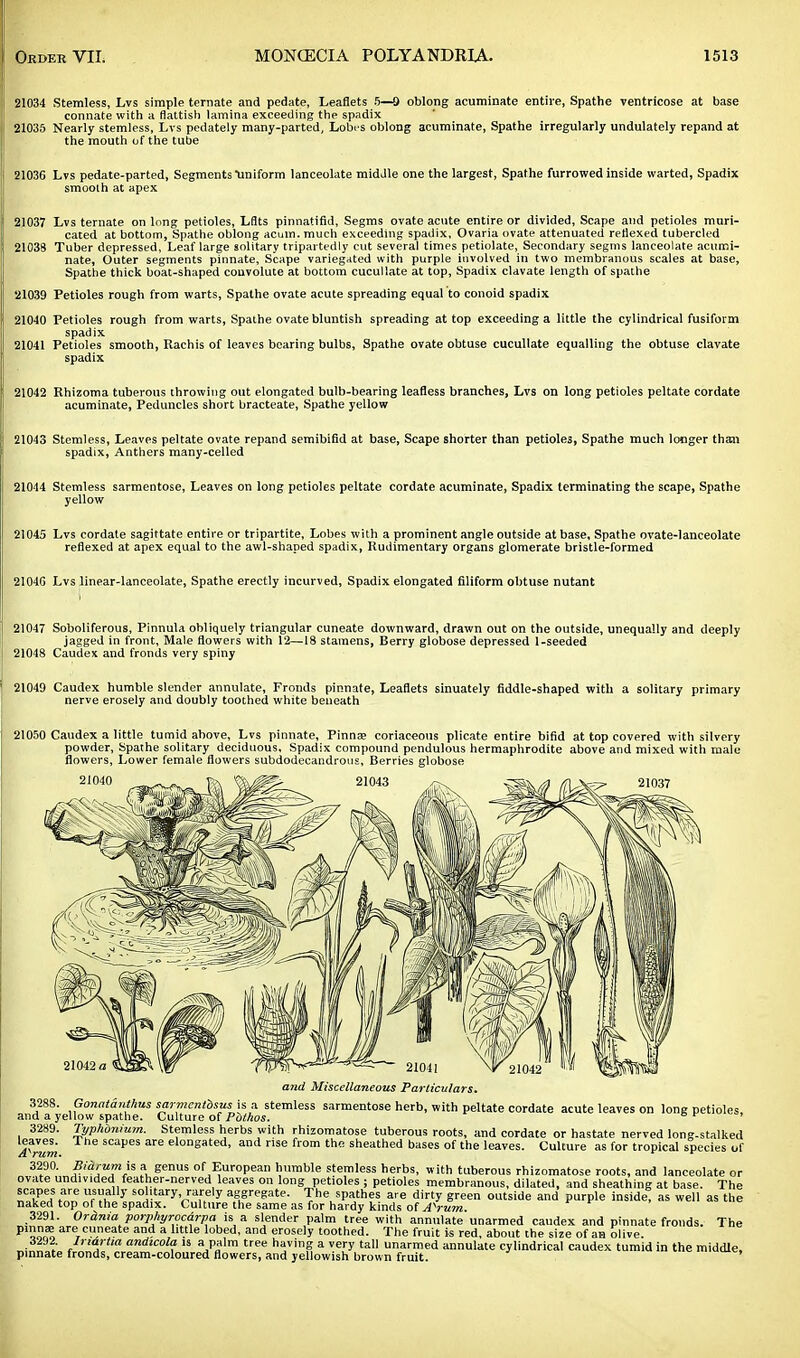 21034 Stemless, Lvs simple ternate and pedate, Leaflets 5—0 oblong acuminate entire, Spathe ventricose at base connate with a flattish lamina exceeding the spadix 21035 Nearly stemless, Lvs pedately many-parted, Lobes oblong acuminate, Spathe irregularly undulately repand at the mouth of the tube 21036 Lvs pedate-parted, Segments ■uniform lanceolate middle one the largest, Spathe furrowed inside warted, Spadix smooth at apex 21037 Lvs ternate on long petioles, Lflts pinnatifid, Segms ovate acute entire or divided, Scape and petioles muri- cated at bottom, Spathe oblong acuin. much exceeding spadix, Ovaria ovate attenuated reflexed tubercled 21038 Tuber depressed, Leaf large solitary tripartedly cut several times petiolate, Secondary segms lanceolate acumi- nate, Outer segments pinnate, Scape variegated with purple involved in two membranous scales at base, Spathe thick boat-shaped convolute at bottom cucullate at top, Spadix clavate length of spathe 21039 Petioles rough from warts, Spathe ovate acute spreading equal to conoid spadix 21040 Petioles rough from warts, Spathe ovate bluntish spreading at top exceeding a little the cylindrical fusiform spadix 21041 Petioles smooth, Rachis of leaves bearing bulbs, Spathe ovate obtuse cucullate equalling the obtuse clavate spadix 21042 Rhizoma tuberous throwing out elongated bulb-bearing leafless branches, Lvs on long petioles peltate cordate acuminate, Peduncles short bracteate, Spathe yellow 21043 Stemless, Leaves peltate ovate repand semibifid at base, Scape shorter than petioles, Spathe much longer than spadix, Anthers many-celled 21044 Stemless sarmentose, Leaves on long petioles peltate cordate acuminate, Spadix terminating the scape, Spathe yellow 21045 Lvs cordate sagittate entire or tripartite. Lobes with a prominent angle outside at base, Spathe ovate-lanceolate reflexed at apex equal to the awl-shaped spadix, Rudimentary organs glomerate bristle-formed 21040 Lvs linear-lanceolate, Spathe erectly incurved, Spadix elongated filiform obtuse nutant 21047 Soboliferous, Pinnula obliquely triangular cuneate downward, drawn out on the outside, unequally and deeply jagged in front, Male flowers with 12—18 stamens, Berry globose depressed 1-seeded 21048 Caudex and fronds very spiny 21049 Caudex humble slender annulate, Fronds pinnate, Leaflets sinuately fiddle-shaped with a solitary primary nerve erosely and doubly toothed white beneath 21050 Caudex a little tumid above, Lvs pinnate, Pinna? coriaceous plicate entire bifid at top covered with silvery powder, Spathe solitary deciduous, Spadix compound pendulous hermaphrodite above and mixed with male flowers, Lower female flowers subdodecandrous. Berries globose 21037 21042 a and Miscellaneous Particulars. 3288. Gonatanthas sarmentbsus is a stemless sarmentose herb, with peltate cordate acute leaves on long petioles, and a yellow spathe. Culture of Pbthos. 3289. Typhbnium. Stemless herbs with rhizomatose tuberous roots, and cordate or hastate nerved long-stalked E The scapes are elongated. aDd nse from the sheathed bases of the leaves. Culture as for tropical species or 3290. Bmrum is a genus of European humble stemless herbs, with tuberous rhizomatose roots, and lanceolate or ovate undivided feather-nerved leaves on long petioles ; petioles membranous, dilated, and sheathing at base. The scapes are usually solitary rarely aggregate. The spathes are dirty green outside and purple inside as well as the naked top of the spadix. Culture the same as for hardy kinds of A\um 3291. Orania porphyrocdrpa isa slender palm tree with annulateunarmed caudex and pinnate fronds. The P ™™ are cuneate and a little lobed, and erosely toothed. The fruit is red, about the size of an olive. ™ I C /drtia andxcola is a palm tree having a very tall unarmed annulate cylindrical caudex tumid in the middle, pinnate fronds, cream-coloured flowers, and yellowish brown fruit.