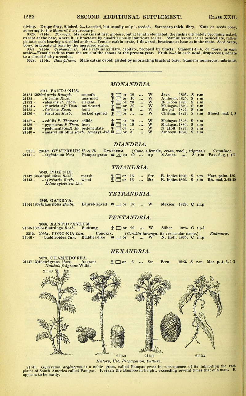 niving. Drupe fibry, 2-lobed, 2—4-seeded, but usually only 1-seeded. Sarcocarp thick, flbry. Nuts or seeds bony, adhering to the fibres of the sarcocarp. 3326. 2114a. Torreya. Male catkins at first globose, but at length elongated, the rachis ultimately becoming naked, except at the base, where it is bracteate by quadrifariously imbricate scales. Staminiferous scales pedicellate, rather peltate, each bearing a 4-celled anther Female catkin ovate, 1-flowered, bracteate at base as in the male. Seed ovate, bony, bracteate at base by the increased scales. 3327. 21146. Cephalotdxis. Male catkins axillary, capitate, propped by bracts. Stamens 4—6, or more, in each scale—Female catkins from the axils of the shoots of the present year. Fruit 2—3 in each head, drupaceous, adnate to a closed fleshy urceolus. 3328. 2114c. Dacrydium. Male catkin ovoid, girded by imbricating bracts at base. Stamens numerous, imbricate, 2041 21131 13689a 1; 21132 - 21133 - 21134 - 21135 - 21136 - 21137 - 21138 - 21139 - 21140- PAND.VNUS. vis Rumph. - inermis Roxb. - elegans P. Thou. - muricatusP. Thou. - fce'tidus Roxb. - furcatus Roxb. smooth unarmed elegant muricated fetid forked-spined -edulis P. Thouars edible - pygmsevus P.Thou, least - pedunculatusii. Br. pedunculate - amaryllidifdlius Roxb. Amaryl.-lvd St □ or MONANDRIA. IDor 1 a or i Dor I Dor * D or t Dor ? Dor • Dor 1 Dor 10 . . w Java 1823. S r.m 10 . . w Amboyn. 1825. S r.m 20 . .. w Bourbon 1826. s r.m 30 . .. w Madagas. 1826. s r.m 6 .. w Bengal 1822. s r.m .. w Chittag. 1823. s r.m 12 . . w Madagas. 1825. s r.m 10 . . w Madagas. 1830. s r.m . w N. Holl. 1825. s r.m i' '. . w Amboyn. 1825. s r.m Rheed mal. 2,8 DIANDR1A. 3311. 2044/1. GYNF/REUM H. et B. Gynereum. (Gyne, a female, erion, wool; stigmas.) Graminea. 21141- - argenteum Nees Pampas grass * _AJ cu 40 ... Ap S.Amer. ... S r.m Pax. fl. g. 1. Ill 2049. PH(EVNIX. 21142 13834apalud6sa Roxb. marsh 21143 - - sylvestris Roxb. wood E'late sylvestris Lin. TRIANDRIA. i D or 16 IDor 16 |Str E. Indies 1820. S r.m Mart. palm. 136 IStr E. Indies 1820. S T.m Rh. mal. 3.22-25 2846. GA'RRYA. 21144 18087alaurif61ia Benth. TETRANDRIA. Laurel-leaved 4t I or 15 W Mexico 1829. C s.l.p PENTANDRIA. 2066. XANTHO'XYLUM. 21145 13895aBudrt3nga Roxb. Budrung {□or 20 Silhet 1825. C s.p.l 3312. 2066a. CORO'KIA Cun. Corokia. 21146- - buddleoides Cun. Buddlea-hke *s (Corokia-laranga, its vernacular name.) Dr 4 ... W N. Holl. 1835. C s.l.p Rhamncce. 2078. CHAMffiDOvREA. 21147 13916afrSgrans Mart. fragrant Hutiexiafragrans Willd. 21149 HEXANDRIA. £ O or 6 ... Str Peru 1823. S r.m Mar. p. 4.3.1-2 21153 21150 21151 History, Use, Propagation, Culture, 21141. Gynereum argenteum is a noble grass, called Pampas grass in consequence of its inhabiting the vast plams of South America called Pampas. It rivals the Bamboo in height, exceeding several times that of a man. It appears to be hardy.