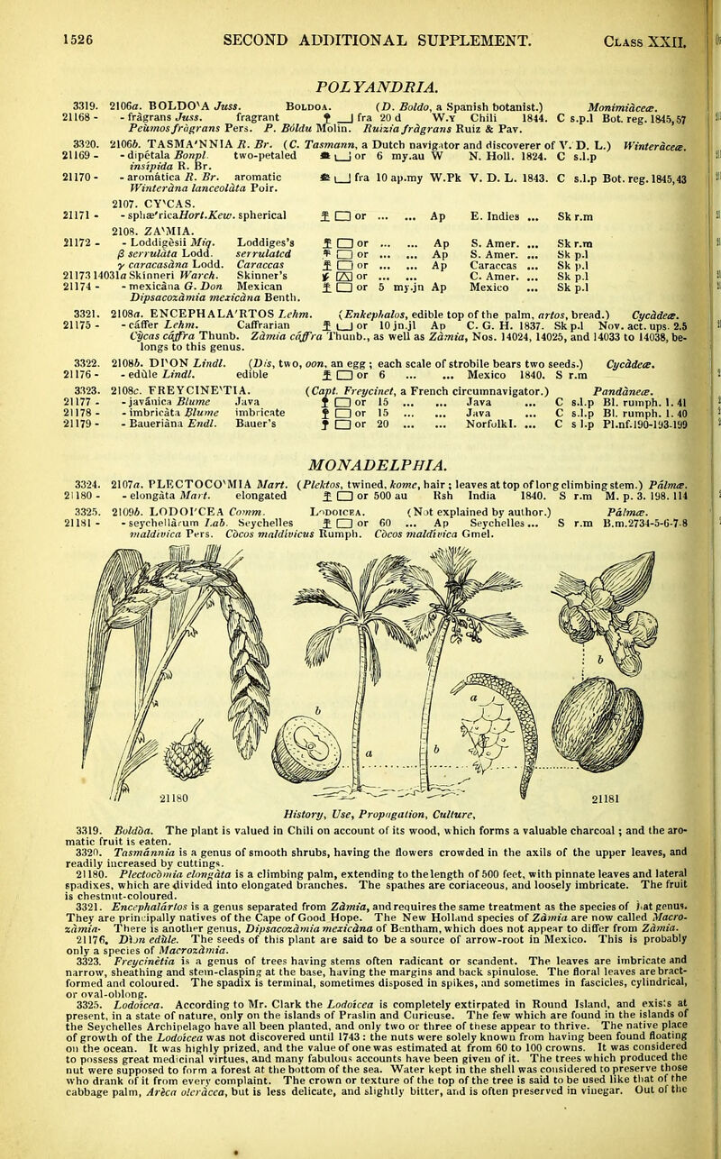 POLYANDRIA. 3319. 2106a. BOLDOvA Juss. Boldoa. (D. Soldo, a Spanish botanist.) Monimidcea. 21168- - fragrans Juss. fragrant f _J fra 20 d W.y Chili 1844. C s.p.l Bot. reg. 1845,57 Peiirnosfragrans Pers. P. Bdldu Molin. Ruixia Jrdgrans Ruiz & Pav. 3320. 21066. TASMA'NNIA R. Br. (C. Tasmann. a Dutch navigator and discoverer of V.D. L.) Wiziter&cete 21169- - dipetala Bonpl. two-petaled « |_J or 6 my.au W N. Holl. 1824. C s.l.p insipida R. Br. 21170- - aromatica R. Br. aromatic it \ | fra 10 ap.my W.Pk V. D. L. 1843. C s.l.p Bot. reg. 1845,43 Winterdna lanceoluta Poir. 2107. CY'CAS. 21171 - - spli£e'rica//or/.ATew. spherical 2108. ZA^MIA. 21172- - Loddigesii Miq. {3 serruldta Lodd. •y caracasdna Lodd. 21173 14031a Skinneri Warch 21174 ■ 3321. 21175 - 3322. 21176- 3323. 21177 - 21178 - 21179- Loddiges's serrulated Caraccas Skinner's Mexican - mexicana G. Don Dipsacoxdmia mexicdna Benth. 2108a. ENCEPH ALA'RTOS Lehm. - caffer Lekm. Caffrarian £L~Tor Ap E. Indies ... Sk r.m .£ CZIor Ap S. Amer. ... Sk r.m * O or Ap S. Amer. ... Sk p.l £ a or Ap Caraccas ... Sk p.l t fAlor C. Amer. ... Sk p.l iCDor 5 my.jn Ap Mexico Sk p.l Enkephalos, edible top of the palm, artos, bread.) Cycddecs. |or lOjn.jl Ap C. G. H. 1837. Sk p.l Nov. act. ups. 2.5 Cycas caffra Thunb. Zdmia caffra Thunb., as well as Zdmia, Nos. 14024, 14025, and 14033 to 14038, be- longs to this genus. 21086. DPON Lindl. - edule Lindl. edible 2108c. FREYCINE^TIA. -javanica Blume Java - imbricata Blume imbricate - Baueriana Endl. Bauer's (Dis, two, oon, an egg ; each scale of strobile bears two seeds.) Cycddea. £ O or 6 Mexico 1840. S r.m Panddnets. s.l.p Bl. rumph. 1. 41 s.l.p Bl. rumph. 1. 40 s l.p Pl.nf.190-193.199 (Capt. Freycinet, a French circumnavigator.) I □ or 15 Java ... C f CD or 15 Java ... C t D or 20 Norfolkl. ... C MONADELPHIA. 3324. 2107a. PLECTOCOvMIA Mart. (Plektos, twined, home, hair; leaves at top of long climbing stem.) Palnue. 21180- - elongata Mai t. elongated £ CD or 500 au Rsh India 1840. S r.m M. p. 3. 198.114 3325 . 21096. LODOTCEA Comm. Lidoicea. (Not explained by author.) Palnue. 2USI- -seychellarum 7,a6. Seychelles £ CD or 60 ... Ap Seychelles... S r.m B.m.2734-5-6-7-8 mald'tvica Pers. Cocas maldivicus Rumph. Cbcos maldivica Gmel. History, Use, Propagation, Culture, 3319. Boldoa. The plant is valued in Chili on account of its wood, which forms a valuable charcoal; and the aro- matic fruit is eaten. 3320. Tasmannia is a genus of smooth shrubs, having the flowers crowded in the axils of the upper leaves, and readily increased by cuttings. 21180. Plectocdmia elongata is a climbing palm, extending to the length of 500 feet, with pinnate leaves and lateral spadixes, which are divided into elongated branches. The spathes are coriaceous, and loosely imbricate. The fruit is chestnut-coloured. 3321. Encephaldrtos is a genus separated from Zdmia, and requires the same treatment as the species of \ &t genus. They are principally natives of the Cape of Good Hope. The New Holland species of Zdmia are now called Macro- xdmia- There is another genus, Dipsacoxdmia mexicdna of Bentham, which does not appear to differ from Zdmia. 21176. D\jn ed&le. The seeds of this plant are said to be a source of arrow-root in Mexico. This is probably only a species of Macroxdmia. 3323. Freycinetia is a genus of trees having stems often radicant or scandent. The leaves are imbricate and narrow, sheathing and stem-clasping at the base, having the margins and back spinulose. The floral leaves are bract- formed and coloured. The spadix is terminal, sometimes disposed in spikes, and sometimes in fascicles, cylindrical, or oval-oblong. 3325. Lodoicea. According to Mr. Clark the Lodoicea is completely extirpated in Round Island, and exis'.s at present, in a state of nature, only on the islands of Praslin and Curieuse. The few which are found in the islands of the Seychelles Archipelago have all been planted, and only two or three of these appear to thrive. The native place of growth of the Lodoicea was not discovered until 1743 : the nuts were solely known from having been found floating on the ocean. It was highly prized, and the value of one was estimated at from 60 to 100 crowns. It was considered to possess great medicinal virtues, and many fabulous accounts have been given of it. The trees which produced the nut were supposed to form a forest at the bottom of the sea. Water kept in the shell was considered to preserve those who drank of it from everv complaint. The crown or texture of the top of the tree is said to be used like that of the cabbage palm, Arica olerdeca, but is less delicate, and slightly bitter, and is often preserved in vinegar. Out of the