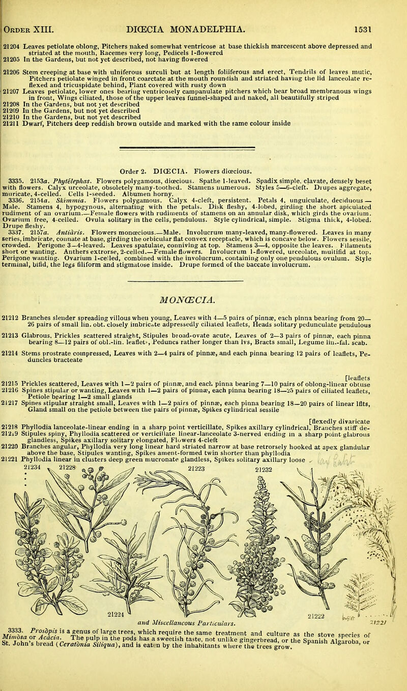 21204 Leaves petiolate oblong, Pitchers naked somewhat ventricose at base thickish marcescent above depressed and striated at the mouth, Kacemes very long, Pedicels l-Bowered 21205 In the Gardens, but not yet described, not having flowered 21206 Stem creeping at base with ulniferous surculi but at length foliiferous and erect, Tendrils of leaves mutic, Pitchers petiolate winged in front coarctate at the mouth roundish and striated having the lid lanceolate re- flexed and tricuspidate behind, Plant covered with rusty down 21207 Leaves petiolate, lower ones bearing ventricosely campanulate pitchers which bear broad membranous wings in front, Wings ciliated, those of the upper leaves funnel-shaped and naked, all beautifully striped 21208 In the Gardens, but not yet described 21209 Iu the Gardens, but not yet described 121210 In the Gardens, but not yet described 21211 Dwarf, Pitchers deep reddish brown outside and marked with the same colour inside Order 2. DICECIA. Flowers dioecious. 3335. 2153a. Pkytelephas. Flowers polygamous, dioecious. Spathe 1-leaved. Spadix simple, clavate, densely beset with flowers. Calyx urceolate, obsoletely many-toothed. Stamens numerous. Styles 5—6-cleft. Drupes aggregate, muricate, 4-celIed. Cells 1-seeded. Albumen horny. 3336. 2154a. Skimmia. Flowers polygamous. Calyx 4-cleft, persistent. Petals 4, unguiculate, deciduous — Male. Stamens 4, hypogynous, alternating with the petals. Disk fleshy, 4-lobed, girding the short apiculated rudiment of an ovarium Female flowers with rudiments of stamens on an annular disk, which girds the ovarium. Ovarium free, 4-celled. Ovula solitary in the cells, pendulous. Style cylindrical, simple. Stigma thick, 4-lobed. Drupe fleshy. 3337. 2157a. Antiaris. Flowers monoecious Male. Involucrum many-leaved, many-flowered. Leaves in many series, imbricate, connate at base, girding the orbicular flat convex receptacle, which is concave below. Flowers sessile, crowded. Perigone 3—4-leaved. Leaves spatulaie, conniving at top. Stamens 3—4, opposite the leaves. Filaments short or wanting. Anthers extrorse, 2-celled.—Female flowers. Involucrum 1-flowered, urceolate, multifid at top. Perigone wanting. Ovarium 1-celled, combined with the involucrum, containing only one pendulous ovulum. Style terminal, bifid, the legs filiform and stigmatose inside. Drupe formed of the baccate involucrum. MONCECIA. 21212 Branches slender spreading villous when young, Leaves with 4—5 pairs of pinnae, each pinna bearing from 20— 26 pairs of small lin. obt. closely imbricate adpressedly ciliated leaflets, Heads solitary pedunculate pendulous 21213 Glabrous. Prickles scattered straight, Stipules broad-ovate acute, Leaves of 2—3 pairs of pinnae, each pinna bearing 8—12 pairs of obl.-lin. leaflet', Peduncs rather longer than lvs, Bracts small, Legume lin.-fal. scab. 21214 Stems prostrate compressed, Leaves with 2—4 pairs of pinnae, and each pinna bearing 12 pairs of leaflets, Pe- duncles bracteate [leaflets 21215 Prickles scattered, Leaves with 1—2 pairs of pinnae, and each pinna bearing 7—10 pairs of oblong-linear obtuse 21216 Spines stipular or wanting, Leaves with 1—2 pairs of pinna;, each pinna bearing 18—29 pairs of ciliated leaflets, Petiole bearing 1—2 small glands 21217 Spines stipular straight small, Leaves with 1—2 pairs of pinnae, each pinna bearing 18—20 pairs of linear lilts, Gland small on the petiole between the pairs of pinnae, Spikes cylindrical sessile [flexedly divaricate 21218 Phyllodia lanceolate-linear ending in a sharp point verticillate, Spikes axillary cylindrical, Branches stiff de- 21219 Stipules spiny, Phyllodia scattered or verticillate linear-lanceolate 3-nerved ending in a sharp point glabrous glandless, Spikes axillary solitary elongated, Flowers 4-cleft 21220 Branches angular, Phyllodia very long linear hard striated narrow at base retrorsely hooked at apex glandular above the base, Stipules wanting, Spikes ament-formed twin shorter than phyllodia 21221 Phyllodia linear in clusters deep green mucronate glandless, Spikes solitary axillary loose 21234 and Miscellaneous ParUcula) 3333. Prosbpis is a genus of large trees, which require the same treatment and culture as the stove snecies of Mtmdsa or Acacia The pulp in the pods has a sweetish taste, not unlike gingerbread, or the SptnisrAl^rob-, or St. John's bread (Ceratbnia Siliqua), and is eat.n by the inhabitants where the trees grow &pamsh A1SJr0Da> °r