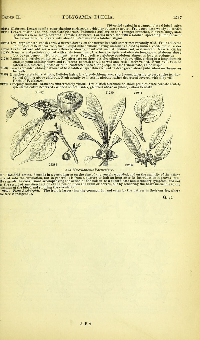 [10-celled seated in a campanulate G-lobed calyx 21281 Glabrous, Leaves sessile stem-clasping coriaceous orbicular obtuse or acute, Fruit turbinate woody 10-seeded 21282 Leaves bifarious oblong-lanceolate glabrous, Peduncles axillary on the younger branches, Flowers silky, Male peduncles 3- or many-flowered, Female 1-flowered, Corolla urceolate with a 5-lobed spreading limb those of the hermaphrodite flowers with about 16 stamens and a 5-lobed stigma 21283 Lvs large smooth rndsh cord. 3-nerved downy on the nerves beneath sometimes repandly ttlid, Fruit collected in bundles of 8-12 near root, turnip-shpd ribbed villous having umbilicus closed by numer. cord, imbric. scales 21284 Lvs broad cord. obt. ser.-crenate 3-nerved downy, Fruit axil, and lat. pedunc. sol. oval smooth. Near F. Cdrica 'E12S5 Branches and petioles clothed with rusty tomentum, Lvs broad-elliptic and obovate long-acum. glabrous above but downy beneath with prominent nerves, Fruit soli ary globose pendulous almost as long as peduncles 2128G Brnchs and petioles rather scaly, Lvs alternate on short petioles elliptic or obov.-ellip. ending in a long bluntish oblique point shining above and rufescent beneath ent. 3-nerved and reticulately veined. Fruit axil, twin or lateral subfascicled globose or ellip- contracted'into a long stipe at base tribracteate, Stipe hispid 21287 Leaves crowded oblong narrowd at base fiddle-shaped 3-nerved entire deep green above pubendous on the nerves beneath 21288 Branches terete hairy at tops, Petioles hairy, Lvs broad-oblong lane, short acum. tapering to base entire feather- veined shining above glabrous, Fruit usually twin sessile globose rather depressed covered with silky villi. Habit of F. eldstica. 21289 Creeping radicant. Branches subretrorsely villous, Lvs distich alternate on short petioles ovate cordate acutely apiculated entire 3-nerved 4-ribbed on both sides, glabrous above or pilose, villous beneath and Miscellaneous Particulars. Dr. Horsfield states, depends in a great degree on the size of the vessels wounded, and on the quantity of the poison ^arried into the circulation, but in general it is from a quarter to half an hour after its introduction it proves fatal. He regards the convulsions accompanying the action of the poison as a subordinate and secondary symptom, and not is the result of any direct action of the poison upon the brain or nerves, but by rendering the heart insensible to the tiraulus of the blood and stopping the circulation. 2167. Ficus Roxbtirghii. The fruit is larger than the common fig, and eaten by the natives in their curries, where he tree is indigenous. G. D.