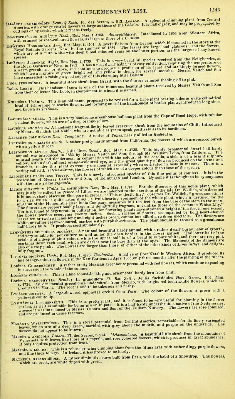 ■> t <> ir^h T?i Hps Sprres t 913. Lodsece. A splendid climbing plant from Central Hmer^^angeSef KsasCote*. It is half-hardy, and may be propagated by cuttines or bv seeds, which it ripens freely. Imantophy'llum mini atum H^:, Bot. Mag. t. 4783. ArnarylUddee. Introduced in ,854 from Western Afnca, with crimson or rose-coloured flowers, as large as those of a Crmum. ..„.., witncrimso , . A lovelv Balsam from Ceylon, which blossomed in the stove at the Impatiens Hookeriana Arn.. Bot. Mag. t. 4/u«. a iuv< ■> ipaVps are large and g abrous; and the flowers, «!».,?SF&B« 2^,^«^,S,S,^ aregthe largest of any Known species. ^ _ saverybeautiful spedes received from the Neilgherries, at '^HoyMe^^^ have succeeded in raising a good supply of this charming little Balsam. I'nga perruginea. A beautiful stove shrub from Brazil, with the flowers crimson shading off to pink. Ixora Lobb,,. This handsome [xora is one of the numerous beautiful plants received by Messrs. Veitch and Son from their collector Mr. Lobb, in compliment to whom it is named. -Sof^g^s^ and known as Tritbma. Lachenaua aurea. This is a very handsome greenhouse bulbous plant from the Cape of Good Hope, with tubular pendent flowers, which are of a deep orange-yellow. .„..,. j , Lepachvs coutmnaris Dee. Comptsit*. A native of Texas, nearly allied to Rudbeckia. I.eptoS-,phon ciliatus Benth. A rather pretty hardy annual from California, the flowers of which are rose-coloured, with a yellow throat. ,,v...j- - \ r> 4h r<ii» li-iipa <ttend Bot Mag. t. 4735. This highly ornamental dwarf half-hardy Leptosiphon luteus Benth ' <m^J^#JffiJS^%gfa Mr. William Lobb, from California The ^^^&PiSJ^SSl^S of which areP of a deeper colour than those of the spec.es. „ /,o„™= 7w™ This is a newlv introduced species of this fine genus of conifers. It is in the L,BOpre^ioro^MPS^srLawysonTand Son, Edinburgh and London. By some it is thought to be synonymous with the rare ThUja gigantea. 77 r „„,j;fMi„m n<m Bot Mag t.4673. For the discovery of this noble plant, which Lili cm g.'ganteum Wall - L.; are indeed to the exertions of the late Dr. Wallich, who detected may justly be calied the Prmce0°^\%™* areJ?rhis majestic lily, observes Dr. Wallich,  grows sometimes Nor is it louna to aegeiit - twpntv inches Such a raceme of flowers, accompanied by bold heart-shaped the flower portion °=CJ?PP8 P^Shes broad, cannot but afford a striking spectacle. The flowers are white ^mS&S^^^^^-^^ The plant should be treated as a greenhouse half-hardy bulb. It produces seed abundantly. r - „. „™dat« a iipw and hpautiful hardv annual, with a rather dwarf bushy habit of growth, Limnanthes sblphurw' mi^Ke oi^fionler in the flower garden. The lower half of the and yery suitable for po cuX?r wlXthe ™Jp™ ha?f is of a beautifully pure white, and there are rosy pink petals is 0'a deep sulphur colour, ™h,^e ^ th Dase than at the apex The filaments of the stamens are also of I rosjItfS? Th!! flowers are tarBer thanthose of either of the o?her kinds of Limnanthes, and delight- fully fragrant. . „ ., . rr„„j. Rnt IVTacr t 4723 Vvulariece. A native of Port Natal in Western Africa. It produced Its l«53,only three months after the planting of the tubers. Lobelia Ghiesbreghtii. A rather pretty Mexican greenhouse perennial with red flowers, which continue expanding in succession the whole of the summer. Lomaria chilensis. This is a fine robust-looking and ornamental hardy fern from Chili. , n^ih . T irrandiflfira Fl Bot Zeit.; Jehlia fuchsioides Hort. Germ., Bot. Mag. ^^'^Z^S&JZlZ^^^'^ with bright-red fuchsia-like flowers, which are produced in March. The root is said to be tuberous and fleshy. LycXste costata. A large-flowered epiphytal orchid from Peru. The colour of the flowers ,s green with a yellowish-white lip. „ , „ , ... . ., . — „„„„./„-.„ This it a nrettv nlant and it is found to be very useful for planting in the flower Lys.machia LeschenaClti, aItais a haif.hardy undershrub. a native of the Neilgherries, Ihe'nce X^^^W^.'S^^ Son, of the Fulhanf Nursery. The flowers are rose-cofoured, and are produced in dense racemes. WarscewIczii This is a stove perennial from Central America, remarkable for its finely variegated leaves, winchf are of a deep green, marbled with grey about the midrib, and purple on the underside. The flower's do not appear to be known. . t imJmi wi j», wps t Q14 MelaslomaceiE. A beautiful little shrub from the mountains of MnS«udaTXl^keFinSre of? m'yr'tle'andSL flowers, which it produces in great abundance. It only requires protection from frost. Marsdenia lOcda. This is a robust-growing climbing plant from the Himalayas, with rather dingy purple flowers, and fine thick foliage. In Ireland it has proved to be hardy. Mathieua galanthoides. A rather diminutive stove bulb from Peru, with the habit of a Snowdrop. The flowers, which are erect, are white tipped with green.