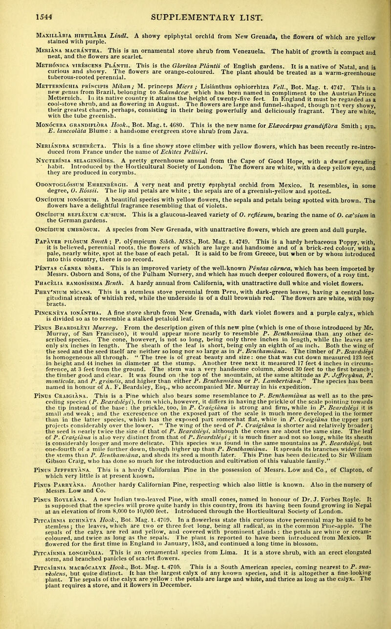 Maxularia hirtilabia Lindl. A showy epiphytal orchid from New Grenada, the flowers of which are vellow stained with purple. Meriana macrantha. This is an ornamental stove shrub from Venezuela. The habit of growth is compact and neat, and the flowers are scarlet. Meth6nica virescens Plantii. This is the Gloridsa Plantii of English gardens. It is a native of Natal, and is curious and showy. The flowers are orange-coloured. The plant should be treated as a warm-greenhouse tuberous-rooted perennial. MetternIchia principis Mi/can; M. prlnceps Miers ; Lisianthus ophiorrhiza Veil., Bot. Mag. t. 4747. This is a new genus from Brazil, belonging to Solan&cece, which has been named in compliment to the Austrian Prince Metternich. In its native country it attains the height of twenty-five feet. In England it must be regarded as a cool-stove shrub, and as flowering in August. The flowers are large and funnel-shaped, though nnt very showy, their greatest charm, perhaps, consisting in their being powerfully and deliciously fragrant. They are white, with the tube greenish. Monocera grandiflora Hook., Bot. Mag. t. 46S0. This is the new name for Elceocarpus grandiftdra Smith ; syn. E. lanceoldta Blume: a handsome evergreen stove shrub from Java. Neriandra suberecta. This is a fine showy stove climber with yellow flowers, which has been recently re-intro- duced from France under the name of Echites Pellieri. NycterInia selaginoides. A pretty greenhouse annual from the Cape of Good Hope, with a dwarf spreading ' habit. Introduced by the Horticultural Society of London. The flowers are white, with a deep yellow eye, and they are produced in corymbs. Odontogl<5ssum Ehrenbergii. A very neat and pretty epiphytal orchid from Mexico. It resembles, in some degree, 0. Rossii. The lip and petals are white ; the sepals are of a greenish-yellow and spotted. ONcfDiuM ioij6smum. A beautiful species with yellow flowers, the sepals and petals being spotted with brown. The flowers have a delightful fragrance resembling that of violets. Oncidium reflexum cesium. This is a glaucous-leaved variety of 0. reflexum, bearing the name of 0. cesium in the German gardens. Oncidium umbrosum. A species from New Grenada, with unattractive flowers, which are green and dull purple. Papaver pilosum Smith ; P. oljmpicum Sibth. MSS., Bot. Mag. t. 4749. This is a hardy herbaceous Poppy, with, it is believed, perennial roots, the flowers of which are large and handsome and of a brick-red colour, with a pale, nearly white, spot at the base of each petal. It is said to be from Greece, but when or by whom introduced into this country, there is no record. Pentas carnea r6sea. This is an improved variety of the well-known Veritas cornea, which has been imported by Messrs. Osborn and Sons, of the Fulham Nursery, and which has much deeper coloured flowers, of a rosy tint. Phacelia ramosissima Benth. A hardy annual from California, with unattractive dull white and violet flowers. Phrv'nium micans. This is a stemless stove perennial from Peru, with dark-green leaves, having a central lon- gitudinal streak of whitish red, while the underside is of a dull brownish red. The flowers are white, with rosy bracts. Pinckneya ionXntha. A fine stove shrub from New Grenada, with dark violet flowers and a purple calyx, which is divided so as to resemble a stalked petaloid leaf. Pinus Beardsleyi Murray. From the description given of this new pine (which is one of those introduced by Mr. Murray, of San Francisco), it would appear more nearly to resemble P. Benthamiana than any other de- scribed species. The cone, however, is not so long, being only three inches in length, while the leaves are only six inches in length. The sheath of the leaf is short, being only an eighth of an inch. Both the wing of the seed and the seed itself are neither so long nor so large as in P. Benthami&na. The timber of P. Beardsleyi is homogeneous all through.  The tree is of great beauty and size: one that was cut down measured 123 teet in height and 44 inches in diameter at the stump. Another tree next it measured 17 feet 4 inches in circum- ference, at 3 feet from the ground. The stem was a very handsome column, about 30 feet to the first branch ; the timber good and clear. It was found on ihe top of the mountain, at the same altitude as P. Jeffrcyana, P. moniicula, and P. grdndis, and higher than either P. Benthamiana or P. Lambertiana. The species has been named in honour of A. F. Beardsley, Esq., who accompanied Mr. Murray in his expedition. Pinus Craigiana. This is a Pine which also bears some resemblance to P. Benthamiana as well as to the pre- ceding species {P. Beardsleyi), from which, however, it differs in having the prickle of the scale pointing towards the tip instead of the base: the prickle, too, in P. Craigiana is strong and firm, while in P. Beardsleyi it is small and weak ; and the excrescence on the exposed part of the scale is much more developed in the former than in the latter species, which has the exposed part somewhat flat, while in P. Craigiana the upper part projects considerably over the lower.  The wing of the seed of P. Craigidna is shorter and relatively broader; the seed is nearly twice the size of that of P. Beardsleyi, although the cones are about the same size. The leaf of P. Craigiana is also very distinct from that of P.Beardsleyi; it is much finer and not so long, while its sheath is considerably longer and more delicate. This species was found in the same mountains as P. Beardsleyi, but one-fourth of a mile further down, though higher up than P. Benthamiana. It spreads its branches wider from the stems than P. Benthamiana, and sheds its seed a month later. This Pine has been dedicated to Sir William Gibson Craig, who has done so much for the introduction and cultivation of this valuable family.*' Pinus Jeffreyana. This is a hardy Californian Pine in the possession of Messrs. Low and Co., of Clapton, of which very little is at present known. Pinus Parryana. Another hardy Californian Pine, respecting which also little is known. Also in the nursery of Messrs. Low and Co. Pinus Royleana. A new Indian two-leaved Pine, with small cones, named in honour of Dr. J. Forbes Royle. It is supposed that the species will prove quite hardy in this country, from its having been found growing in Nepal at an elevation of from 8,000 to 10,000 feet. Introduced through the Horticultural Society of London. Pitcairnia echinata Hook., Bot. Mag. t. 4709. In a flowerless state this curious stove perennial may be said to be stemless; the leaves, which are two or three feet long, being all radical, as in the common Pine-apple. The sepals of the calyx are red and yellow, and covered with prominent glands : the petals are white or cream- coloured, and twice as long as the sepals. The plant is reported to have been introduced from Mexico. It flowered for the first time in England in January, 1853, and continued a long time in blossom. Pitcairnia longifolia. This is an ornamental species from Lima. It is a stove shrub, with an erect elongated stem, and branched panicles of scarlet flowers. PitcaIrnia macr<5calyx Hook., Bot. Mag. t. 4705. This is a South American species, coming nearest to P. sua- violens, but quite distinct. It has the largest calyx of any known species, and it is altogether a fine looking plant. The sepals of the calyx are yellow : the petals are large and white, and thrice as long as the calyx. The plant requires a stove, and it flowers in December.