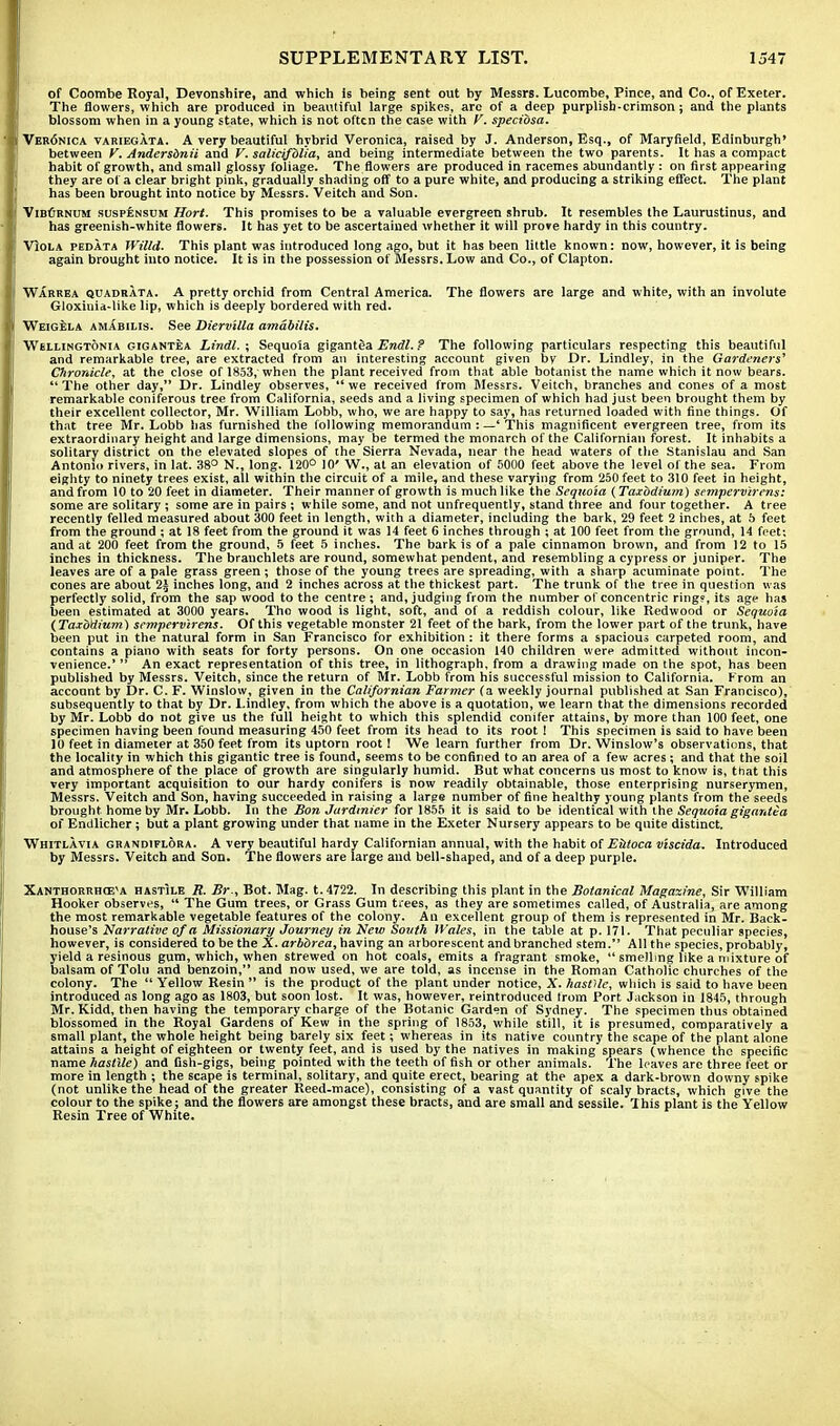 of Coombe Royal, Devonshire, and which is being sent out by Messrs. Lucombe, Pince, and Co., of Exeter. The flowers, which are produced in beautiful large spikes, are of a deep purplish-crimson; and the plants blossom when in a young state, which is not often the case with V. specibsa. Vek6nica variegata. A very beautiful hybrid Veronica, raised by J. Anderson, Esq., of Maryfield, Edinburgh' between V. Andersbnii and V. salicifblia, and being intermediate between the two parents. It has a compact habit of growth, and small glossy foliage. The flowers are produced in racemes abundantly : on first appearing they are of a clear bright pink, gradually shading off to a pure white, and producing a striking effect. The plant has been brought into notice by Messrs. Veitch and Son. VibCrnum suspensum Hort. This promises to be a valuable evergreen shrub. It resembles the Laurustinus, and has greenish-white flowers. It has yet to be ascertained whether it will prove hardy in this country. Viola pedata Willd. This plant was introduced long ago, but it has been little known: now, however, it is being again brought into notice. It is in the possession of Messrs. Low and Co., of Clapton. Warrea quadrata. A pretty orchid from Central America. The flowers are large and white, with an involute Gloxinia-like lip, which is deeply bordered with red. Weigela amabilis. See Diervilla amabilis. Wellingtons gigantea Lindl. ; Sequoia gigantea Endl. ? The following particulars respecting this beautiful and remarkable tree, are extracted from an interesting account given by Dr. Lindley, in the Gardeners' Chronicle, at the close of 1853, when the plant received from that able botanist the name which it now bears. The other day, Dr. Lindley observes, we received from Messrs. Veitch, branches and cones of a most remarkable coniferous tree from California, seeds and a living specimen of which had just been brought them by their excellent collector, Mr. William Lobb, who, we are happy to say, has returned loaded with fine things. Of that tree Mr. Lobb has furnished the following memorandum :—'This magnificent evergreen tree, from its extraordinary height and large dimensions, may be termed the monarch of the Californian forest. It inhabits a solitary district on the elevated slopes of the Sierra Nevada, near the head waters of the Stanislau and San Antonio rivers, in lat. 38° N., long. 120° 10' W., at an elevation of 5000 feet above the level of the sea. From eighty to ninety trees exist, all within the circuit of a mile, and these varying from 250 feet to 310 feet in height, and from 10 to 20 feet in diameter. Their manner of growth is much like the Sequoia (Taxbdium) sempervirens: some are solitary ; some are in pairs ; while some, and not unfrequently, stand three and four together. A tree recently felled measured about 300 feet in length, with a diameter, including the bark, 29 feet 2 inches, at 5 feet from the ground ; at 18 feet from the ground it was 14 feet 6 inches through ; at 100 feet from the ground, 14 feet; and at 200 feet from the ground, 5 feet 5 inches. The bark is of a pale cinnamon brown, and from 12 to 15 inches in thickness. The branchlets are round, somewhat pendent, and resembling a cypress or juniper. The leaves are of a pale grass green ; those of the young trees are spreading, with a sharp acuminate point. The cones are about 2£ inches long, and 2 inches across at the thickest part. The trunk of the tree in question was perfectly solid, from the sap wood to the centre ; and, judging from the number of concentric ring?, its age has been estimated at 3000 year6. Tho wood is light, soft, and of a reddish colour, like Redwood or Sequoia {Taxbdium) sempervirens. Of this vegetable monster 21 feet of the bark, from the lower part of the trunk, have been put in the natural form in San Francisco for exhibition : it there forms a spacious carpeted room, and contains a piano with seats for forty persons. On one occasion 140 children were admitted without incon- venience.'  An exact representation of this tree, in lithograph, from a drawing made on the spot, has been published by Messrs. Veitch, since the return of Mr. Lobb from his successful mission to California. From an account by Dr. C. F. Winslow, given in the Californian Farmer (a weekly journal published at San Francisco), subsequently to that by Dr. Lindley, from which the above is a quotation, we learn that the dimensions recorded by Mr. Lobb do not give us the full height to which this splendid conifer attains, by more than 100 feet, one specimen having been found measuring 450 feet from its head to its root 1 This specimen is said to have been 10 feet in diameter at 350 feet from its uptorn root! We learn further from Dr. Winslow's observations, that the locality in which this gigantic tree is found, seems to be confined to an area of a few acres; and that the soil and atmosphere of the place of growth are singularly humid. But what concerns us most to know is, that this very important acquisition to our hardy conifers is now readily obtainable, those enterprising nurserymen, Messrs. Veitch and Son, having succeeded in raising a large number of fine healthy young plants from the seeds brought home by Mr. Lobb. In the Bon Jurdmier for 1855 it is said to be identical with the Sequoia gigantea of Endlicher ; but a plant growing under that name in the Exeter Nursery appears to be quite distinct. Whitlavia grandiflora. A very beautiful hardy Californian annual, with the habit of Eittoca v'tscida. Introduced by Messrs. Veitch and Son. The flowers are large and bell-shaped, and of a deep purple. Xanthorrhce'a hastile R. Br., Bot. Mag. t. 4722. In describing this plant in the Botanical Magaxine, Sir William Hooker observes,  The Gum trees, or Grass Gum trees, as they are sometimes called, of Australia, are among the most remarkable vegetable features of the colony. An excellent group of them is represented in Mr. Back- house's Narrative of a Missionary Journey in New South Wales, in the table at p. 171. That peculiar species, however, is considered to be the X. arbbrea, having an arborescent and branched stem. All the species, probably, yield a resinous gum, which, when strewed on hot coals, emits a fragrant smoke,  smelling like a mixture of balsam of Tolu and benzoin, and now used, we are told, as incense in the Roman Catholic churches of the colony. The  Yellow Resin  is the product of the plant under notice, X. hasOle, which is said to have been introduced as long ago as 1803, but soon lost. It was, however, reintroduced trom Port Jackson in 1845, through Mr. Kidd, then having the temporary charge of the Botanic Garden of Sydney. The specimen thus obtained blossomed in the Royal Gardens of Kew in the spring of 1853, while still, it is presumed, comparatively a small plant, the whole height being barely six feet; whereas in its native country the scape of the plant alone attains a height of eighteen or twenty feet, and is used by the natives in making spears (whence the specific name hastile) and fish-gigs, being pointed with the teeth of fish or other animals. The leaves are three feet or more in length ; the scape is terminal, solitary, and quite erect, bearing at the apex a dark-brown downy spike (not unlike the head of the greater Reed-mace), consisting of a vast quantity of scaly bracts, which give the colour to the spike; and the flowers are amongst these bracts, and are small and sessile. 'Ihis plant is the Yellow Resin Tree of White.