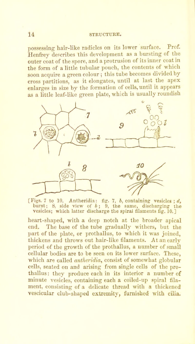 possessing: hair-like radicles on its lower surface. Prof. Ilenfrey describes this development as a bursting of the outer coat of the spore, and a protrusion of its inner coat in the form of a little tubular pouch, the contents of which soon acquire a green colonr; this tube becomes di\nded by cross partitions, as it elongates, until at last the apex enlarges in size by the formation of cells, until it appears as a little leaf-like green plate, which is usually roundish [Figs. 7 to 10. Antheridia: Apr. 7, J, containing resides;!/, burst; 8. side view of b; 9, the snme, discharging the vesicles; wliich latter discharge the spiral filaments lig. 10.] heart-shaped, with a deep notch at the broader apical end. The base of the tube gradually withers, but tlie part of the plate, or prothallus, to which it was joined, thicliens and throws out hair-like tilaments. At an early period of the growth of the prothallus, a number of small cellular bodies are to be seen on its lower surface. These, ■vvhicli are called anthertdia, consist of somewhat globular cells, seated on and arising from single cells of the pro- thallus : they produce each in its interior a number of minute vesicles, containing each a coiled-up spiral fila- ment, consisting of a delicate thread with a thickened vescicular club-shaped extremity, furnished with cilia.