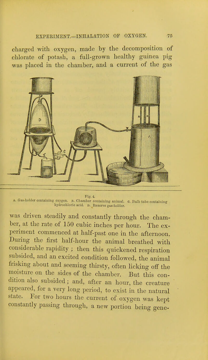charged with oxygen, made by the decomposition of chlorate of potash, a full-grown healthy guinea pig was placed in the chamber, and a current of the gas Fig. 4. a. Gas-holder containing oxygen, n. Chamber containing animal, o. Bulb tube containing hydrochloric acid. d. Reserve gas-holder. was driven steadily and constantly through the cham- ber, at the rate of 150 cubic inches per hour. The ex- periment commenced at half-past one in the afternoon. During the first half-hour the animal breathed with considerable rapidity ; then this quickened respiration subsided, and an excited condition followed, the animal frisking about and seeming thirsty, often licking off the moisture on the sides of the chamber. But this con- dition also subsided; and, after an hour, the creature appeared, for a very long period, to exist in the natural state. For two hours the current of oxygen was kept constantly passing through, a new portion being gene-