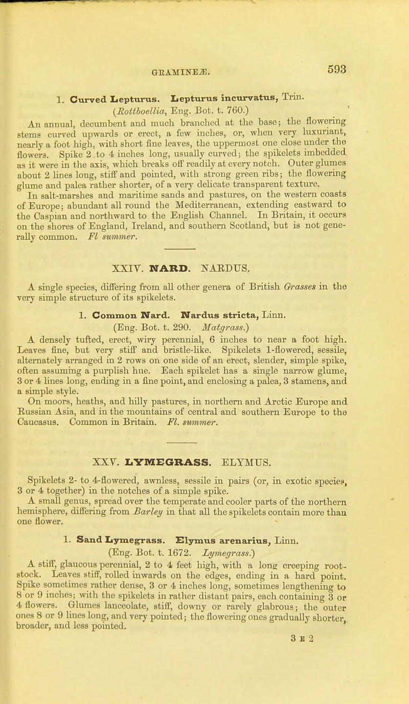 1. Ctirved Lepturus. Lepturus incurvatus, Trin. {Eoilboellia, Eng. Bot. t. 760.) An nnnual, decumbent and much branclied at the base; the flowering stems curved upwards or erect, a few mches, or, when very luxuriant, nearly a foot high, with short fine leaves, the uppermost one close under the flowers. Spike 2 to 4 inches long, usually curved; the spikelets imbedded as it were in the axis, which breaks ofl' readily at every notch. Outer glumes about 2 hnes long, stiS and poLnted, with strong green ribs; the flowering glume and palea rather shorter, of a very deUcate transparent texture. In salt-marshes and maritune sands and pastiu-es, on the western coasts of Europe; abundant all round the Mediterranean, extending eastward to the Caspian and northward to the Enghsh Channel. In Britain, it occurs on the shores of England, Ireland, and southern Scotland, but is not gene- rally common. Fl summer. XXIV. NARD. NAEDUS. A single species, differing from aU other genera of British Grasses in the very simple structure of its spikelets. 1. Common Nard. Nardus stricta, Linn. (Eng. Bot. t. 290. Maigrass) A densely tufted, erect, wiry perennial, 6 inches to near a foot high. Leaves fine, but very stiS and bristle-like. Spikelets 1-flowered, sessile, alternately arranged in 2 rows on one side of an erect, slender, simple spike, often assuming a purplish hue. Each spikelet has a single narrow glume, 3 or 4 hnes long, ending in a fine point, and enclosLag a palea, 3 stamens, and a simple style. On moors, heaths, and hiUy pastures, in northern and Arctic Europe and Russian Asia, and in the mountains of central and southern Europe to the Caucasus. Common in Britain. Fl. stimmer. XXY. IiVnZBGRASS. ELTMUS. Spikelets 2- to 4-flowered, awnless, sessile in pairs (or, in exotic species, 3 or 4 together) in the notches of a simple spike. A small genus, spread over the temperate and cooler parts of the northern hemisphere, differing from Barley in that aU the spikelets contain more than one flower. 1. Sand Iiymegrass. Elymus arenarins. Linn. (Eng. Bot. t. 1672. In/megrass?) A stiff, glaucous perennial, 2 to 4 feet liigh, with a long creeping root- stock. Leaves stiff, rolled inwards on the edges, ending in a hard point. Spike sometimes rather dense, 3 or 4 inches long, sometimes lengthening to 8 or 9 inches; with the spikelets in rather distant pairs, each containing 3 or 4 flowers. Glumes lanceolate, stiff, downy or rarely glabrous; the outer ones 8 or 9 lines long, and very pointed; the floweiing ones gradually shorter broader, and less pointed. ' 3 B 2