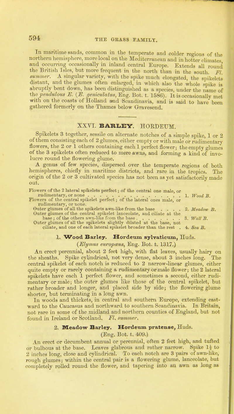 In maritime sands, common in the temperate and colder regions of the northern liemisphere, more local on the Mediterranean and in hotter cUmates and occurring occasionally in inland central Europe. Extends all round the British Isles, but more frequent in the north than in the south Fl summer. A singular variety, with the spike much elongated, the spikelets distant, and the glumes often enlarged, in which also the whole spike is abruptly bent down, has been distinguished as a species, under the name of the penMous i:. {E. geniculatus. Eng. Bot. t. 1586). It is occasionaUy met with on the coasts of Holland aud Scandinavia, and is said to have been gathered formerly on the Thames below Gravesend. XXVI. BARI.EV. HORDEUM. Spikelets 3 together, sessile on alternate notches of a simple spike, 1 or 2 of them consisting each of 2 glumes, either empty or with male or rudimentary flowers, the 2 or 1 others containing each 1 perfect flower; the empty glumes of the 3 spikelets often reduced to mere awns, and forming a kind of invo- lucre round the flowering glume, A genus of few species, dispersed over the temperate regions of both hemispheres, chiefly in maritime districts, and rare in the tropics. The origin of the 2 or 3 cultivated species has not been as yet satisfactorily made out. Flowers of the 2 lateral spikelets perfect; of the central one male, or rudimentary, or none 1. Wood 3. Flowers of the central spikelet perfect; of the lateral ones male, or rudimentary, or none. Outer glumes of all the spikelets awn-like from the base .... 2. Meadow B. Outer glumes of the central spikelet lanceolate, and ciliate at the base ; of the others awn-lUie fiom the base . , 3. Wall B. Outer glumes of all the spikelets slightly dilated at the base, not ciliate, and one of each lateral spikelet broader than the rest . 4. Sea 3. 1. Wood Barley. Hordeum sylvaticum, Huds. (JElymus europceus. Eng. Bot. t. 1317.) An erect perennial, about 2 feet high, with flat leaves, usually hairy on the sheaths. Spike cylindrical, not very dense, about 3 inches long. The central spikelet of each notch is reduced to 2 narrow-linear glumes, either quite empty or rarely containing a rudimentary or male flower; the 2 lateral spikelets have each 1 perfect flower, and sometimes a second, either rudi- mentary or male; the outer glumes like those of the central spikelet, but rather broader and longer, and placed side by side; the flowering glume shorter, but terminating in a long awn. In woods and thickets, in central and southern Europe, extending east- ward to the Caucasus and northward to southern Scandinavia. In Britain, not rare in some of the midland and northern counties of England, but not found in Ireland or Scotland. FL summer. 2. Meadow Barley. Hordeum pratense, Huds. (Eng. Bot. t. 409.) An erect or decumbent annual or perennial, often 2 feet high, and tufted or bulbous at the base. Leaves glabrous and rather narrow. Spike li to 2 inches long, close and cylindrical. To each notch are 3 pairs of awn-like, rough glumes; within the central pair is a flowering glumo, lanceolate, but completely rolled round the flower, and tapering into an awn as long as