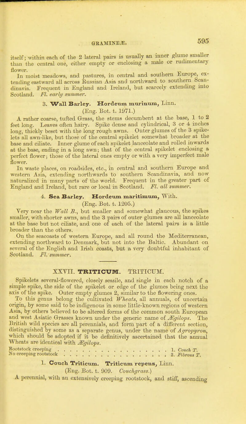 itself; within encli of the 2 lateral pairs is usually an inner glume smaUer than the central one, cither empty or enclosing a male or rudunentary flower. In moist meadows, and pastures, in central and southern Jiurope, ex- tending eastward all across Eussian Asia and northward to southern Scan- dinavia. Frequent in England and Ireland, but scarcely extending into Scotland. Fl. early summer. 3. Wall Barley. Hordeum murmum. Linn. (Eng. Bot. t. 1971.) A rather coarse, tufted Grass, the stems decumbent at the base, 1 to 2 feet long. Leaves often hairy. Spike dense and cylindrical, 3 or 4 inches long, thickly beset with the long rough awns. Outer glumes of the 3 spike- lets all awn-like, but those of the central spikelet somewhat broader at the base and ciliate. Inner glume of each spikelet lanceolate and rolled inwards at the base, ending in a long awn; that of the central spikelet enclosing a perfect flower; those of the lateral ones empty or with a very imperfect male flower. In waste places, on roadsides, etc., in central and southern Europe and western Asia, extending northwards to southern Scandinavia, and now naturalized in many parts of the world. Frequent in the greater part of England and Ireland, but rare or local in Scotland. Fl. all srnnmer. 4. Sea Barley. Hordeum maritimmn. With. (Eng. Bot. t. 1205.) Very near the Wall JB., but smaller and somewhat glaucous, the spikes smaller, with shorter awns, and the 3 pairs of outer glumes are all lanceolate at the base but not cUiate, and one of each of the lateral pairs is a little broader than the others. On the seacoasts of western Europe, and all round the Mediterranean, extending northward to Denmark, but not into the Baltic. Abundant on several of the English and Irish coasts, but a very doubtful inhabitant of Scotland. Fl. summer. XXVII. TRITICUM. TRITICUM. Spikelets several-flowered, closely sessile, and single in each notch of a simple spike, the side of the spikelet or edge of the glumes being next the axis of the spike. Outer empty glumes 2, similar to the flowering ones. To this genus belong the cultivated Wheats, all annuals, of uncertain, origin, by some said to be indigenous in some little-known regions of western Asia, by others beUeved to be altered forms of the common south European and west Asiatic G-rasses known under the generic name of JEgilops. The British wild species are all perennials, and foi-m part of a different section, distinguished by some as a separate genus, under the name of Agropyron, ■which should be adopted if it be definitively ascertained that the annual Wheats are identical with JEgilops. Eootstoclf creeping 1. Corich T. No creeping rootstook 2. Fibrous T. 1. Couch Triticum. Triticum repens, Linn. (Eng. Bot. t. 909. Couchgrass.) A perennial, with an extensively creeping rootstock, and stifl, ascending