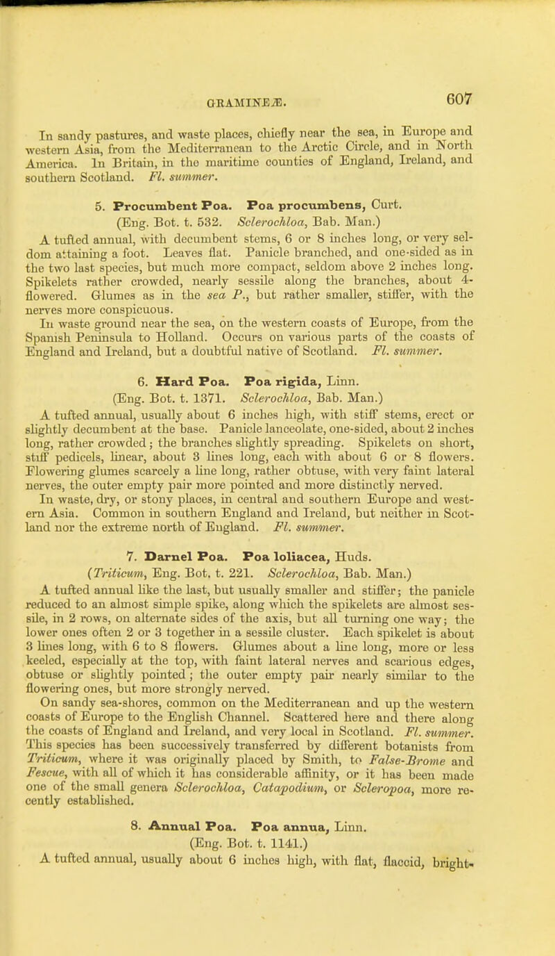 In sandy pastures, and waste places, cliiefly near the sea, in Europe and western Asia, from the Mediterranean to the Ai-ctic Circle, and in North America. In Britam, in the maritime counties of England, Ireland, and southern Scotland. Fl. summer. 5. Procumbent Poa. Poa procumbens, Curt. (Eng. Bot. t. 532. Sclerocldoa, Bab. Man.) A tufted annual, with decumbent stems, 6 or 8 inches long, or very sel- dom attaining a foot. Leaves flat. Panicle branched, and one-sided as in the two last species, but much more compact, seldom above 2 inches long. Spikelets rather crowded, nearly sessile along the branches, about 4- flovvered. Glumes as in the sea P., but rather smaller, stitfer, with the nerves more conspicuous. In waste ground near the sea, on the western coasts of Europe, from the Spanish Peninsula to Holland. Occurs on various parts of the coasts of England and Ireland, but a doubtful native of Scotland. Fl. summer. 6. Hard Poa. Poa rig^ida, Linn. (Eng. Bot. t. 1371. Sclerocldoa, Bab. Man.) A tufted annual, usually about 6 inches high, with stifi stems, erect or shghtly decumbent at the base. Panicle lanceolate, one-sided, about 2 inches long, rather crowded ; the branches shghtly spreading. Spikelets on short, stiff pedicels, hnear, about 3 lines long, each with about 6 or 8 flowers. Flowering glumes scarcely a hne long, rather obtuse, with very faint lateral nerves, the outer empty pair more pointed and more distinctly nerved. In waste, di'y, or stony places, in central and southern Europe smd west- em Asia. Common in southern England and Ireland, but neither in Scot- land nor the extreme north of England. Fl. summer. 7. Darnel Poa. Poa loliacea, Huds. (Triticum, Eng. Bot, t. 221. Sclerochloa, Bab. Man.) A tufted annual hke the last, but usually smaller and stiffer; the panicle reduced to an almost simple spike, along which the spikelets are almost ses- sile, in 2 rows, on alternate sides of the axis, but aU turning one way; the lower ones often 2 or 3 together in a sessile cluster. Each spikelet is about 3 hues long, with 6 to 8 flowers. Grlumes about a line long, more or less keeled, especially at the top, with faint lateral nerves and scarious edges, obtuse or shghtly pointed ; tlie outer empty pair nearly similar to the flowering ones, but more strongly nerved. On sandy sea-shores, common on the Mediterranean and up the western coasts of Europe to the Enghsh Channel. Scattered here and there along the coasts of England and Ireland, and very local in Scotland. Fl. summer. This species has been successively transferred by different botanists from Triticum, where it was originally placed by Smith, to False-Brome and Fescue, with aU of which it has considerable afiinity, or it has been made one of the small genera Sclerochloa, Catapodium, or Scleropoa, more re- cently estabhshed. 8. Annual Poa. Poa annua, Linn. (Eng. Bot. t. 1141.) A tufted annual, usually about 6 inches high, with flat, flaccid, bright-