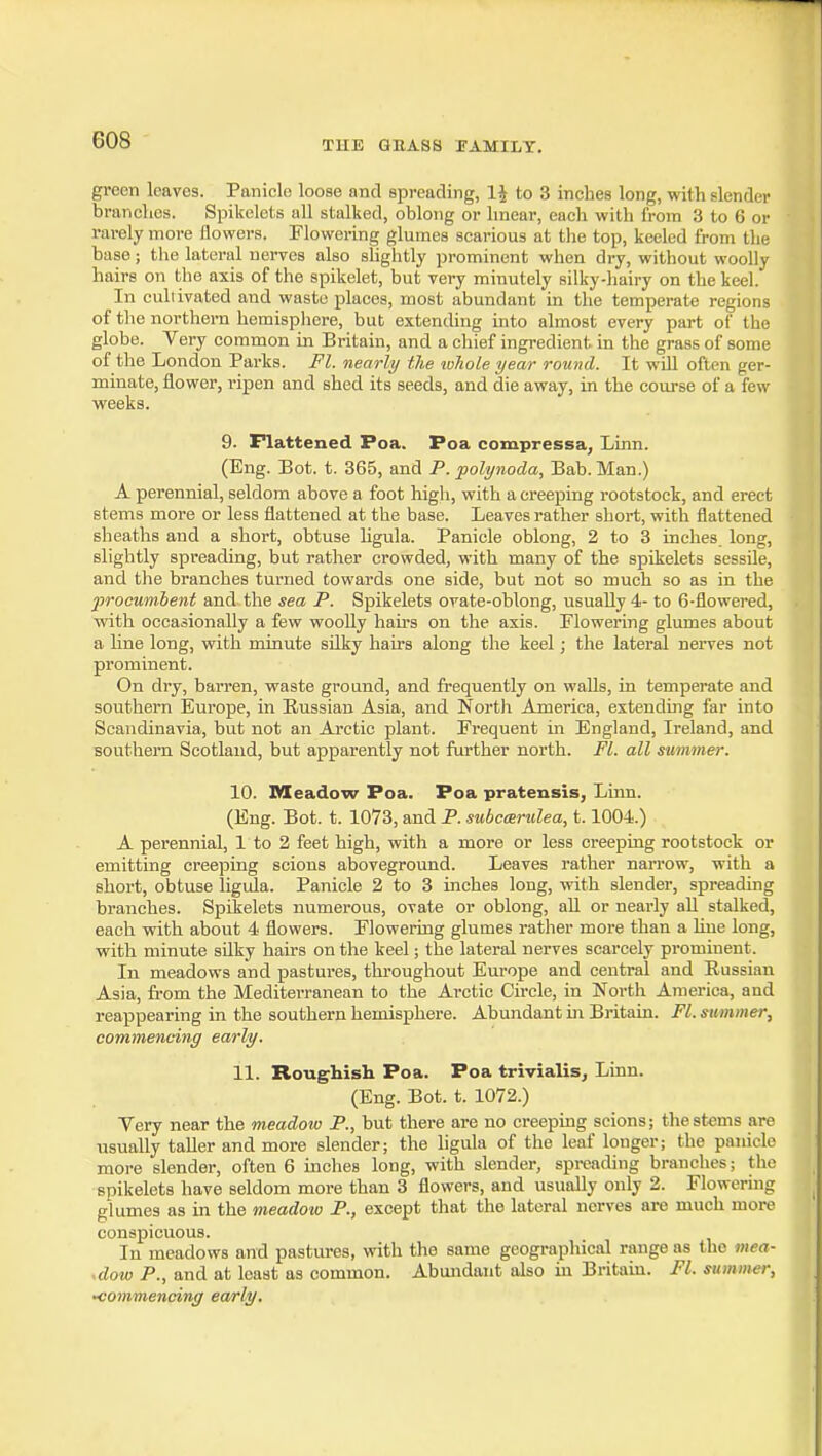 green leaves. Panicle loose and spreading, 1^ to 3 inches long, with slender branches. Spikelcts all stalked, oblong or linear, each with from 3 to 6 or rarely more flowers. Flowering glumes scarious at the top, keeled from the base; the lateral nerves also shghtly prominent when dry, without woolly hairs on the axis of the spikelet, but very minutely silky-hairy on the keel. In culiivated and waste places, most abundant in the temperate regions of the northern hemisphere, but extending into almost every part of the globe. Very common in Britain, and a chief ingredient in the grass of some of the London Parks. Fl. nearly the whole year round. It will often ger- minate, flower, I'ipen and shed its seeds, and die away, in the course of a few weeks. 9. Flattened Poa. Poa compressa^ Linn. (Eng. Lot. t. 365, and P.polynoda, Bab. Man.) A perennial, seldom above a foot high, with a creeping rootstock, and erect stems more or less flattened at the base. Leaves rather short, with flattened slieaths and a short, obtuse ligula. Panicle oblong, 2 to 3 inches long, slightly spreading, but rather crowded, with many of the spikelets sessile, and the branches turned towards one side, but not so much so as in the jwocumbent and the sea P. Spikelets orate-oblong, usually 4- to 6-flowered, with occasionally a few woolly hairs on the axis. Flowering glumes about a Hne long, with minute silky hairs along the keel; the lateral nerves not prominent. On dry, barren, waste ground, and frequently on walls, in temperate and southern Europe, in Russian Asia, and North America, extending far into Scandinavia, but not an Arctic plant. Frequent in England, Ireland, and southern Scotland, but apparently not further north. Fl. all summer. 10. Meadow Poa. Poa pratensis, Linn. (Eng. Bot. t. 1073, and P. subocertdea, 1.1004.) A perennial, 1 to 2 feet high, with a more or less creeping rootstock or emitting creeping scions aboveground. Leaves rather narrow, with a short, obtuse ligula. Panicle 2 to 3 inches long, with slender, spreading branches. Spikelets numerous, ovate or oblong, aU or nearly aU stalked, each with about 4 flowers. Flowering glumes rather more than a Une long, with minute silky hairs on the keel; the lateral nerves scarcely prominent. In meadows and pastures, throughout Europe and central and Russian Asia, from the Mediterranean to the Arctic Circle, in North America, and reappearing in the southern hemisphere. Abundant m Britain. FL summer, commencing early. 11. Roughish Poa. Poa trivialis. Linn. (Eng. Bot. t. 1072.) Very near the meadow P., but there are no creeping scions; the stems are usually taller and more slender; the ligula of the leaf longer; the panicle more slender, often 6 inches long, with slender, spreading branches; tlie spikelets have seldom moi-e than 3 flowers, and usually only 2. Flowermg glumes as in the meadow P., except tliat the lateral nerves are much more conspicuous. In meadows and pastures, with the same geographical range as the mea- .dow P., and at least as common. Abundant also in Britain. Fl. summer, -commencing early.