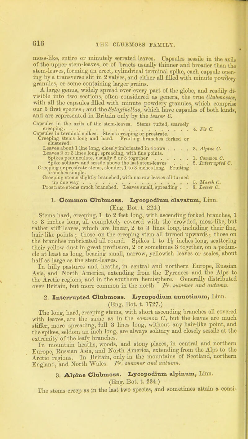 moss-like, entire or minutely serrated leaves. Capsules sessile in the axils of the upper stem-leaves, or of bracts usually thinner and broader than the stem-leaves, forming an erect, cyUndrical terminal spike, each capsule open- ing by a transverse sUt in 2 valves, and either all filled with minute powdery granules, or some containing larger grains. A large genus, widely spread over every part of the globe, and readily di- visible into two sections, often considered as genera, the true Clubmosses, with all the capsules filled with minute powdery granules, wliich comprise our 5 first species; and the Selaginellas, which have capsules of both kinds, and are represented in Britain only by the lesser C. Capsules in the axils of the stem-leaves. Stems tufted, scarcely creeping i. Fir C. Capsules in terminal spikes. Stems creeping or prostrate. Creeping stems long and hard. Fruiting branches forked or clustered. Leaves about 1 line long, closely imbricated in 4 rows .... 3. Alpine C. Leaves 2 or 3 Unes long, spreading, with fine points. Spikes pedunculate, usually 2 or 3 together 1. Common C. Spike soUtary and sessile above the last stem-leaves ... 2. Interrupted C. Creeping or prostrate stems, slender, 1 to 3 inches long. Fruiting branches simple. Creeping stems sUghtly branched, with narrow leaves all turned up one way B. Marsh C. Prostrate stems much branched. Leaves smaU, spreading . . 6. Lesser C. 1. Common Clubmoss. Iiycopodium clavatum, Linn. (Eng. Bot. t. 224.) Stems hard, creeping, 1 to 2 feet long, with ascending forked branches, 1 to 3 inclies long, aU completely covered with the crowded, moss-like, but rather stiff leaves, wliich are lineai, 2 to 3 lines long, including theii' fine, liau'-like points ; those on the creeping stem all turned upwards ; those on the branches imbricated all round. Spikes 1 to 1| inches long, scattering their yellow dust in great profusion, 2 or sometimes 3 together, on a pedun- cle at least as long, bearing small, narrow, yellowish leaves or scales, about half as large as the stem-leaves. In hiUy pastui-es and heaths, in central and northern Em-ope, Eussian Asia, and North America, extending fi'om the Pyrenees and the Alps to the Arctic regions, and in the southern hemisphere. G-eneraUy distributed over Britain, but more common in the north. Fr. summer and auiumn. 2. Interrupted Clubmoss. Iiycopodium annotinum, Linn. (Eng. Bot. t. 1727.) The long, hard, creeping stems, with short ascending branches all covered with leaves, are the same as in the common C, but the leaves ax-e much stifier, more spreadmg, full 3 lines long, without any hair-like point, and the spikes, seldom an inch long, are always soHtaiy and closely sessile at the extremity of the leafy branches. In mountain heaths, woods, and stony places, in central and northern Europe, Eussian Asia, and North America, extending fi-oni the Alps to the Arctic regions. In Britam, only in the mountains of Scotland, northern England, and North Wales. Fr. summer and auiumn. 3. Alpine Clubmoss. Iiycopodium alpinum, Linn. (Eng. Bot. t. 234.) The stems creep as in the last two species, and sometimes attaui a consi-