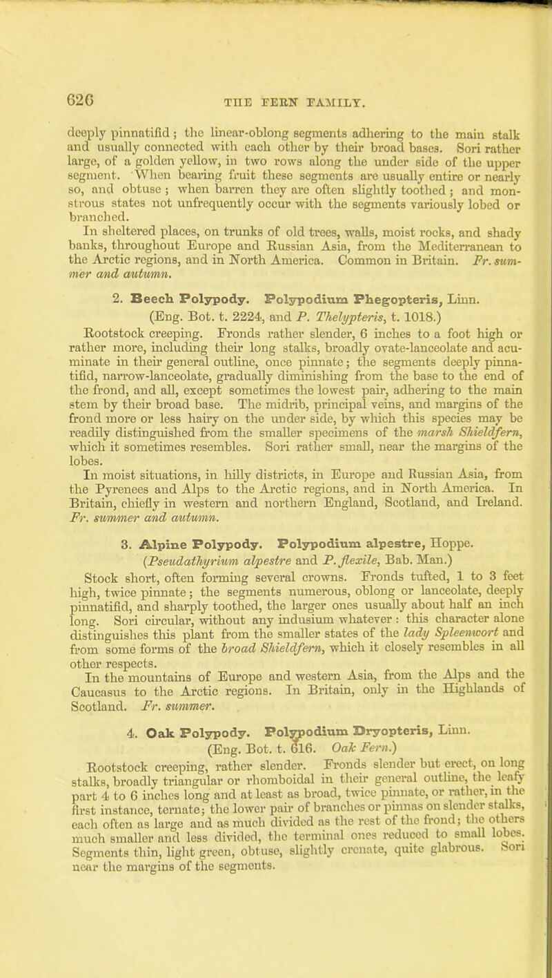 deeply pinnntifid ; the linear-oblong segments adhering to the main stalk and usimlly connected with each other by their bi-oad bases. Sori rather large, of a golden yellow, in two rows along the under side of the upper segment. When bearing fruit these segments are usually entire or nearly so, and obtuse ; when barren they are often slightly toothed ; and mon- .strous states not unfrequently occur with the segments variously lobed or branched. In sheltered places, on trunks of old trees, walls, moist rocks, and shady banks, throughout Europe and Russian Asia, from the Mediterranean to the Arctic regions, and in North America. Common in Britain. Fr. sum- mer and autumn. 2. Beech Polypody. Polypodium Phegopteris, Linn. (Eng. Bot. t. 2224, and P. Thelypteris, t. 1018.) Eootstock creeping. Eronds rather slender, 6 inches to a foot high or rather more, including their long stalks, broadly ovate-lanceolate and acu- minate in their general outline, once pinnate; the segments deeply pinna- tifld, narrow-lanceolate, gradually diminishing from the base to the end of the frond, and all, except sometimes the lowest pair, adhering to the main stem by their broad base. The midiib, principal veins, and margins of the frond more or less hairy on the under side, by wliich this species may be readily distinguished from the smaller specimens of the marsh Shieldfern, which it sometimes resembles. Sori rather small, near the margins of the lobes. In moist situations, in hiUy districts, in Europe aud Russian Asia, from the Pyrenees and Alps to the Arctic regions, and in North America. In Britain, chiefly in western and northern England, Scotland, and Ii'eland. Fr. simmer and autumn. 3. Alpine Polypody. Polypodium alpestre, Hoppe. (Pseudatliyrium alpestre and F. flexile, Bab. Man.) Stock short, often forming several crowns. Eronds tufted, 1 to 3 feet high, twice pinnate; the segments numerous, oblong or lanceolate, deeply pinnatifid, and sharply toothed, the larger ones usually about half an inch long. Sori circular, without any indusium whatever : this character alone distinguishes this plant from the smaller states of the ladi/ Spleenwort and from some forms of the broad Shieldfern, which it closely resembles ia all other respects. In the mountains of Europe and western Asia, from the Alps and the Caucasus to the Arctic regions. In Britam, only in the Highlands of Scotland. Fr. summer. 4. Oak Polsrpody. Polypodium Dryopteris, Linn. (Eng. Bot. t. Oak Fern.) Rootstock creeping, rather slender. Eronds slender but erect, on long stalks, broadly triangular or rhomboidal iu then- general outline, the leafy part 4 to 6 inches long and at least as broad, twice piiuiate, or rather, m the first instance, teruate; the lower pau- of branches or pumas on slender stalks, each often as large and as much divided as the rest of the frond; the others much smaUer and less divided, the terminal ones reduced to small lobes. Segments thin, light green, obtuse, slightly crcnate, quite glabrous. Son near the margins of the segments.