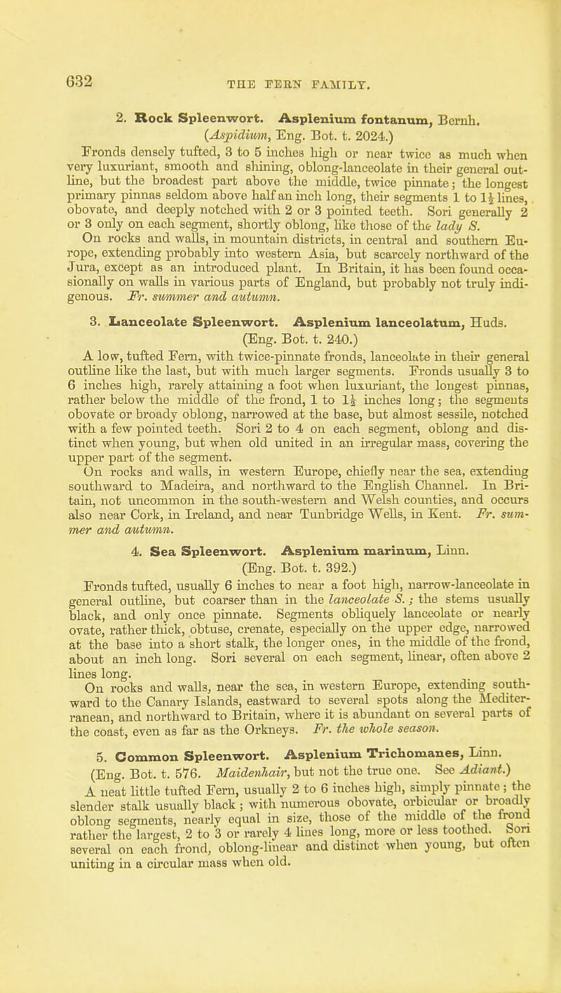 2. Rock Spleenwort. Asplenium fontanum, Bernh. (Aspidimi, Eng. Bot. t. 2024.) Fronds densely tufted, 3 to 5 inches high or near twice as much when very luxuriant, smooth and shining, oblong-lanceolate in their general out- line, but the broadest part above the middle, twice pinnate; the longest primary pinnas seldom above half an inch long, their segments 1 to 1 Klines, obovate, and deeply notched with 2 or 3 ponited teeth. Sori generally 2 or 3 only on each segment, shortly oblong, like those of the lady S. On rocks and walls, in mountain districts, in central and southern Eu- I'ope, extending probably into western Asia, but scarcely northward of the Jura, except as an introduced plant. In Britain, it has been found occa- sionally on walls in various parts of England, but probably not truly indi- genous. Fr. summer and autumn. 3. Iiauceolate Spleenwort. Asplenium lanceolatum, Huds. (Eng. Bot. t. 240.) A low, tufted Fern, with twice-pinnate fronds, lanceolate in their general outline like the last, but with much larger segments. Fronds usually 3 to 6 inches high, rarely attaining a foot when luxuriant, the longest pinnas, rather below the middle of the frond, 1 to l^^ inches long; the segments obovate or broady oblong, narrowed at the base, but almost sessUe, notched with a few pointed teeth. Sori 2 to 4 on each segment, oblong and dis- tinct when young, but when old united in an irregular mass, covering the upper part of the segment. On rocks and walls, in western Europe, chiefly near the sea, extending southward to Madeira, and nortliward to the English Channel. In Bri- tain, not uncommon in the south-western and Welsh counties, and occurs Eilso near Cork, in Ireland, and near Tunbridge Wells, in Kent. Fr. sum- mer and autumn. 4. Sea Spleenwort. Asplenium marinum, Linn. (Eng. Bot. t. 392.) Fronds tufted, usually 6 inches to near a foot high, narrow-lanceolate in general outhne, but coarser than in the lanceolate S.; the stems usually black, and only once pinnate. Segments obliquely lanceolate or nearly ovate, rather tliick, obtuse, crenate, especially on the upper edge, narrowed at the base into a short stalk, the longer ones, in the middle of the frond, about an inch long. Sori several on each segment, linear, often above 2 lines long. On rocks and walls, near the sea, in western Europe, extending south- ward to the Canary Islands, eastward to several spots along the Mediter- ranean, and northward to Britain, where it is abundant on several parts of the coast, even as far as the Orkneys. Fr. the whole season. 5. Common Spleenwort. Asplenium Trichomanes, Linn. (Eng. Bot. t. 576. Maidenhair, but not the true one. See Adiant.) A neat little tufted Fern, usually 2 to 6 inches high, simply pinnate; the slender stalk usually black ; with nimierous obovate, orbicular or broadly oblong segments, nearly equal in size, those of the middle of the fi^nd rather the largest, 2 to 3 or rarely 4 hues long, more or less toothed, bon several on each frond, oblong-hnear and distinct when young, but often uniting in a circular mass when old.