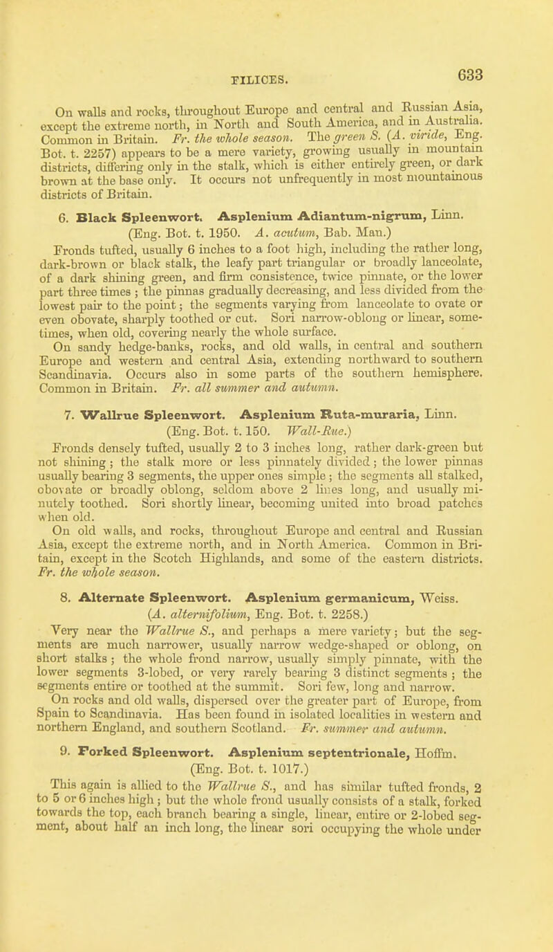 On waUs and rocks, thi-oughout Europe and central and Eussian Asia, except the extreme north, in Nortli and South America, and in Austraha. Common m Britain. Fr. the whole season. The green S. {A. yvride, Eng. Bot. t. 2257) appears to be a mere variety, growing usually in mountain districts, differing only ui the stalk, which is either entirely green, or dark brown at the base only. It occurs not unfrequently in most mountamous districts of Britain. 6. Black Spleenwort. Asplenium Adiantuin-nigrum, Linn. (Eng. Bot. t. 1950. A. acittmn, Bab. Man.) Fronds tufted, usually 6 inches to a foot high, including the rather long, dark-brown or black stalk, the leafy part triangular or broadly lanceolate, of a dark shining green, and firm consistence, twice pinnate, or the lower part three times ; the pinnas gradually decreasing, and less divided from the lowest pair to the point; the segments varying from lanceolate to ovate or even obovate, sharply toothed or cut. Sori naiTow-obloug or Unear, some- times, when old, covering nearly the whole surface. On sandy hedge-banks, rocks, and old walls, in central and southern Europe and western and central Asia, extending northward to southern Scandinavia. Occurs also in some parts of the southern hemisphere. Common in Britain. Fr. all summer and autmnn. 7. Wallrue Spleenwort. Asplenium Ruta-muraria, Linn. (Eng. Bot. 1.150. Wall-Rue.) Fronds densely tufted, usually 2 to 3 inches long, rather dark-green but not shining ; the stalk more or less pinnately divided; the lower pinnas usually bearing 3 segments, the upper ones shnple ; the segments all stalked, obovate or broadly oblong, seldom above 2 lines long, and usually mi- nutely toothed. Sori shortly linear, becoming united into broad patches when old. On old walls, and rocks, thi'ougliout Europe and central and Russian Asia, except the extreme north, and in North America. Common in Bri- tain, except in the Scotch Highlands, and some of the eastern districts. Fr. the whole season. 8. Alternate Spleenwort. Asplenium germanicum, Weiss. {A. alternifolvmi, Eng. Bot. t. 2258.) Very near the Wallrue 8., and perhaps a mere variety; but the seg- ments are much narrower, usually narrow wedge-shaped or oblong, on short stalks ; the whole frond narrow, usually simply pinnate, with the lower segments 3-lobed, or very rarely bearmg 3 distinct segments ; the segments entire or toothed at the summit. Sori few, long and narrow. On rooks and old walls, dispersed over the greater part of Europe, from Spain to Scandinavia. Has been found in isolated localities in western and northern England, and southern Scotland. Er. summer and autumn. 9. Forked Spleenwort. Asplenium septentrionale, Hoffm. (Eng. Bot. t. 1017.) This again is allied to the Wallrue S., and has similar tufted fronds, 2 to 5 or 6 inches high ; but the whole frond usually consists of a stalk, forked towards the top, each branch beiiring a single, huear, entu-o or 2-lobed seg- ment, about half an inch long, the linear sori occupying the whole iinder