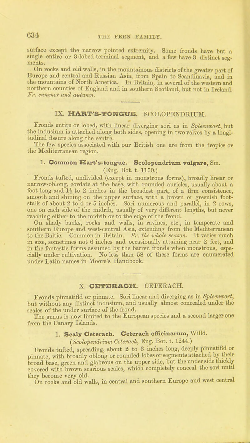 surface except the narrow pointed extremity. Some fronds have but a single entire or 3-lobcd terminal segment, and a few have 3 distinct seg- ments. On rooks and old walls, in the mountainous districts of the greater part of Europe and central and Eussian Asia, from Spain to Scandinavia, and in the mountains of North America. In Britain, in several of the western and northern counties of England and in southern Scotland, but not in Ireland. Fr. smnmer and autumn. IX. HART'S-TONGUE. SCOLOPENDEIUM, Fronds entire or lobed, with hnear diverging sori as in Spleetmort, but the indusium is attached along both sides, opening in two valves by a longi- tudinal fissure along the centre. The few species associated with our British one are from the tropics or the Mediten'anean region. 1. Common Hart's-tongue. Scolopendrium vulgare, Sm. (Eng. Bot. t. 1150.) Fronds tufted, undivided (except m monstrous forms), broadly hnear or narrow-oblong, cordate at the base, with rounded auricles, usually about a foot long and 1^ to 2 inches in the broadest part, of a firm consistence, smooth and shining on the upper surface, with a brown or greenish foot- stalk of about 2 to 4 or 5 inches. Sori numerous and parallel, in 2 rows, one on each side of the midrib, usually of very difierent lengths, but never reaching either to the midrib or to the edge of the frond. On shady banks, rocks and walls, in ravines, etc., in temperate and southern Em-ope and west-central Asia, extending from the Mediterranean to the Baltic. Common in Britain. Fr. the lohole season. It varies much in size, sometimes not 6 inches and occasionally attaining near 2 feet, and in the fantastic forms assumed by the barren fronds when monstrous, espe- cially under cultivation. No less than 58 of these forms are enumerated under Latin names in Moore's Handbook. X. CETERACH. CETERACH. Fronds pinnatifid or pinnate. Sori hnear and diverging as in Spleenwort, but without any distinct indusium, and usually almost concealed under the scales of the under surface of the frond. The genus is now hmited to the Em'opean species and a second larger one from the Canary Islands. 1. Scaly Ceteracli. Ceterach officinarum, Willd. {Scolopendrium Ceterach, Eng. Bot. t. 1214.) Fronds tufted, spreading, about 2 to 6 inches long, deeply pinnatifid or pinnate, with broadly oblong or rounded lobes or segments attached by their broad base, green and glabrous on the upper side, but the under side thickly covered with brown scarious scales, which completely conceal the sori until they become very old. On rocks and old walls, in central and southern Europe and west central