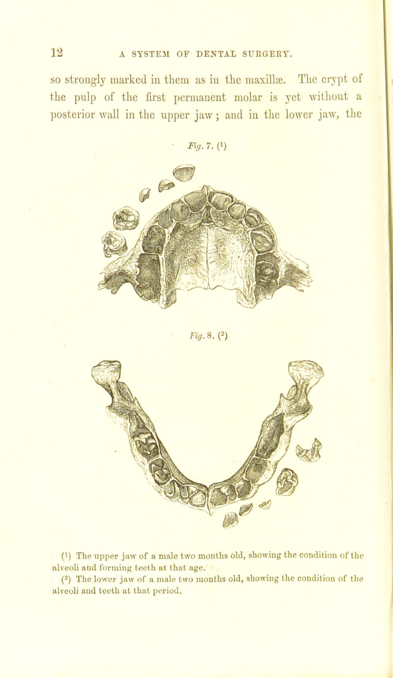 so strongly marked in them as in the maxillae. The crypt of the pulp of the first permanent molar is yet without a posterior wall in the upper jaw; and in the lower jaw, the Fig. 7. (i) (1) The upper jaw of a male two months old, showing the condition of the alveoli and forming teeth at that age. (2) The lower jaw of a male two months old, showing the condition of the alveoli and teeth at that period.