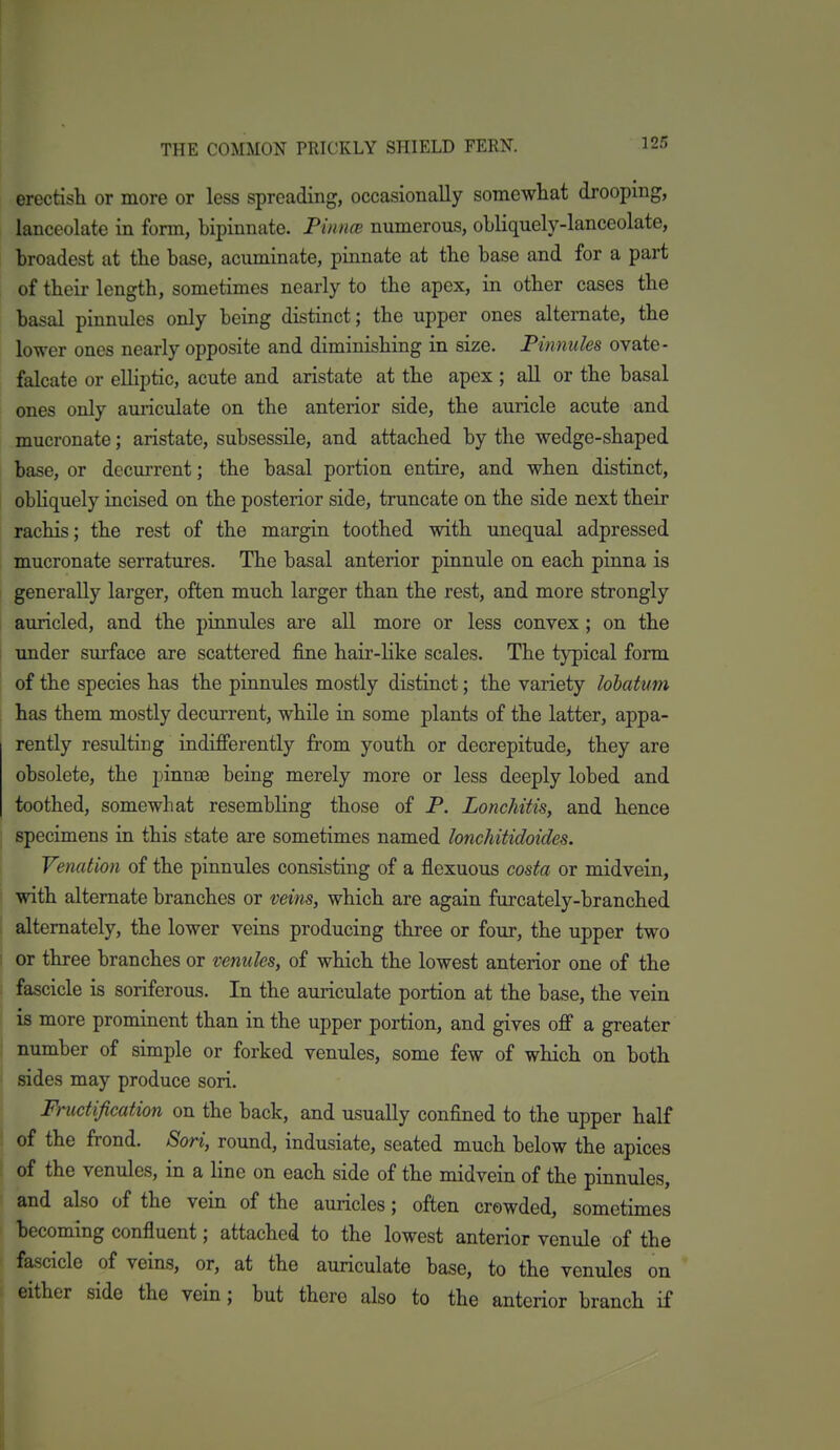erectish or more or less spreading, occasionally somowliat drooping, lanceolate in form, bipinnate. PiirnxB numerous, obliquely-lanceolate, broadest at tbe base, acuminate, pinnate at the base and for a part of their length, sometimes nearly to the apex, in other cases the basal pinnules only being distinct; the upper ones alternate, the lower ones nearly opposite and diminishing in size. Pinnules ovate- falcate or elliptic, acute and aristate at the apex ; all or the basal ones only auriculate on the anterior side, the auricle acute and mucronate; aristate, subsessile, and attached by the wedge-shaped base, or dccurrent; the basal portion entire, and when distinct, obHquely incised on the posterior side, truncate on the side next their rachis; the rest of the margin toothed with unequal adpressed mucronate serratures. The basal anterior pinnule on each pinna is generally larger, often much larger than the rest, and more strongly auricled, and the pinnules are all more or less convex; on the ! under surface are scattered fine hair-like scales. The typical form of the species has the pinnules mostly distinct; the variety lohatum has them mostly decurrent, while in some plants of the latter, appa- rently resulting indifferently from youth or decrepitude, they are obsolete, the pinnae being merely more or less deeply lobed and toothed, somewhat resembling those of P. Lonchitis, and hence specimens in this state are sometimes named lonchitidoides. Venation of the pinnules consisting of a flcxuous costa or midvein, with alternate branches or veins, which are again furcately-branched . alternately, the lower veins producing three or four, the upper two I or three branches or venules, of which the lowest anterior one of the fascicle is soriferous. In the auriculate portion at the base, the vein is more prominent than in the upper portion, and gives off a greater : number of simple or forked venules, some few of which on both sides may produce sori. Fructification on the back, and usually confined to the upper half of the frond. Sori, round, indusiate, seated much below the apices of the venules, in a line on each side of the midvein of the pinnules, and also of the vein of the auricles; often crowded, sometimes becoming confluent; attached to the lowest anterior venule of the fascicle of veins, or, at the auriculate base, to the venules on either side the vein; but there also to the anterior branch if