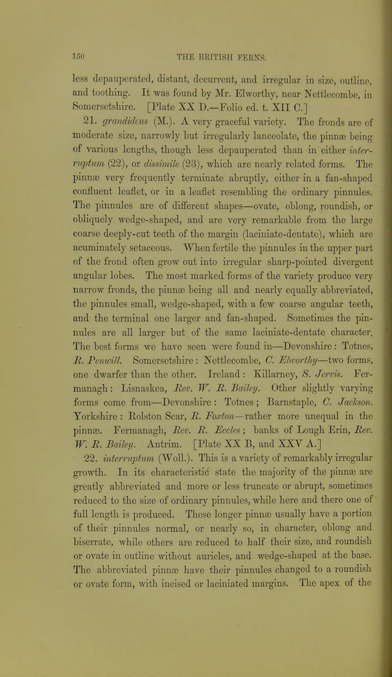 less depauperated, distant, decurrent, and irregular in size, outline, and toothing. It was found by Mr. Elwortliy, near Nettlecombe, in Somersetshire. [Plate XX D.—Folio ed. t. XII C] 21. grandidcns (M.). A very graceful variety. The fronds are of moderate size, narrowly but irregularly lanceolate, the pinnae being of various lengths, though less depauperated than in either ruptum (22), or dissimile (23), which are nearly related forms. The pinnae very frequently terminate abruptly, either in a fan-shaped confluent leaflet, or in a leaflet resembling the ordinary pinnules. The pinnules are of different shapes—ovate, oblong, roundish, or obliquely wedge-shaped, and are very remarkable from the large coarse deeply-cut teeth of the margin (laciniate-dentate), which are acuminately setaceous. When fertile the pinnules in the upper part of the frond often grow out into irregular sharp-pointed divergent angular lobes. The most marked forms of the variety produce very narrow fronds, the pinna3 being all and nearly equally abbreviated, the pinnules small, wedge-shaped, with a few coarse angular teeth, and the terminal one larger and fan-shaped. Sometimes the pin- nules are all larger but of the same laciniate-dentate character. The best forms we have seen were found in—Devonshire: Totnes, R. Pcmvill. Somersetshire: Nettlecombe, C. Elwortliy—two forms, one dwarfer than the other. Ireland : KiUarney, S. Jervk. Fer- managh: Lisnaskea, Rev. W. R. Bailey. Other slightly varying forms come from—Devonshii'e : Totnes ; Barnstaple, C. Jackson. Yorkshire : Holston Scar, R. Foxton—rather more unequal in the pinnsB. Fermanagh, Rev. R. JSccles ; banks of Lough Erin, Rer. W. R. Bailey. Antrim. [Plate XX B, and XXV A.] 22. interniptmi (Well.). This is a variety of remarkably irregular growth. In its characteristic state the majority of the pinnae are greatly abbreviated and more or less truncate or abrupt, sometimes reduced to the size of ordinary pinnules, wliile here and there one of full length is produced. These longer pinnae usually have a portion of their pinnules normal, or nearly so, in character, oblong and biserrate, while others are reduced to half theii' size, and roundisli or ovate in outline without auricles, and wedge-shaped at the base. The abbreviated pinnae have their pinnules changed to a roundisli or ovate form, with incised or laciniated margins. The apex of the