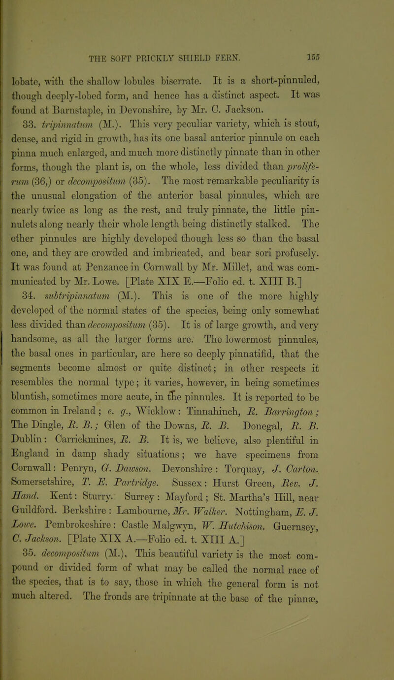 lobato, with the shallow lobules bisorratc. It is a short-pinnuled, I though decply-lobcd form, and hence has a distinct aspect. It was ': found at Barnstaple, in Devonshire, by Mr. C. Jackson. 33. tripinnatum (M.). This very peculiar variety, which is stout, I dense, and rigid in growth, has its one basal anterior pinnule on each pinna much enlarged, and much more distinctly pinnate than in other I'orms, though the plant is, on the whole, less divided than prolife- riim (36,) or decomjwsitum (35). The most remarkable peculiarity is the unusual elongation of the anterior basal pinnules, which are inearly twice as long as the rest, and truly pinnate, the little pin- nulets along nearly their whole length being distinctly stalked. The other pinnules are highly developed though less so than the basal one, and they are crowded and imbricated, and bear sori profusely. It was found at Penzance in Cornwall by Mr. Millet, and was com- municated by Mr. Lowe. [Plate XIX E.—Folio ed. t. XIII B.] 34. siihtripinnatum (M,). This is one of the more highly developed of the normal states of the species, being only somewhat less divided than decomposikom (35). It is of large growth, and very handsome, as aU the larger forms are. The lowermost pinnules, the basal ones in particular, are here so deeply pinnatifid, that the I segments become almost or quite distinct; in other respects it ; resembles the normal type; it varies, however, in being sometimes . bluntish, sometimes more acute, in {£e pinnules. It is reported to be ; common in Ireland; e. g., Wicklow: Tinnahinch, It. JBarrington; I The Dingle, R. B.; Glen of the Downs, R. B. Donegal, R. B. I Dublin: Carrickmines, R. B. It is, we believe, also plentifrd in I England in damp shady situations; we have specimens from 1 Cornwall: Penryn, O. Dawson. Devonshire : Torquay, J. Carton., ' Somersetshire, T. E. Partridge. Sussex: Hurst Green, Rev. J. \ Hand. Kent: Sturry. Surrey : Mayford ; St. Martha's Hill, near i Guildford. Berkshire : Lamboume, Mr. Walker. Nottingham, E. J. I Loice. Pembrokeshire: Castle Malgwyn, W. Hutchison. Guernsey, ' C. Jackson. [Plate XIX A.—Folio ed. t. XIII A.] 35. decompositiim (M.), This beautiful variety is the most com- pound or divided form of what may be called the normal race of the species, that is to say, those in which the general form is not much altered. The fronds are tripinnatc at the base of the pinnco,