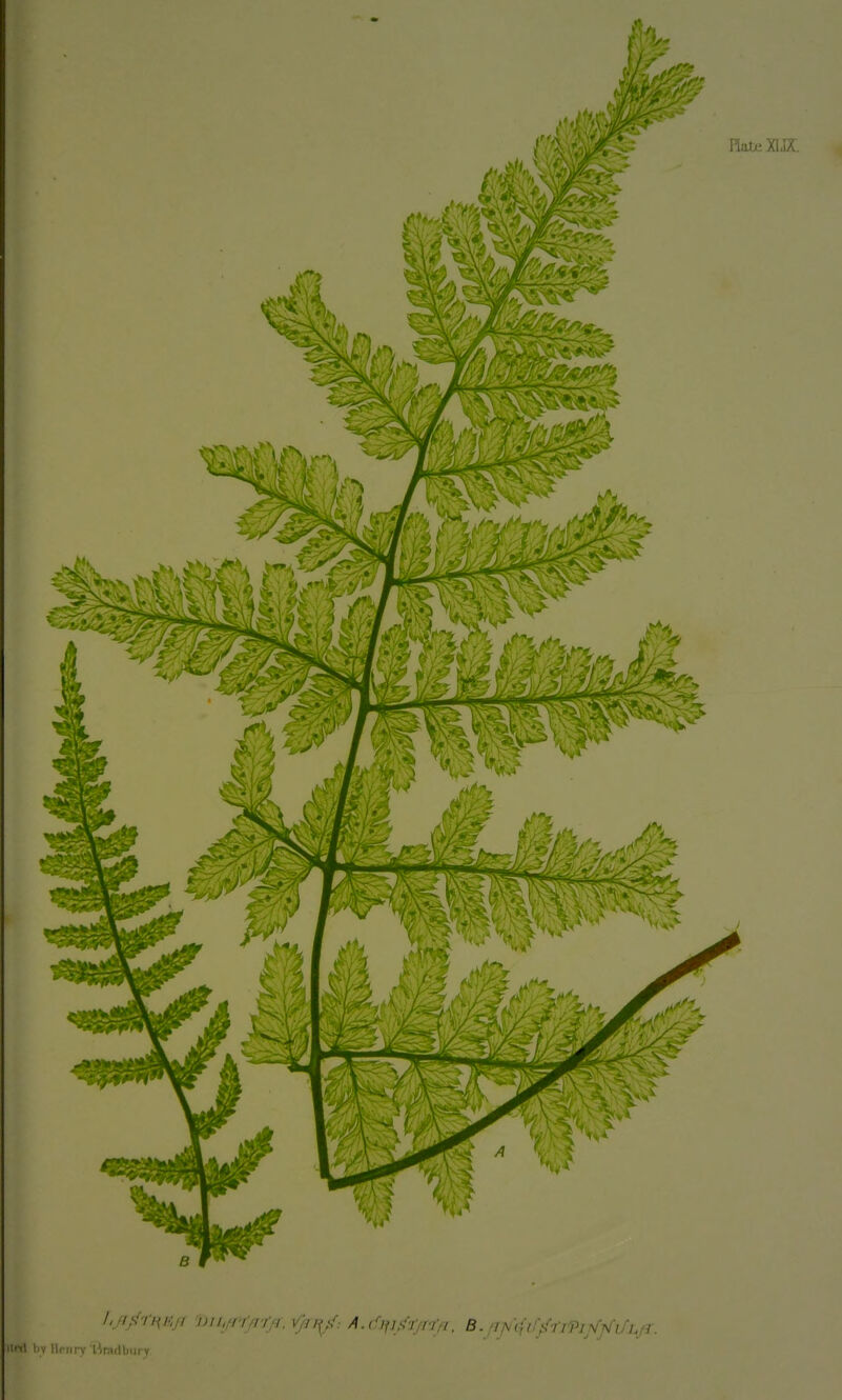 ii»-<l hv Henry'l^Rullniry