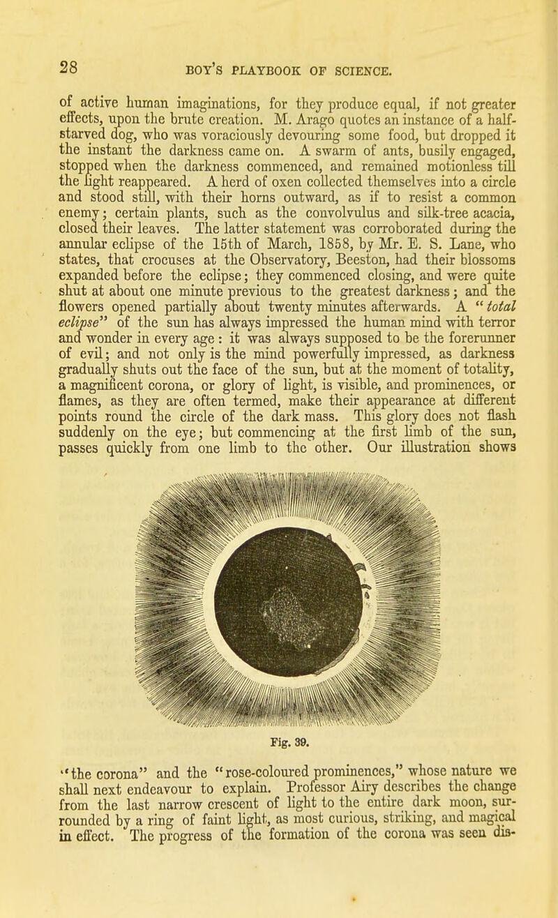 of active human imaginations, for they produce equal, if not greater effects, upon the brute creation. M. Arago quotes an instance of a half- starved dog, who was voraciously devouring some food, but dropped it the instant the darkness came on. A swarm of ants, busily engaged, stopped when the darkness commenced, and remained motionless till the light reappeared. A herd of oxen collected themselves into a circle and stood still, with their horns outward, as if to resist a common enemy; certain plants, such as the convolvulus and silk-tree acacia, closed their leaves. The latter statement was corroborated during the annular eclipse of the 15th of March, 1858, by Mr. E. S. Lane, who states, that crocuses at the Observatory, Beeston, had their blossoms expanded before the eclipse; they commenced closing, and were quite shut at about one minute previous to the greatest darkness; and the flowers opened partially aDout twenty minutes afterwards. A  total eclipse of the sun has always impressed the human mind with terror and wonder in every age : it was always supposed to be the forerunner of evil; and not only is the mind powerfully impressed, as darkness gradually shuts out the face of the sun, but at the moment of totality, a magnificent corona, or glory of light, is visible, and prominences, or flames, as they are often termed, make their appearance at different points round the circle of the dark mass. This glory does not flash suddenly on the eye; but commencing at the first limb of the sun, passes quickly from one limb to the other. Our illustration shows Fig. 39. ''the corona and the rose-coloured prominences, whose nature we shall next endeavour to explain. Professor Airy describes the change from the last narrow crescent of light to the entire dark moon, sur- rounded by a ring of faint light, as most curious, striking, and magical in effect. The progress of the formation of the corona was seen dis-