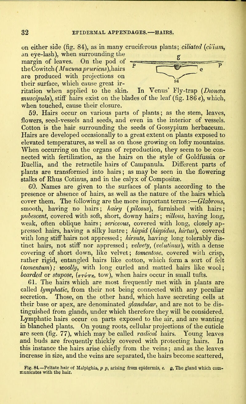 on either side (fig. 84), as in many cruciferous plants; ciliated (cinum, an eye-lash), when surrounding the margin of leaves. On the pod of the Co witch ( M ucunapruriens), hairs are produced with projections on their surface, which cause great ir- ritation when applied to the skin. In Venus’ Fly-trap (Dioncea muscipula), stiff hairs exist on the blades of the leaf (fig. 186 e), which, when touched, cause their closure. 59. Hairs occur on various parts of plants; as the stem, leaves, flowers, seed-vessels and seeds, and even in the interior of vessels. Cotton is the hair surrounding the seeds of Gossypium herbaceum. Hairs are developed occasionally to a great extent on plants exposed to elevated temperatures, as well as on those growing on lofty mountains. When occurring on the organs of reproduction, they seem to be con- nected with fertilization, as the hairs on the style of Goldfussia or Ruellia, and the retractile hairs of Campanula. Different parts of plants are transformed into hairs; as may be seen in the flowering stalks of Rhus Cotinus, and in the calyx of Compositae. 60. Names are given to the surfaces of plants according to the presence or absence of hairs, as well as the nature of the hairs which cover them. The following are the more important terms:—Glabrous, smooth, having no hairs; hairy (pilosus), furnished with hairs; pubescent, covered with soft, short, downy hairs; villous, having long, weak, often oblique hairs; sericeous, covered with long, closely ap- pressed hairs, having a silky lustre; hispid (liispidus, hirtus), covered with long stiff hairs not appressed; hirsute, having long tolerably dis- tinct hairs, not stiff nor appressed; velvety, (velutinus), with a dense covering of short down, like velvet; tomentose, covered with crisp, rather rigid, entangled hairs like cotton, which form a sort of felt (tomentum); woolly, with long curled and matted hairs like wool; bearded or stupose, (arvTn, tow), when hairs occur in small tufts. 61. The hairs which are most frequently met with in plants are called lymphatic, from their not being connected with any peculiar secretion. Those, on the other hand, which have secreting cells at their base or apex, are denominated glandular, and are not to be dis- tinguished from glands, under which therefore they will be considered. Lymphatic hairs occur on parts exposed to the air, and are wanting in blanched plants. On young roots, cellular projections of the cuticle are seen (fig. 77), which may be called radical hairs. Young leaves and buds are frequently thickly covered with protecting hairs. In this instance the hairs arise chiefly from the veins; and as the leaves increase in size, and the veins are separated, the hairs become scattered, Ficr. 84.— Peltate hair of Malpighia, p p, arising from epidermis, e. g, The gland which com- municates with the hair.