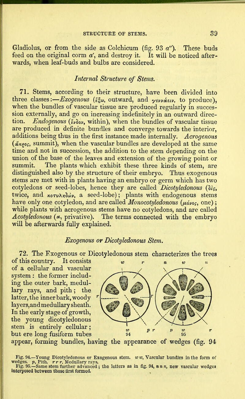 Gladiolus, or from the side as Colchicum (fig. 93 a). These buds feed on the original corm a', and destroy it. It will be noticed after- wards, when leaf-buds and bulbs are considered. Internal Structure of Stems. 71. Stems, according to their structure, have been divided into three classes:—Exogenous (j'gaj, outward, and ysvvauv, to produce), when the bundles of vascular tissue are produced regularly in succes- sion externally, and go on increasing indefinitely in an outward direc- tion. Endogenous (su^ov, within), when the bundles of vascular tissue are produced in definite bundles and converge towards the interior, additions being thus in the first instance made internally. Acrogenous (&x.(>os, summit), when the vascular bundles are developed at the same time and not in succession, the addition to the stem depending on the union of the base of the leaves and extension of the growing point or summit. The plants which exhibit these three kinds of stem, are distinguished also by the structure of their embryo. Thus exogenous stems are met with in plants having an embryo or germ which has two cotyledons or seed-lobes, hence they are called Dicotyledonous (Si?, twice, and xorv^nlav, a seed-lobe); plants with endogenous stems have only one cotyledon, and are called Monocotyledonous {/xovo;, one) ; while plants with acrogenous stems have no cotyledons, and are called Acotyledonous («, privative). The terms connected with the embryo will be afterwards fully explained. Exogenous or Dicotyledonous Stem. 72. The Exogenous or Dicotyledonous stem characterizes the trees of this country. It consists w r n w n of a cellular and vascular system : the former includ- ing the outer bark, medul- lary rays, and pith; the latter, the inner bark, woody layers,and medullary sheath. In the early stage of growth, the young dicotyledonous stem is entirely cellular; but ere long fusiform tubes appear, forming bundles, having the appearance of wedges (fig. 94 Fig. 94.—Young Dicotyledonous or Exogenous stem, ww, Vascular bundles in the form of wedges, p, Pith. rr r. Medullary rays. Fig. 95.—Same stem further advanced ; the letters as in fig. 94, nnn, new vascular wedges interposed between those first formed.