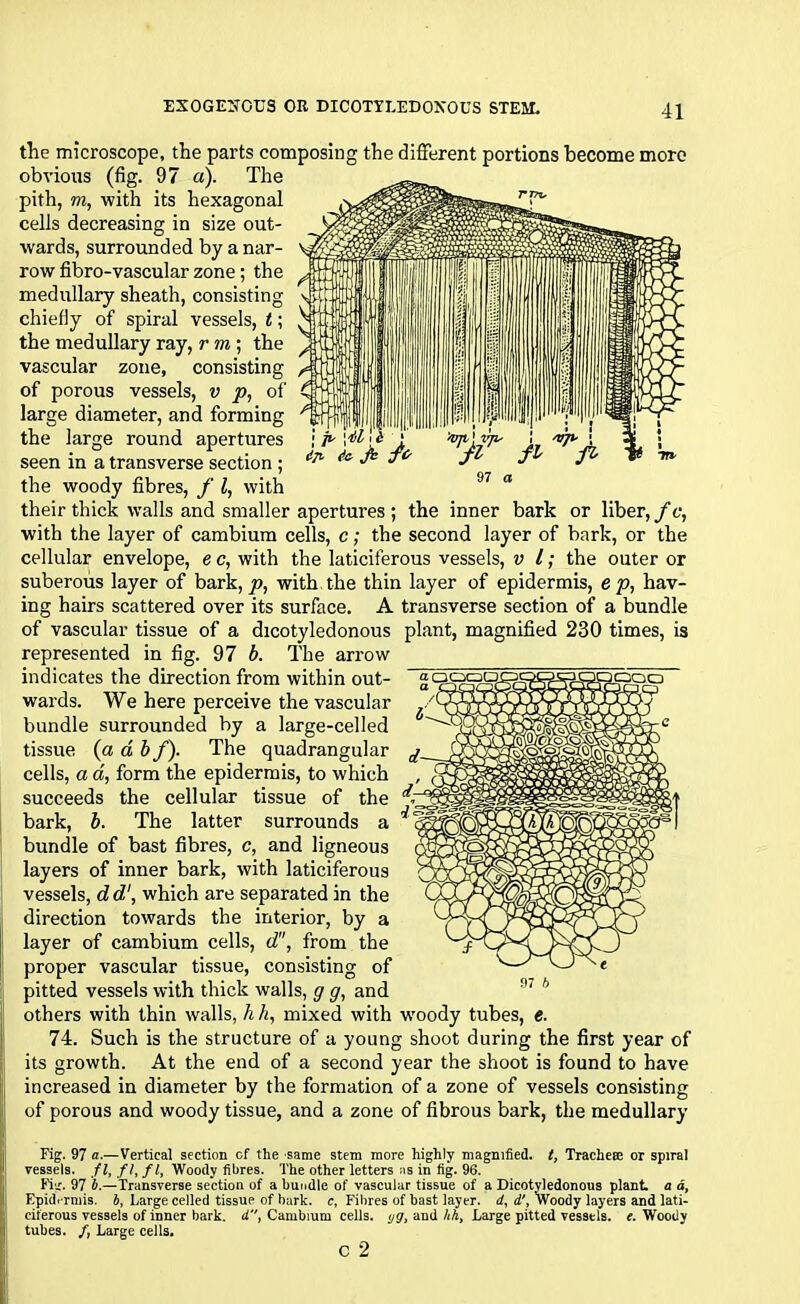 i i~ . ip ic- ft the microscope, the parts composing the different portions become more obvious (fig. 97 a). The pith, m, with its hexagonal cells decreasing in size out- wards, surrounded by a nar- row fibro-vascular zone; the medullary sheath, consisting chiefly of spiral vessels, t \ the medullary ray, r m ; the vascular zone, consisting of porous vessels, v p, of large diameter, and forming the large round apertures seen in a transverse section ; the woody fibres, f l, with their thick walls and smaller apertures ; the inner bark or liber, f c, with the layer of cambium cells, c; the second layer of bark, or the cellular envelope, e c, with the laticiferous vessels, v l; the outer or suberous layer of bark, p, with the thin layer of epidermis, e p, hav- ing hairs scattered over its surface. A transverse section of a bundle of vascular tissue of a dicotyledonous plant, magnified 230 times, is represented in fig. 97 b. The arrow indicates the direction from within out- wards. We here perceive the vascular bundle surrounded by a large-celled tissue (a d b f). The quadrangular cells, a a, form the epidermis, to which succeeds the cellular tissue of the bark, b. The latter surrounds a bundle of bast fibres, c, and ligneous layers of inner bark, with laticiferous vessels, d d1, which are separated in the direction towards the interior, by a layer of cambium cells, d, from the proper vascular tissue, consisting of pitted vessels with thick walls, g g, and others with thin walls, h h, mixed with wrnody tubes, e. 74. Such is the structure of a young shoot during the first year of its growth. At the end of a second year the shoot is found to have increased in diameter by the formation of a zone of vessels consisting of porous and woody tissue, and a zone of fibrous bark, the medullary 97 6 Fig. 97 a.—Vertical section cf the same stem more highly magnified, t, Trachea; or spiral vessels, fl, ft, fl, Woody fibres. The other letters as in fig. 96. Fig. 97 4.—Transverse section of a bundle of vascular tissue of a Dicotyledonous plant, a d, Epidt-rmis. b, Large celled tissue of bark, c, Fibres of bast layer, d, d'. Woody layers and lati- ciferous vessels of inner bark, d, Cambium cells, yg, and hh, Large pitted vessels, e. Woody tubes. /, Large cells.