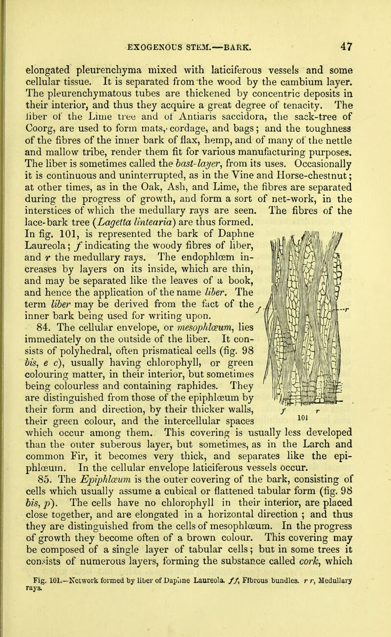 elongated pleurenchyma mixed with laticiferous vessels and some cellular tissue. It is separated from the wood by the cambium layer. The pleurenchymatous tubes are thickened by concentric deposits in their interior, and thus they acquire a great degree of tenacity. The liber of the Lime tree and of Antiaris saccidora, the sack-tree of Coorg, are used to form mats,' cordage, and bags; and the toughness of the fibres of the inner bark of flax, hemp, and of many of the nettle and mallow tribe, render them fit for various manufacturing purposes. The liber is sometimes called the bast- layer, from its uses. Occasionally it is continuous and uninterrupted, as in the Vine and Horse-chestnut; at other times, as in the Oak, Ash, and Lime, the fibres are separated during the progress of growth, and form a sort of net-work, in the interstices of which the medullary rays are seen. The fibres of the lace-bark tree (Lagetta lintearia) are thus formed. In fig. 101, is represented the bark of Daphne Laureola; f indicating the woody fibres of liber, and r the medullary rays. The endophloem in- creases by layers on its inside, which are thin, and may be separated like the leaves of a book, and hence the application of the name liber. The term liber may be derived from the fact of the inner bark being used for writing upon. 84. The cellular envelope, or mesophlceum, lies immediately on the outside of the liber. It con- sists of polyhedral, often prismatical cells (fig. 98 bis, e c), usually having chlorophyll, or green colouring matter, in their interior, but sometimes being colourless and containing raphides. They are distinguished from those of the epiphlceum by their form and direction, by their thicker walls, their green colour, and the intercellular spaces which occur among them. This covering is usually less developed than the outer suberous layer, but sometimes, as in the Larch and common Fir, it becomes very thick, and separates like the epi- phloeum. In the cellular envelope laticiferous vessels occur. 85. The Epiphlceum is the outer covering of the bark, consisting of cells which usually assume a cubical or flattened tabular form (fig. 98 bis, p~). The cells have no chlorophyll in their interior, are placed close together, and are elongated in a horizontal direction ; and thus they are distinguished from the cells of mesophlceum. In the progress of growth they become often of a brown colour. This covering may be composed of a single layer of tabular cells; but in some trees it consists of numerous layers, forming the substance called cork, which Fig. 101.—Network formed by liber of Dapiine Laureola. //, Fibrous bundles, r r, Medullary rays.