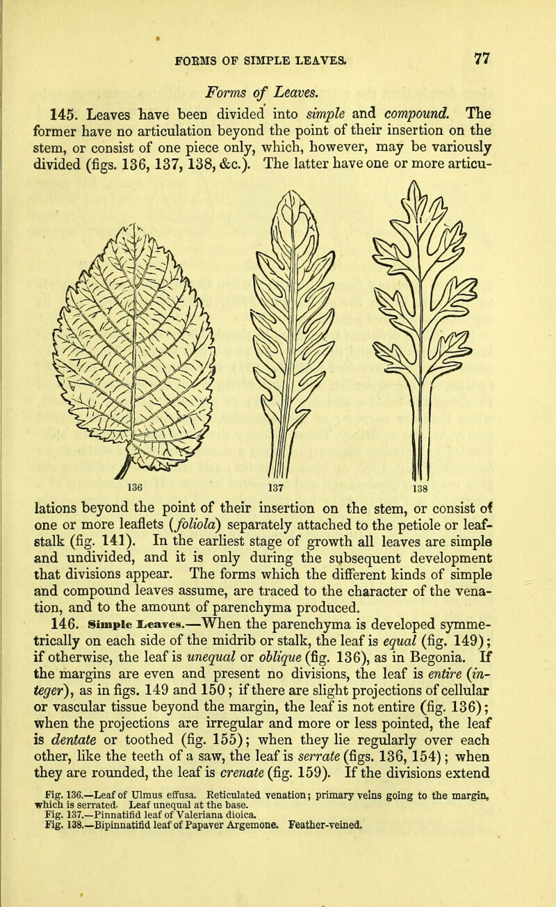 Forms of Leaves. 145. Leaves have been divided into simple and compound. The former have no articulation beyond the point of their insertion on the stem, or consist of one piece only, which, however, may be variously divided (figs. 136, 137, 138, &c.). The latter have one or more articu- lations beyond the point of their insertion on the stem, or consist of one or more leaflets (foliola) separately attached to the petiole or leaf- stalk (fig. 141). In the earliest stage of growth all leaves are simple and undivided, and it is only during the subsequent development that divisions appear. The forms which the different kinds of simple and compound leaves assume, are traced to the character of the vena- tion, and to the amount of parenchyma produced. 146. Simple lieaves.—When the parenchyma is developed symme- trically on each side of the midrib or stalk, the leaf is equal (fig. 149); if otherwise, the leaf is unequal or oblique (fig. 136), as in Begonia. If the margins are even and present no divisions, the leaf is entire (in- teger), as in figs. 149 and 150; if there are slight projections of cellular or vascular tissue beyond the margin, the leaf is not entire (fig. 136); when the projections are irregular and more or less pointed, the leaf is dentate or toothed (fig. 155); when they lie regularly over each other, like the teeth of a saw, the leaf is serrate (figs. 136, 154); when they are rounded, the leaf is crenate (fig. 159). If the divisions extend Fig. 136.—Leaf of Ulmus effusa. Reticulated venation; primary veins going to the margin, which is serrated. Leaf unequal at the base. Fig. 137.—Pinnatifld leaf of Valeriana dioica. Fig. 138 Bipinnatifid leaf of Papaver Argemone. Feather-veined.