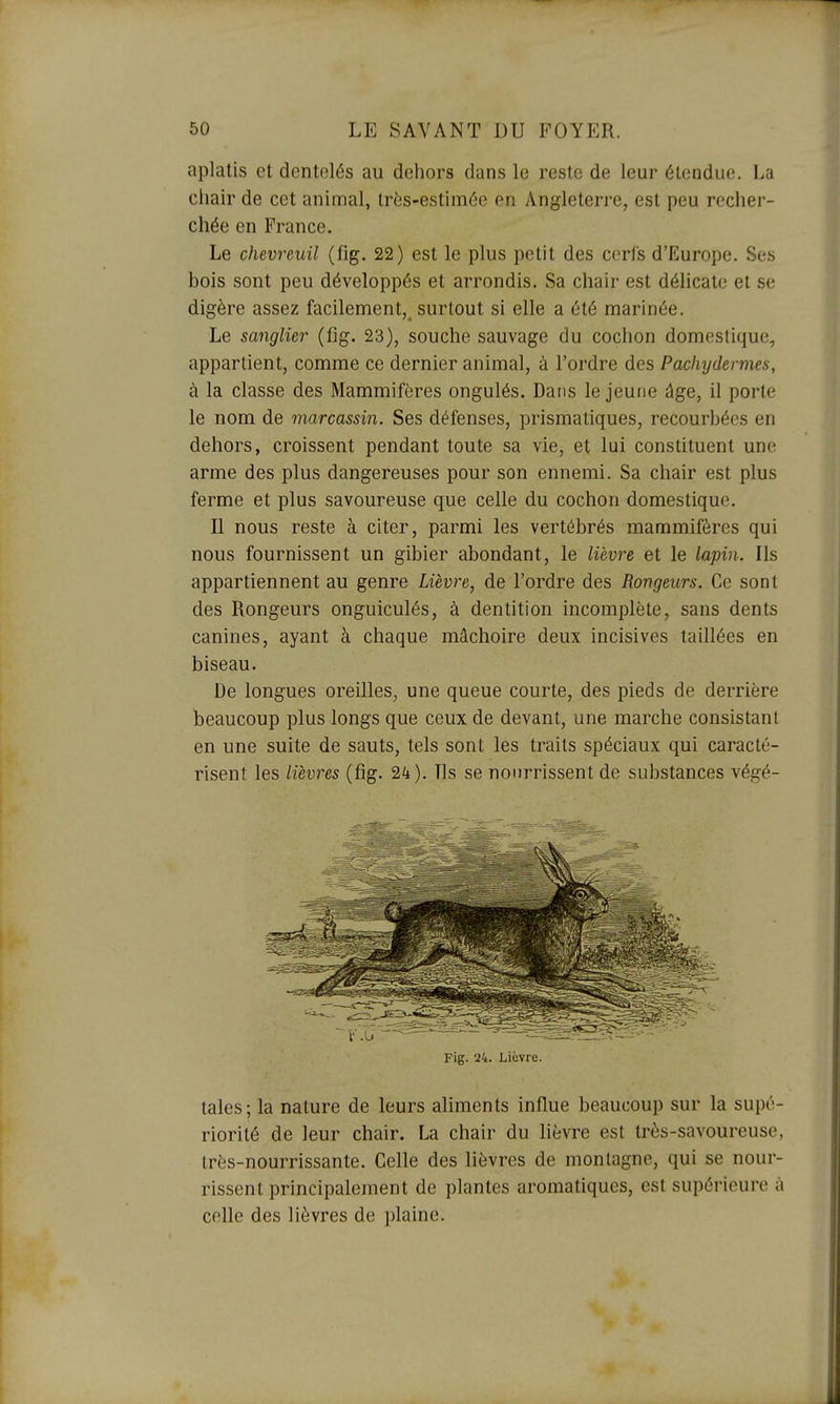 aplatis et dentelés au dehors dans le reste de leur étendue. La chair de cet animal, très-estimée en Angleterre, est peu recher- chée en France. Le chevreuil (fig. 22) est le plus petit des cerls d'Europe. Ses bois sont peu développés et arrondis. Sa chair est délicate et se digère assez facilement,^ surtout si elle a été marinée. Le sanglier (fig. 23), souche sauvage du cochon domestique, appartient, comme ce dernier animal, à l'ordre des Pachydermes, à la classe des Mammifères ongulés. Dans le jeune âge, il porte le nom de marcassin. Ses défenses, prismatiques, recourbées en dehors, croissent pendant toute sa vie, et lui constituent une arme des plus dangereuses pour son ennemi. Sa chair est plus ferme et plus savoureuse que celle du cochon domestique. Il nous reste à citer, parmi les vertébrés mammifères qui nous fournissent un gibier abondant, le lièvre et le lapin. Ils appartiennent au genre Lièvre, de l'ordre des Rongeurs. Ce sont des Rongeurs onguiculés, à dentition incomplète, sans dents canines, ayant à chaque mâchoire deux incisives taillées en biseau. De longues oreilles, une queue courte, des pieds de derrière beaucoup plus longs que ceux de devant, une marche consistant en une suite de sauts, tels sont les traits spéciaux qui caracté- risent les lièvres (fig. 24). Ils se nourrissent de substances végé- Fig. 24. Lièvre. taies ; la nature de leurs aliments influe beaucoup sur la supé- riorité de leur chair. La chair du lièvre est très-savoureuse, très-nourrissante. Celle des lièvres de montagne, qui se nour- rissent principalement de plantes aromatiques, est supérieure à celle des lièvres de plaine.