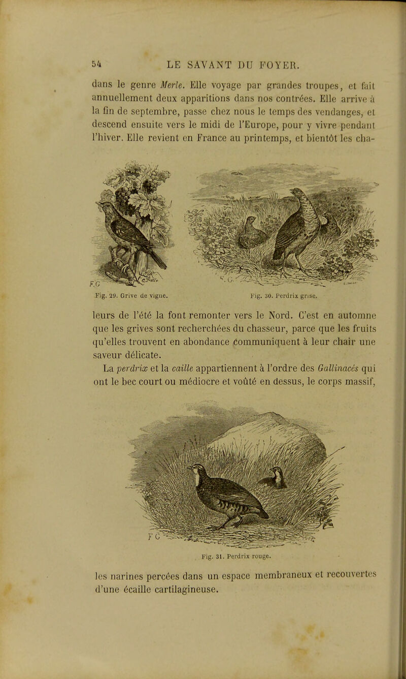 dans le genre Merle. Elle voyage par grandes troupes, et fait annuellement deux apparitions dans nos contrées. Elle arrive à la fin de septembre, passe chez nous le temps des vendanges, et descend ensuite vers le midi de l'Europe, pour y vivre pendant l'hiver. Elle revient en France au printemps, et bientôt les cha- Fig. 29. Grive de vigne. Fig. 30. Perdrix grise. leurs de l'été la font remonter vers le Nord. C'est en automne que les grives sont recherchées du chasseur, parce que les fruits qu'elles trouvent en abondance .communiquent à leur chair une saveur délicate. La perdrix et la caille appartiennent à l'ordre des Gallinacés qui ont le bec court ou médiocre et voûté en dessus, le corps massif, Fig. 31. Perdrix rouge. les narines percées dans un espace membraneux et recouvertes d'une écaille cartilagineuse.