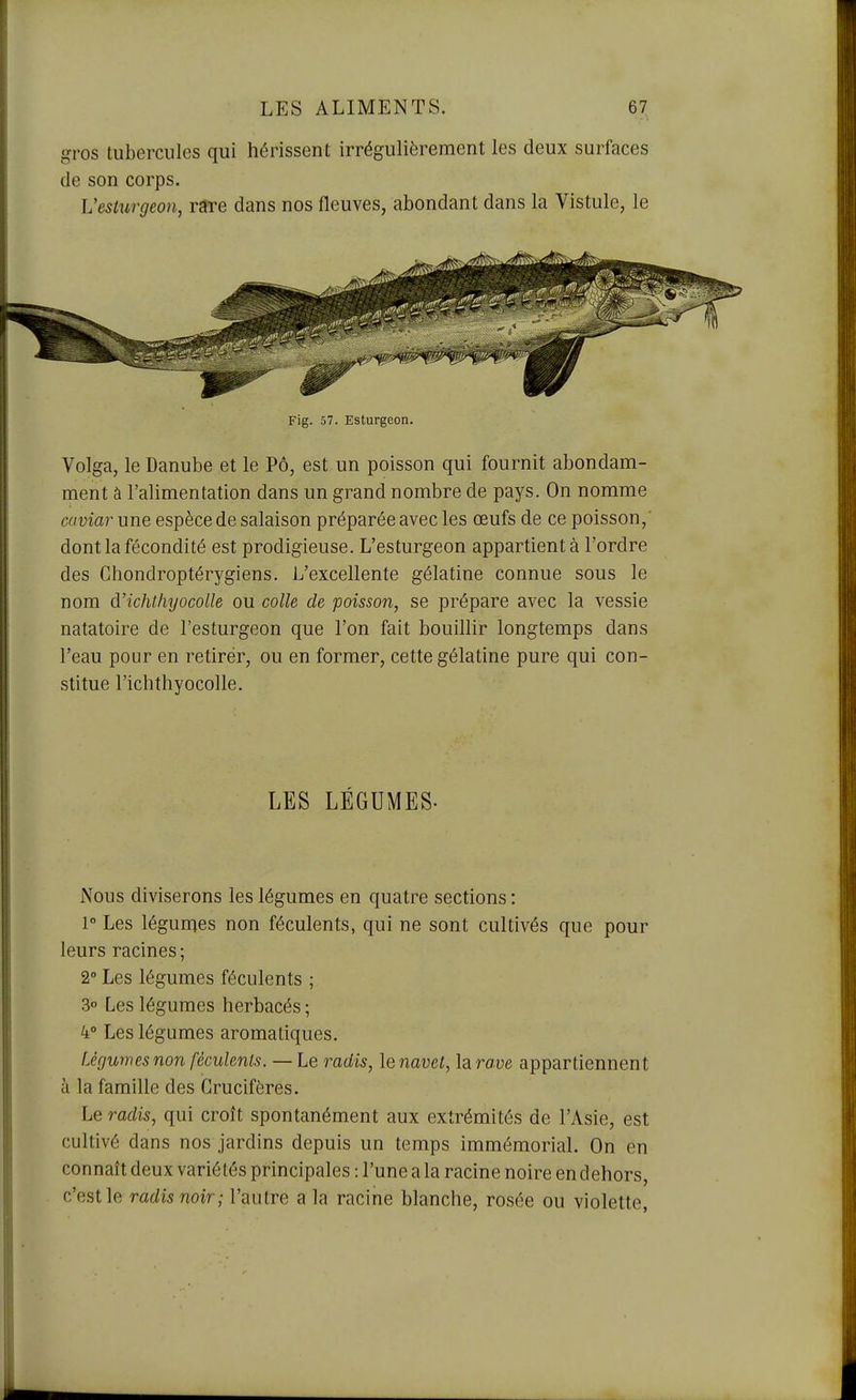 gros tubercules qui hérissent irrégulièrement les deux surfaces de son corps. Vesturgeo)i, rare dans nos fleuves, abondant dans la Vistule, le Fig. 57. Esturgeon. Volga, le Danube et le Pô, est un poisson qui fournit abondam- ment à l'alimentation dans un grand nombre de pays. On nomme caviar une espèce de salaison préparée avec les œufs de ce poisson,' dont la fécondité est prodigieuse. L'esturgeon appartient à l'ordre des Chondroptérygiens. L'excellente gélatine connue sous le nom d'ichthyocoUe ou colle de poisson, se prépare avec la vessie natatoire de l'esturgeon que l'on fait bouillir longtemps dans l'eau pour en retirer, ou en former, cette gélatine pure qui con- stitue l'ichthyocolle. LES LÉGUMES- Nous diviserons les légumes en quatre sections : 1° Les légumes non féculents, qui ne sont cultivés que pour leurs racines; 2» Les légumes féculents ; 3» Les légumes herbacés ; 4'* Les légumes aromatiques. Légumes non féculents.—Lq radis, lenavet, la raue appartiennent à la famille des Crucifères. Le radis, qui croît spontanément aux extrémités de l'Asie, est cultivé dans nos jardins depuis un temps immémorial. On en connaît deux variétés principales : l'une a la racine noire en dehors, c'est le radis noir; l'autre a la racine blanche, rosée ou violette,