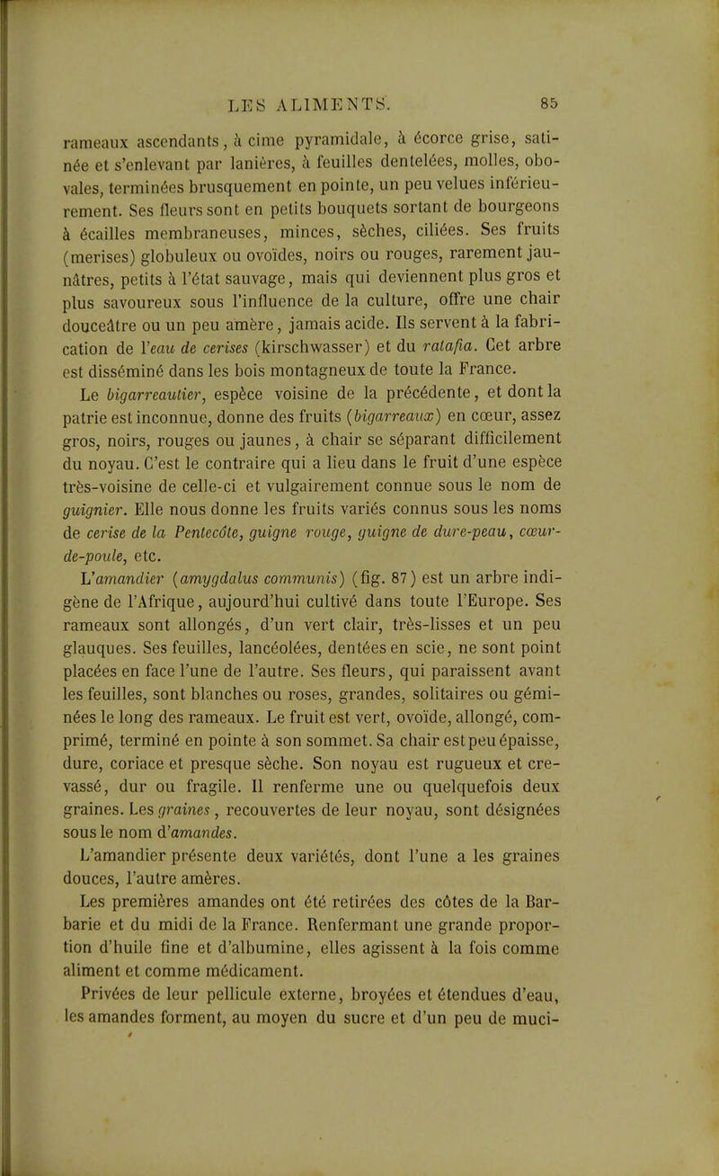 rameaux ascendants, à cime pyramidale, h écorce grise, sati- née et s'enlevant par lanières, à feuilles dentelées, molles, obo- vales, terminées brusquement en pointe, un peu velues intérieu- rement. Ses fleurs sont en petits bouquets sortant de bourgeons à écailles membraneuses, minces, sèches, ciliées. Ses fruits (merises) globuleux ou ovoïdes, noirs ou rouges, rarement jau- nâtres, petits à l'état sauvage, mais qui deviennent plus gros et plus savoureux sous l'influence de la culture, oflre une chair douceâtre ou un peu amère, jamais acide. Ils servent à la fabri- cation de Veau de cerises (kirschwasser) et du ratafia. Cet arbre est disséminé dans les bois montagneux de toute la France. Le bigarreaulier, espèce voisine de la précédente, et dont la patrie est inconnue, donne des fruits {bigarreaux) en cœur, assez gros, noirs, rouges ou jaunes, à chair se séparant difficilement du noyau. C'est le contraire qui a lieu dans le fruit d'une espèce très-voisine de celle-ci et vulgairement connue sous le nom de guignier. Elle nous donne les fruits variés connus sous les noms de cerise de la Pentecôte, guigne rouge, guigne de dure-peau, cœur- de-poule, etc. Vamandier {amygdalus communis) (fîg. 87) est un arbre indi- gène de l'Afrique, aujourd'hui cultivé dans toute l'Europe. Ses rameaux sont allongés, d'un vert clair, très-hsses et un peu glauques. Ses feuilles, lancéolées, dentées en scie, ne sont point placées en face l'une de l'autre. Ses fleurs, qui paraissent avant les feuilles, sont blanches ou roses, grandes, solitaires ou gémi- nées le long des rameaux. Le fruit est vert, ovoïde, allongé, com- primé, terminé en pointe à son sommet. Sa chair est peu épaisse, dure, coriace et presque sèche. Son noyau est rugueux et cre- vassé, dur ou fragile. Il renferme une ou quelquefois deux graines. Les graines, recouvertes de leur noyau, sont désignées sous le nom d'amandes. L'amandier présente deux variétés, dont l'une a les graines douces, l'autre amères. Les premières amandes ont été retirées des côtes de la Bar- barie et du midi de la France. Renfermant une grande propor- tion d'huile fine et d'albumine, elles agissent à la fois comme aliment et comme médicament. Privées de leur pellicule externe, broyées et étendues d'eau, les amandes forment, au moyen du sucre et d'un peu de muci-