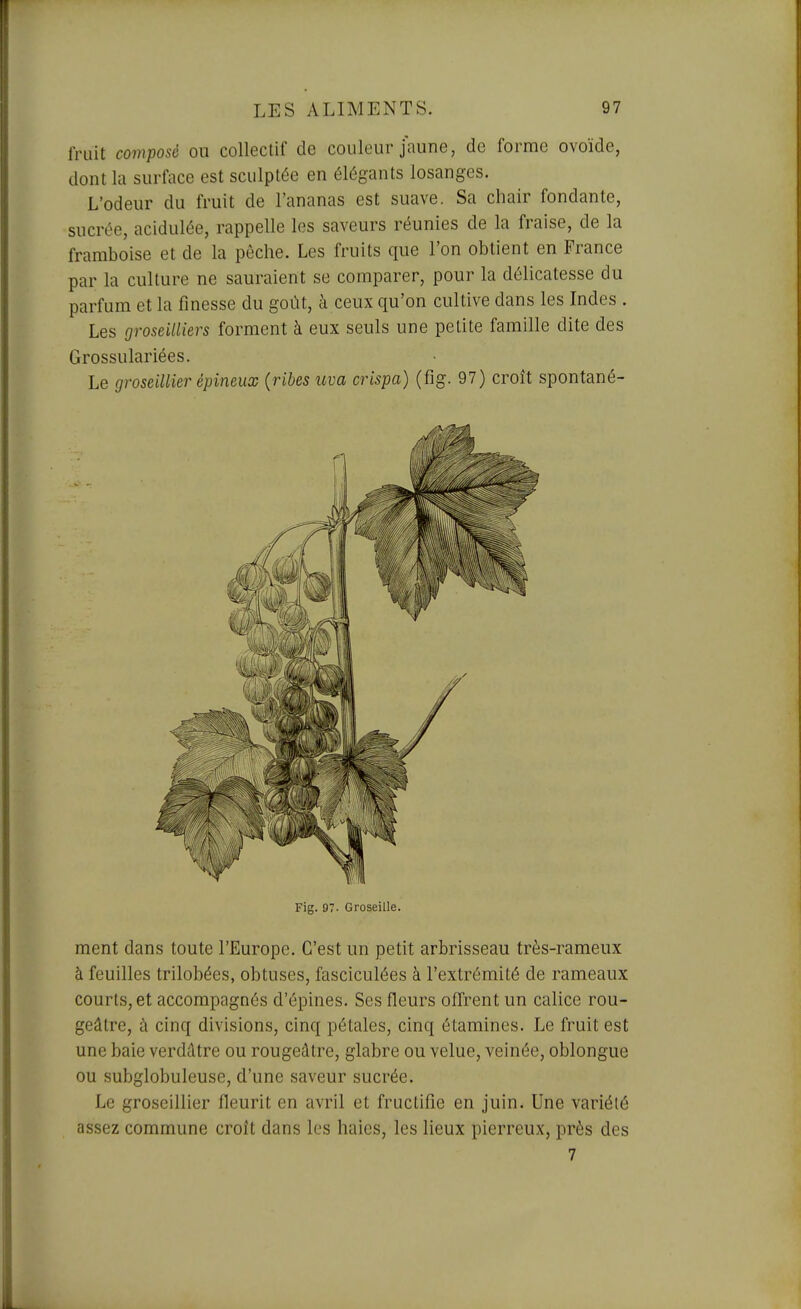 fruit composé ou collectif de couleur jaune, de forme ovoïde, dont la surface est sculptée en élégants losanges. L'odeur du fruit de l'ananas est suave. Sa chair fondante, sucrée, acidulée, rappelle les saveurs réunies de la fraise, de la framboise et de la pèche. Les fruits que l'on obtient en France par la culture ne sauraient se comparer, pour la délicatesse du parfum et la finesse du goût, à ceux qu'on cultive dans les Indes . Les groseilliers forment à eux seuls une petite famille dite des Grossulariées. Le groseillier épineux {ribes uva crispa) (fig. 97) croît spontané- Fig. 97. Groseille. ment dans toute l'Europe. C'est un petit arbrisseau très-rameux à feuilles trilobées, obtuses, fasciculées à l'extrémité de rameaux courts, et accompagnés d'épines. Ses fleurs offrent un calice rou- geâtre, à cinq divisions, cinq pétales, cinq étamines. Le fruit est une baie verdcltre ou rougeâtre, glabre ou velue, veinée, oblongue ou subglobuleuse, d'une saveur sucrée. Le groseillier fleurit en avril et fructifie en juin. Une variété assez commune croît dans les haies, les lieux pierreux, près des 7