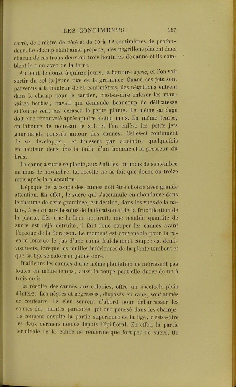 carré, de 1 mètre de côté et de 10 à 12 centimètres de profon- deur. Le champ étant ainsi préparé, des négrillons placent dans chacun de ces trous deux ou trois boutures de canne et ils com- * blent le trou avec de la terre. Au bout de douze à quinze jours, la bouture a pris, et l'on voit sortir du sol la jeune tige de la graminée. Quand ces jets sont parvenus à la hauteur de 50 centimètres, des négrillons entrent dans le champ pour le sarcler, c'est-à-dire enlever les mau- vaises herbes, travail qui demande beaucoup de délicatesse si l'on ne veut pas écraser la petite plante. Le même sarclage doit être renouvelé après quatre à cinq mois. En même temps, on laboure de nouveau le sol, et l'on enlève les petits jets gourmands poussés autour des cannes. Celles-ci continuent de se développer, et finissent par atteindre quelquefois en hauteur deux fois la taille d'un homme et la grosseur du bras. La canne à sucre se plante, aux Antilles, du mois de septembre au mois de novembre. La récolte ne se fait que douze ou treize mois après la plantation. Lépoque de la coupe des cannes doit être choisie avec grande attention. En effet, le sucre qui s'accumule en abondance dans le chaume de cette graminée, est destiné, dans les vues de la na- ture, à servir aux besoins de la floraison et de la fructification de la plante. Dès que la fleur apparaît, une notable quantité de sucre est déjà détruite; il faut donc couper les cannes avant l'époque de la floraison. Le moment est convenable pour la ré- colte lorsque le jus d'une canne fraîchement coupée est demi- visqueux, lorsque les feuilles inférieures de la plante tombent et que sa tige se colore en jaune doré. D'ailleurs les cannes, d'une même plantation ne mûrissent pas toutes en même temps; aussi la coupe peut-elle durer de un à trois mois. La récolte des cannes aux colonies, offre un spectacle plein d'intérêt. Les nègres et négresses , disposés en rang, sont armés de couteaux. Ils s'en servent d'abord poui- débarrasser les cannes des plantes parasites qui ont poussé dans les champs. Ils coupent ensuite la partie supérieure de la tige, c'est-à-dire les deux derniers nœuds depuis l'épi floral. En effet, la partie terminale de la canne ne renferme que fort peu de sucre. On