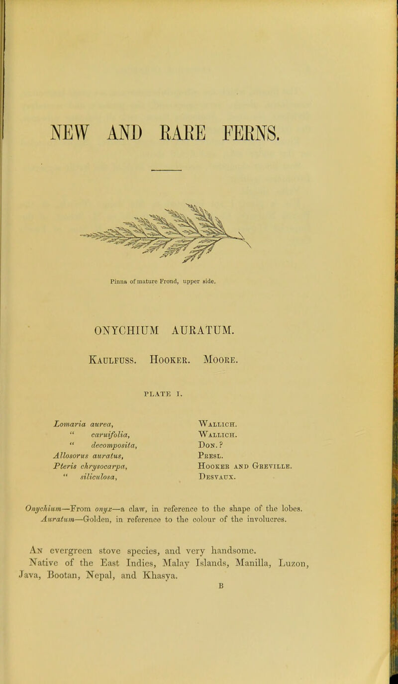 NEW AND RARE FERNS. Pinna of mature Frond, upper side. ONYCHIUM AURATUM. Kadlfuss. Hooker. Moore. PLATE I. Lomaria aurea,  caruifolia,  decomposila, Allosorus auratus, Pteris chrysocarpa,  siliculo.ia, Wallich. Wallich. Don.? Peesl. HOOKEE AND GfiEVILLE. Pesvaux. Onychium—From onyx—a claw, in reference to the shape of the lohes. Au.ratu.rn—Golden, in reference to the colour of the involucres. An evergreen stove species, and very handsome. Native of the East Indies, Malay Islands, Manilla, Luzon, Java, Bootan, Nepal, and Khasya.