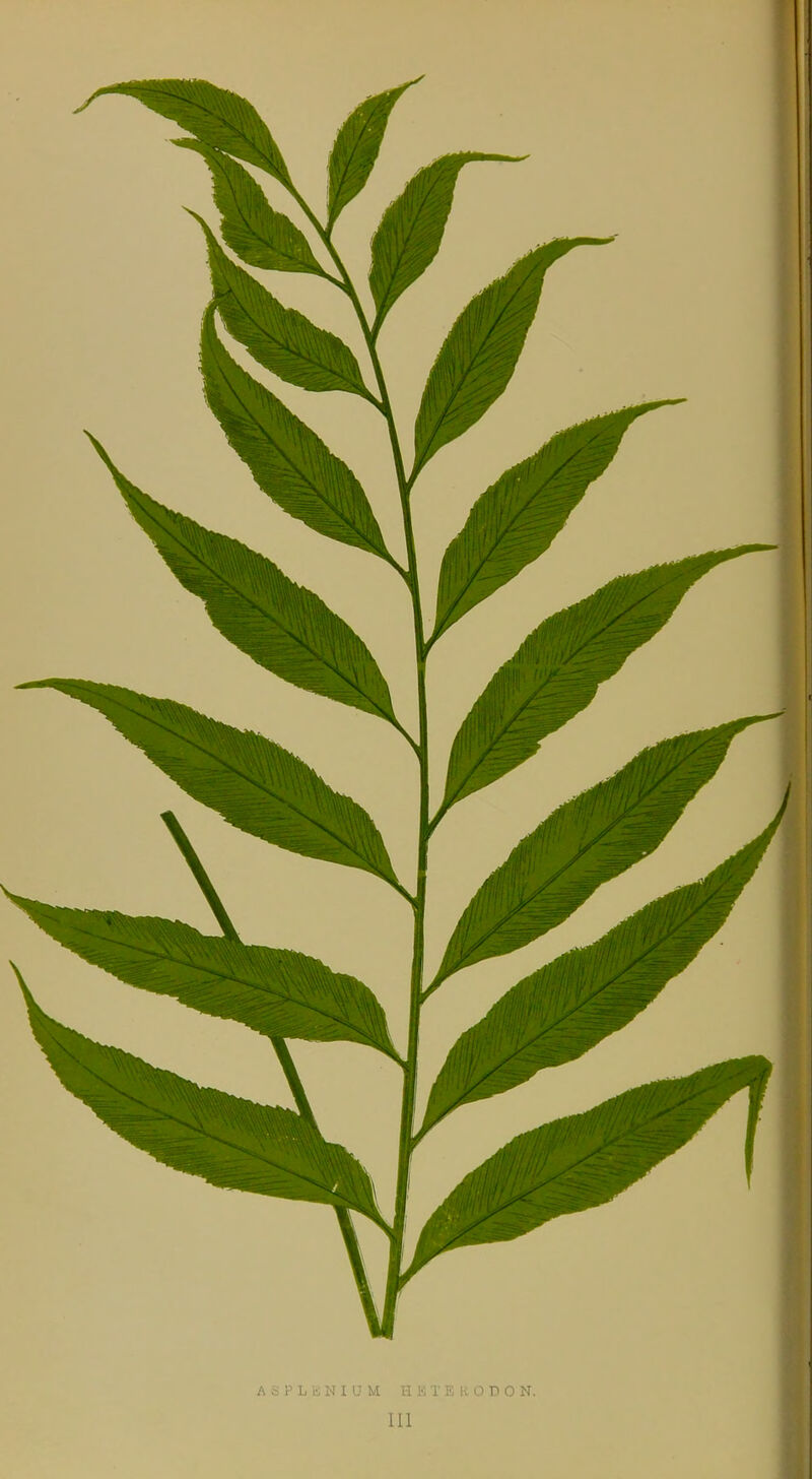 ASPLiSNIUM HBTERODON. Ill