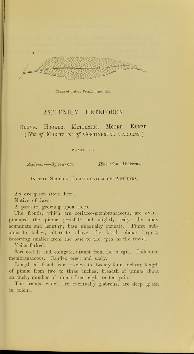 ASPLENIUM HETERODON. Blume. Hooker. Mettenius. Moore. Kunze. (Not of Moritz or of Continental Gardens.) PLATE III. Asplenium—Spleenwort. Heterodon—Different. In the Section Euaspi.enium of Authors. An evergreen stove Fern. Native of Java. A parasite, growing upon trees. The fronds, which are coriaceo-membranaceous, are ovate- pinnated, the pinnae petiolate and slightly scaly; the apex acuminate and lengthy; base unequally cuneate. Pinnae sub- opposite below, alternate above, the basal pinnae largest, becoming smaller from the base to the apex of the frond. Veins forked. Sori costate and elongate, distant from the margin. Indusium membranaceous. Caudex erect and scaly. Length of frond from twelve to twenty-four inches; length of pinnae from two to three inches; breadth of pinnae about an inch; number of pinnae from eight to ten pairs. The fronds, which arc eventually glabrous, arc deep green in colour.
