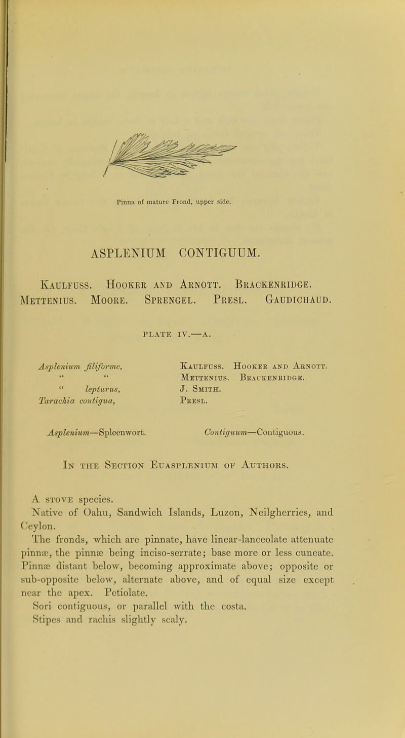 ASPLENIUM CONTIGUUM. Kaulfuss. Hooker and Arnott. Brackenridge. Mettenius. Moore. Sprengel. Presl. Gaudichaud. PLATE IV.—A. Axplcnium filiforme, Kaulfuss. Hookeh and Abnott.   Mettenius. Beackenkidge.  lepturus, J. Smith. Tarachia contigua, Peesl. Asplenium—Spleen wort. Contiguum—Contiguous. In the Section Etjasplenium of Authors. A stove species. Native of Oahu, Sandwich Islands, Luzon, Neilgherries, and Ceylon. The fronds, which are pinnate, have linear-lanceolate attenuate pinnae, the pinna; being inciso-serrate; base more or less cuneate. Pinnae distant below, becoming approximate above; opposite or sub-opposite below, alternate above, and of equal size except near the apex. Petiolate. Sori contiguous, or parallel with the costa. Stipes and rachis slightly scaly.